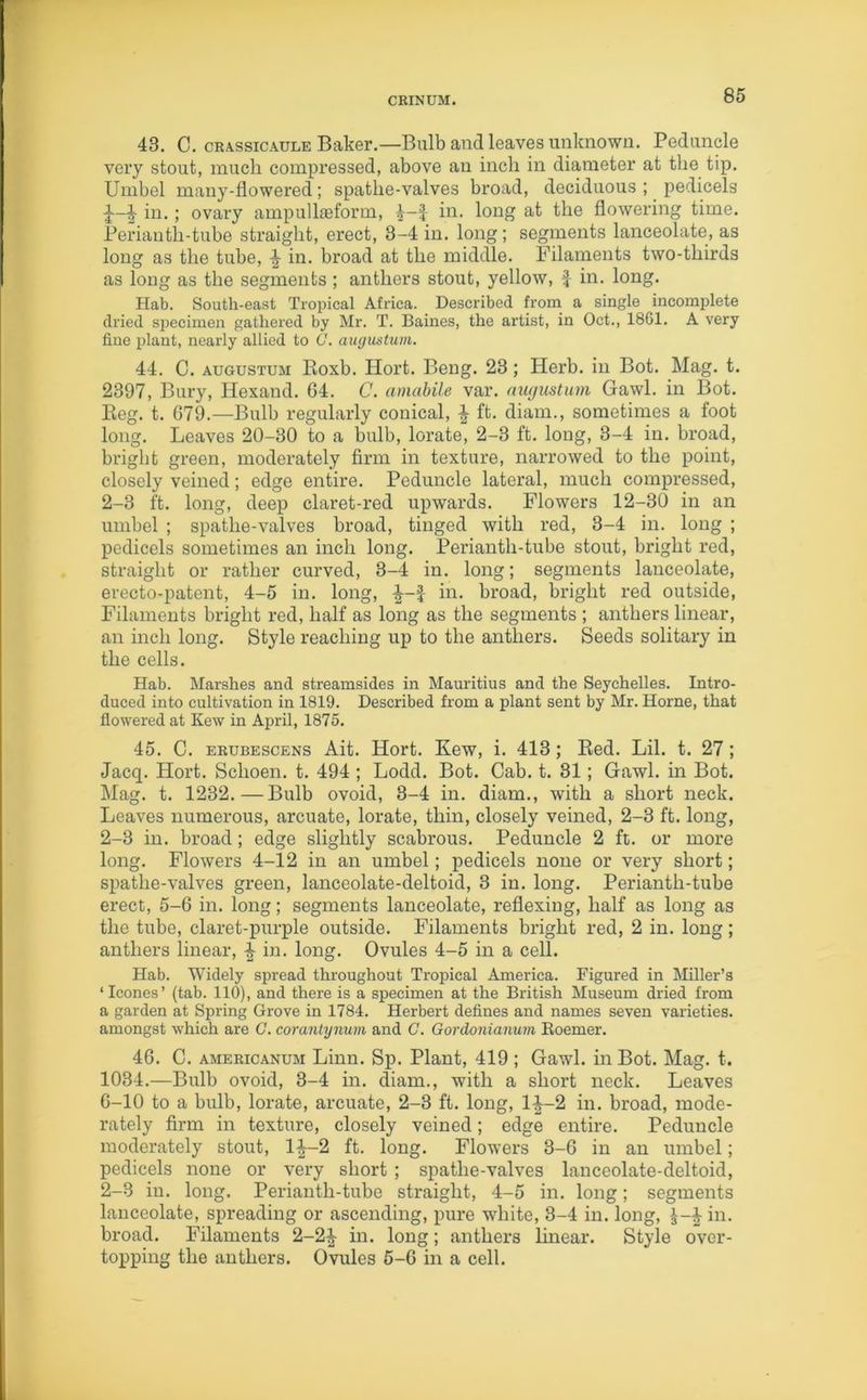 48. C. crassicaule Baker.—Bulb and leaves unknown. Peduncle very stout, much compressed, above an inch in diameter at the tip. Umbel many-flowered; spathe-valves broad, deciduous ; pedicels 1 in.; ovary ampullaeform, 4-J in. long at the flowering time. Perianth-tube straight, erect, 3-4 in. long; segments lanceolate, as long as the tube, ■§- in. broad at the middle. Filaments two-thirds as long as the segments ; anthers stout, yellow, f in. long. Hab. South-east Tropical Africa. Described from a single incomplete dried specimen gathered by Mr. T. Baines, the artist, in Oct., 1861. A very fine plant, nearly allied to G. augustum. 44. C. augustum Koxb. Ilort. Beng. 23; Herb, in Bot. Mag. t. 2397, Bury, Hexand. G4. C. amabile var. augustum Gawl. in Bot. Reg. t. 679.—Bulb regularly conical, ^ ft. diam., sometimes a foot long. Leaves 20-30 to a bulb, lorate, 2-3 ft. long, 3-4 in. broad, bright green, moderately firm in texture, narrowed to the point, closely veined; edge entire. Peduncle lateral, much compressed, 2-3 ft. long, deep claret-red upwards. Flowers 12-30 in an umbel ; spathe-valves broad, tinged with red, 3-4 in. long ; pedicels sometimes an inch long. Perianth-tube stout, bright red, straight or rather curved, 3-4 in. long; segments lanceolate, erecto-patent, 4-5 in. long, f in. broad, bright red outside, Filaments bright red, half as long as the segments ; anthers linear, an inch long. Style reaching up to the anthers. Seeds solitary in the cells. Hab. Marshes and streamsides in Mauritius and the Seychelles. Intro- duced into cultivation in 1819. Described from a plant sent by Mr. Horne, that flowered at Kew in April, 1875. 45. C. erubescens Ait. Hort. Kew, i. 413; Red. Lil. t. 27; Jacq. Hort. Sclioen. t. 494 ; Lodd. Bot. Cab. t. 31; Gawl. in Bot. Mag. t. 1232.—Bulb ovoid, 3-4 in. diam., with a short neck. Leaves numerous, arcuate, lorate, thin, closely veined, 2-3 ft. long, 2-3 in. broad; edge slightly scabrous. Peduncle 2 ft. or more long. Flowers 4-12 in an umbel; pedicels none or very short; spathe-valves green, lanceolate-deltoid, 3 in. long. Perianth-tube erect, 5-6 in. long; segments lanceolate, reflexing, half as long as the tube, claret-purple outside. Filaments bright red, 2 in. long; anthers linear, £ in. long. Ovules 4-5 in a cell. Hab. Widely spread throughout Tropical America. Figured in Miller’s ‘leones’ (tab. 110), and there is a specimen at the British Museum dried from a garden at Spring Grove in 1784. Herbert defines and names seven varieties, amongst which are G. corantynum and C. Gordonianum Roemer. 46. C. americanum Linn. Sp. Plant, 419; Gawl. in Bot. Mag. t. 1034.—Bulb ovoid, 3-4 in. diam., with a short neck. Leaves 6-10 to a bulb, lorate, arcuate, 2-3 ft. long, 1-^-2 in. broad, mode- rately firm in texture, closely veined; edge entire. Peduncle moderately stout, l£-2 ft. long. Flowers 3-6 in an umbel; pedicels none or very short ; spathe-valves lanceolate-deltoid, 2-3 in. long. Perianth-tube straight, 4-5 in. long; segments lanceolate, spreading or ascending, pure white, 3-4 in. long, £-£ in. broad. Filaments 2-2^- in. long; anthers linear. Style over- topping the anthers. Ovules 5-6 in a cell.
