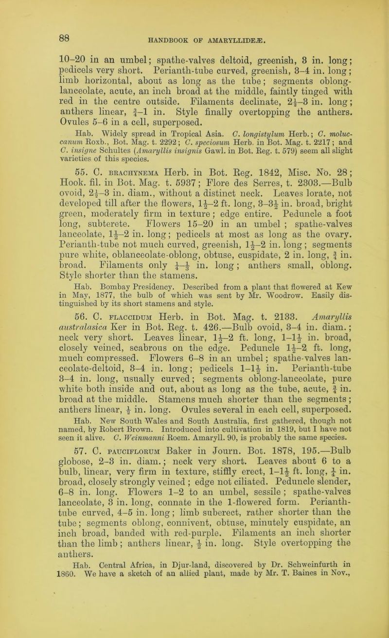 10-20 in an umbel; spathe-valves deltoid, greenish, 8 in. long; pedicels very short. Perianth-tube curved, greenish, 8-4 in. long; limb horizontal, about as long as the tube; segments oblong- lanceolate, acute, an inch broad at the middle, faintly tinged with red in the centre outside. Filaments decimate, 2^-3 in. long; anthers linear, f-1 in. Style finally overtopping the anthers. Ovules 5-6 in a cell, superposed. Hab. Widely spread in Tropical Asia. C. longistylum Herb.; C. moluc- canum Boxb., Bot. Mag. t. 2292; G. speciosum Herb, in Bot. Mag. t. 2217; and C. insigne Schultes (Amaryllis insignis Gawl. in Bot. Beg. t. 579) seem all slight varieties of this species. 55. C. brachynema Herb, in Bot. Beg. 1842, Misc. No. 28; Hook. fil. in Bot. Mag. t. 5937; Flore des Serres, t. 2303.—Bulb ovoid, 2^-3 in. diam., without a distinct neck. Leaves lorate, not developed till after the flowers, lf-2 ft. long, 3-3^ in. broad, bright green, moderately firm in texture; edge entire. Peduncle a foot long, subterete. Flowers 15-20 in an umbel ; spathe-valves lanceolate, 1J-2 in. long; pedicels at most as long as the ovary. Perianth-tube not much curved, greenish, 1^-2 in. long; segments pure white, oblanceolate-oblong, obtuse, cuspidate, 2 in. long, f in. broad. Filaments only in. long; anthers small, oblong. Style shorter than the stamens. Hab. Bombay Presidency. Described from a plant that flowered at Kew in May, 1877, the bulb of which was sent by Mr. Woodrow. Easily dis- tinguished by its short stamens and style. 56. 0. flaccidum Herb, in Bot. Mag. t. 2133. Amaryllis australasica Ker in Bot. Beg. t. 426.—Bulb ovoid, 3-4 in. diam.; neck very short. Leaves linear, 1|—2 ft. long, l-lj in. broad, closely veined, scabrous on the edge. Peduncle 1-J--2. ft. long, much compressed. Flowers 6-8 in an umbel; spathe-valves lan- ceolate-deltoid, 3-4 in. long; pedicels 1-1^ in. Perianth-tube 3-4 in. long, usually curved; segments oblong-lanceolate, pure white both inside and out, about as long as the tube, acute, f in. broad at the middle. Stamens much shorter than the segments ; anthers linear, £ in. long. Ovules several in each cell, superposed. Hab. New South Wales and South Australia, first gathered, though not named, by Kobert Brown. Introduced into cultivation in 1819, but I have not seen it alive. G. Weinmanni Boem. Amaryll. 90, is probably the same species. 57. C. pauciflorum Baker in Journ. Bot. 1878, 195.—Bulb globose, 2-3 in. diam.; neck very short. Leaves about 6 to a bulb, linear, very firm in texture, stiffly erect, 1-1^- ft. long, J in. broad, closely strongly veined ; edge not ciliated. Peduncle slender, 6-8 in. long. Flowers 1-2 to an umbel, sessile ; spathe-valves lanceolate, 3 in. long, connate in the 1-flowered form. Periantli- tube curved, 4-5 in. long; limb suberect, rather shorter than the tube; segments oblong, connivent, obtuse, minutely cuspidate, an inch broad, banded with red-purple. Filaments an inch shorter than the limb; anthers linear, ^ in. long. Style overtopping the anthers. Hab. Central Africa, in Djur-land, discovered by Dr. Schweinfurth in 1860. We have a sketch of an allied plant, made by Mr. T. Baines in Nov.,