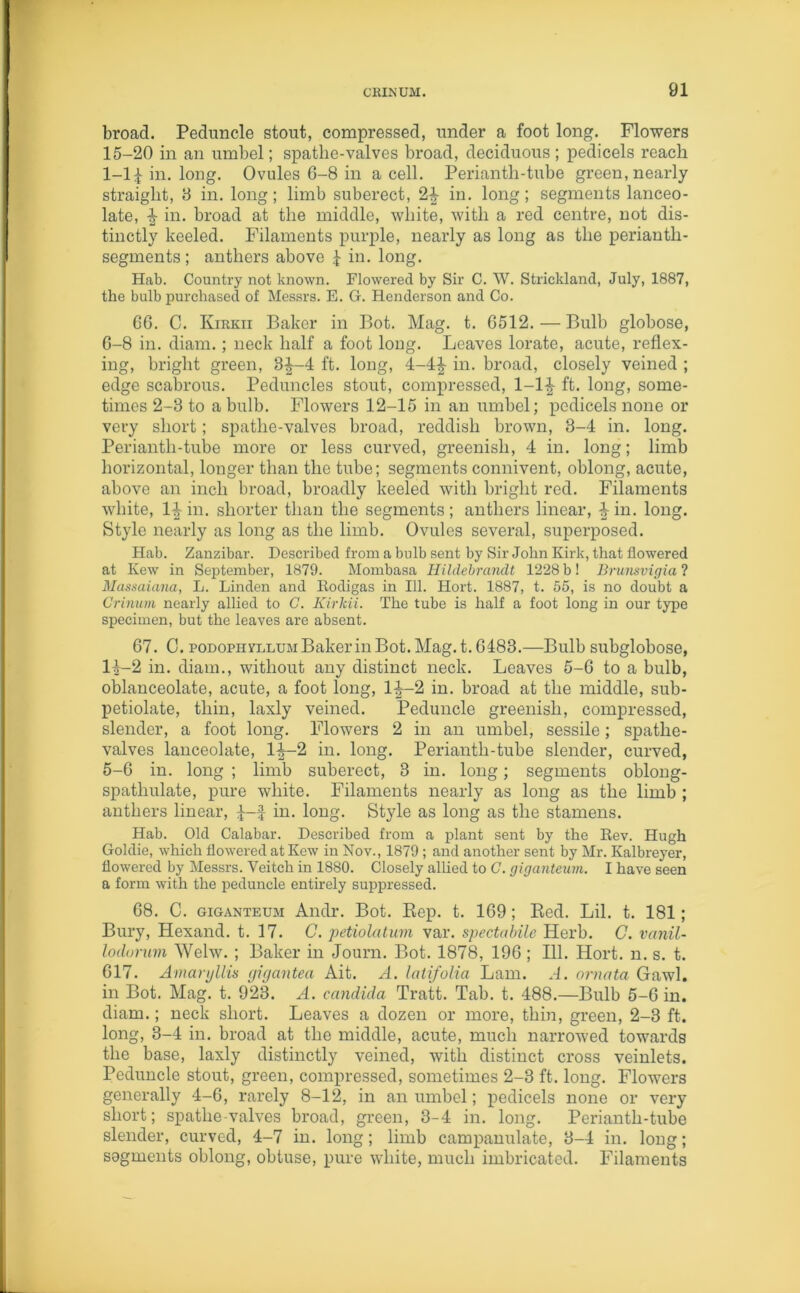 broad. Peduncle stout, compressed, under a foot long. Flowers 15-20 in an umbel; spathe-valves broad, deciduous ; pedicels reach 1-11 in. long. Ovules 6-8 in a cell. Perianth-tube green, nearly straight, 3 in. long; limb suberect, 2£ in. long; segments lanceo- late, ^ in. broad at the middle, white, with a red centre, not dis- tinctly keeled. Filaments purple, nearly as long as the perianth- segments ; anthers above \ in. long. Hab. Country not known. Flowered by Sir C. W. Strickland, July, 1887, the bulb purchased of Messrs. E. G. Henderson and Co. 66. C. Kirkii Baker in Bot. Mag. t. 6512. — Bulb globose, 6-8 in. diam.; neck half a foot long. Leaves lorate, acute, reflex- ing, bright green, 3^-4 ft. long, 4-4^- in. broad, closely veined ; edge scabrous. Peduncles stout, compressed, 1-1£ ft. long, some- times 2-3 to a bulb. Flowers 12-15 in an umbel; pedicels none or very short; spathe-valves broad, reddish brown, 3-4 in. long. Periantli-tube more or less curved, greenish, 4 in. long; limb horizontal, longer than the tube; segments connivent, oblong, acute, above an inch broad, broadly keeled with bright red. Filaments white, 1^ in. shorter than the segments; anthers linear, ^-in. long. Style nearly as long as the limb. Ovules several, superposed. Hab. Zanzibar. Described from a bulb sent by Sir John Kirk, that flowered at Kew in September, 1879. Mombasa Hildebrandt 1228 b! Brunsvigia? Massaiana, L. Linden and Eodigas in 111. Hort. 1887, t. 55, is no doubt a Crinum nearly allied to G. Kirkii. The tube is half a foot long in our type specimen, but the leaves are absent. 67. C. podophyllum Baker in Bot. Mag. t. 6483.—Bulb subglobose, l|-2 in. diam., without any distinct neck. Leaves 5-6 to a bulb, oblanceolate, acute, a foot long, 1^—2 in. broad at the middle, sub- petiolate, thin, laxly veined. Peduncle greenish, compressed, slender, a foot long. Flowers 2 in an umbel, sessile; spathe- valves lanceolate, 1^—2 in. long. Perianth-tube slender, curved, 5-6 in. long ; limb suberect, 3 in. long; segments oblong- spatliulate, pure white. Filaments nearly as long as the limb ; anthers linear, in. long. Style as long as the stamens. Hab. Old Calabar. Described from a plant sent by the Eev. Hugh Goldie, which flowered at Kew in Nov., 1879 ; and another sent by Mr. Kalbreyer, flowered by Messrs. Veitch in 1880. Closely allied to C. giganteum. I have seen a form with the peduncle entirely suppressed. 68. C. giganteum Andr. Bot. Bep. t. 169; Red. Lil. t. 181; Bury, Hexand. t. 17. C. petiolatum var. spectabile Herb. C. vanil- lodoruvi Welw. ; Baker in Joum. Bot. 1878, 196 ; 111. Hort. n. s. t. 617. Amaryllis gigantea Ait. A. latifolia Lam. A. ornata Gawl. in Bot. Mag. t. 923. A. Candida Tratt. Tab. t. 488.—Bulb 5-6 in. diam.; neck short. Leaves a dozen or more, thin, green, 2-3 ft. long, 3-4 in. broad at the middle, acute, much narrowed towards the base, laxly distinctly veined, with distinct cross veinlets. Peduncle stout, green, compressed, sometimes 2-3 ft. long. Flowers generally 4-6, rarely 8-12, in an umbel; pedicels none or very short; spathe-valves broad, green, 3-4 in. long. Perianth-tube slender, curved, 4-7 in. long; limb campanulate, 3-4 in. long; segments oblong, obtuse, pure white, much imbricated. Filaments