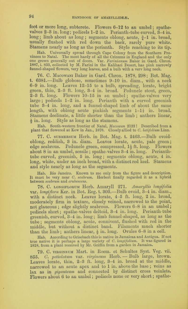HANDBOOK OF AMARYLLIDE.E. foot or more long, subterete. Flowers 6-12 to an umbel; spathe- valves 2-3 in. long; pedicels 1-2 in. Periantli-tube curved, 3-4 in. long; limb about as long; segments oblong, acute, f-1 in. broad, usually flushed with red down the back, rarely pure white. Stamens nearly as long as the perianth. Style reaching to its tip. Hab. Universally spread through Cape Colony from the Southern Pro- vinces to Natal. The most hardy of all the Crinums in England and the only one grown generally out of doors. Var. Farinianum Baker in Gard. Cliron. 1887, i. 833, collected by M. Farini in the Kaliliari Desert, has pink narrowly funnel-shaped flowers, very long leaves, and a bulb with a verv long neck. 76. C. Macowani Baker in Gard. Cliron. 1878, 298; Bot. Mag. t. 6381.—Bulb globose, sometimes 9-10 in. diam., with a neck 6-9 in. long. Leaves 12-15 to a bulb, spreading, lorate, bright green, thin, 2-3 ft. long, 3-4 in. broad. Peduncle stout, green, 2-3 ft. long. Flowers 10-15 in an umbel; spathe-valves very large; pedicels 1-2 in. long. Perianth with a curved greenish tube 3-4 in. long, and a funnel-shaped limb of about the same length, with oblong acute pinkish segments 1-1 £ in. broad. Stamens declinate, a little shorter than the limb ; anthers linear, £ in. long. Style as long as the stamens. Hab. South-western frontier of Natal, Macowan 2122 ! Described from a plant that flowered at Kew in Jan., 1878. Closely allied to C. latifolium Linn. 77. C. submersum Herb, in Bot. Mag. t. 2463.—Bulb ovoid- oblong, reddish, 3 in. diam. Leaves lorate, acute, pale green; edge scabrous. Peduncle green, compressed, 1^ ft. long. Flowers about 8 in an umbel, sessile ; spathe-valves 3-4 in. long. Periantli- tube curved, greenish, 5 in. long ; segments oblong, acute, 4 in. long, white, under an inch broad, with a distinct red keel. Stamens and style nearly as long as the segments. Hab. Rio Janeiro. Known to me only from the figure and description. It must be very near G. scabrum. Herbert finally regarded it as a hybrid between scabrum and erubescem. 78. C. longuflorum Herb. Amaryll 271. Amaryllis longifolia var. longiflora Ker. in Bot. Reg. t. 303.—Bulb ovoid, 3-4 in. diam., with a distinct neck. Leaves lorate, 4-5 ft. long, 2 in. broad, moderately firm in texture, closely veined, narrowed to the point, not glaucous ; edge slightly scabrous. Flowers 6-8 in an umbel; pedicels short; spathe-valves deltoid, 3-4 in. long. Periantli-tube greenish, curved, 3-4 in. long; limb funnel-shaped, as long as the tube; segments oblong, acute, connivent, flushed with red in the middle, but without a distinct band. Filaments much shorter than the limb ; anthers linear, § in. long. Ovules 6-8 in a cell. Hab. According to Grisebach this is native in Jamaicaa and Antigua. If not true native it is perhaps a large variety of G. longifolium. It was figured in 1818, from a plant received by Mr. Griffin from a garden in Jamaica. 79. C. virgineum Mart, in Roem. et Schultes Syst. Yeg. vii. 855. C. petwlatum var. virgineum Herb. — Bulb large, brown. Leaves lorate, thin, 2-3 ft. long, 3-4 in. broad at the middle, narrowed to an acute apex and to 1 in. above the base ; veins as lax as in giganteum and connected by distinct cross veinlets. Flowers about 6 to an umbel; pedicels none or very short; spathe-
