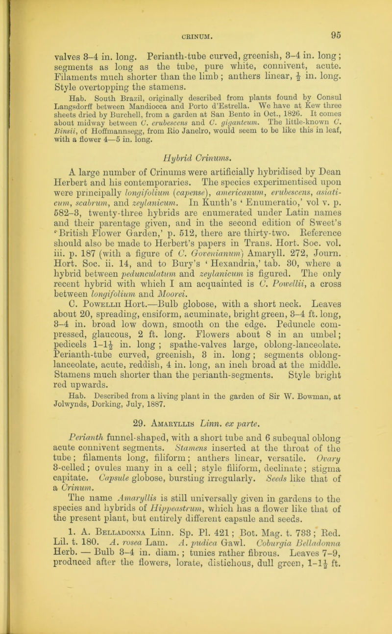 valves 8-4 in. long. Perianth-tube curved, greenish, 3-4 in. long; segments as long as the tube, pure white, connivent, acute. Filaments much shorter than the limb; anthers linear, ^ in. long. Style overtopping the stamens. Hab. South Brazil, originally described from plants found by Consul Langsdorff between Mandiocca and Porto d’Estrella. We have at Kew three sheets dried by Burchell, from a garden at San Bento in Oct., 1826. It comes about midway between C. erubescens and C. giganteum. The little-known C. Binsii, of Hoffmannsegg, from Bio Janeiro, would seem to be like this in leaf, with a flower 4—5 in. long. Hybrid Crinums. A large number of Crinums were artificially hybridised by Dean Herbert and his contemporaries. The species experimentised upon were principally lonyifolium (capense), americanum, erubescens, asiati- cuni, scabrum, and zeylanicum. In Kunth’s ‘ Enumeratio,’ vol v. p. 582-3, twenty-three hybrids are enumerated under Latin names and their parentage given, and in the second edition of Sweet’s ‘'British Flower Garden,’ p. 512, there are thirty-two. Reference should also be made to Herbert’s papers in Trans. Ilort. Soc. vol. iii. p. 187 (with a figure of C. Goveniamim) Amaryll. 272, Journ. Hort. Soc. ii. 14, and to Bury’s * Hexandria,’ tab. 30, where a hybrid between pedunculatum and zeylanicum is figured. The only recent hybrid with which I am acquainted is C. Powellii, a cross between lonyifolium and Moorei. C. Powellii Hort.—Bulb globose, with a short neck. Leaves about 20, spreading, ensiform, acuminate, bright green, 3-4 ft. long, 3-4 in. broad low down, smooth on the edge. Peduncle com- pressed, glaucous, 2 ft. long. Flowers about 8 in an umbel; pedicels 1-1^ in. long ; spathe-valves large, oblong-lanceolate. Perianth-tube curved, greenish, 3 in. long; segments oblong- lanceolate, acute, reddish, 4 in. long, an inch broad at the middle. Stamens much shorter than the perianth-segments. Style bright red upwards. Hab. Described from a living plant in the garden of Sir W. Bowman, at Jolwynds, Dorking, July, 1887. 29. Amaryllis Linn, ex parte. Perianth funnel-shaped, with a short tube and 6 subequal oblong acute connivent segments. Stamens inserted at the throat of the tube; filaments long, filiform; anthers linear, versatile. Ovary 3-celled; ovules many in a cell; style filiform, decimate; stigma capitate. Capsule globose, bursting irregularly. Seeds like that of a Crinum. The name Amaryllis is still universally given in gardens to the species and hybrids of Hippeastrum, which has a flower like that of the present plant, but entirely different capsule and seeds. 1. A. Belladonna Linn. Sp. PI. 421; Bot. Mag. t. 733; Bed. Lil. t. 180. A. rosea Lam. A. pudica Gawl. Coburyia Belladonna Herb. — Bulb 3-4 in. diam.; tunics rather fibrous. Leaves 7-9, produced after the flowers, lorate, distichous, dull green, 1-1^ ft.