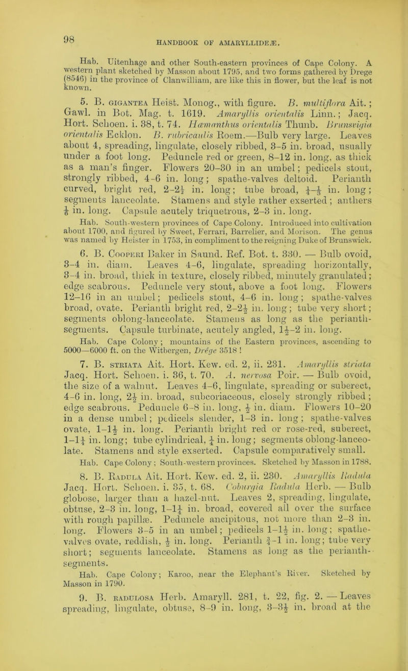 HANDBOOK OF AMARYLLIDE.E. Hab. Uitenhage and other South-eastern provinces of Cape Colony. A western plant sketched by Masson about 1795, and two forms gathered by Drege (8546) in the province of Clanwilliam, are like this in flower, but the leaf is not known. 5. B. gigantea Heist. Monog., with figure. B. multiflora Ait. ; Gawl. in Bot. Mag. t. 1619. Amaryllis orientalis Linn.; Jacq. Hort. Schoen. i. 38, t. 74. Hcemanthus orientalis Tliunb. Brunsviyia oriental is Ecklon. B. rubricauUs Roem.—Bulb very large. Leaves about 4, spreading, lingulate, closely ribbed, 3-5 in. broad, usually under a foot long. Peduncle red or green, 8-12 in. long, as thick as a man’s finger. Blowers 20-30 in an umbel; pedicels stout, strongly ribbed, 4-6 in. long; spatlie-valves deltoid. Perianth curved, bright red, 2-2£ in. long; tube broad, d~3 in. long; segments lanceolate. Stamens and style rather exserted ; anthers i in. long. Capsule acutely triquetrous, 2-3 in. long. Hab. South-western provinces of Cape Colony. Introduced into cultivation about 1700, and figured by Sweet, Ferrari, Barrelier, and Morison. The genus was named by Heister in 1753, in compliment to the reigning Duke of Brunswick. 6. B. Cooperi Baker in Saund. Ref. Bot. t. 330. — Bulb ovoid, 3-4 in. diam. Leaves 4-6, lingulate, spreading horizontally, 3- 4 in. broad, thick in texture, closely ribbed, minutely granulated; edge scabrous. Peduncle very stout, above a foot long. Flowers 12-16 in an umbel; pedicels stout, 4-6 in. long; spathe-valves broad, ovate. Perianth bright red, 2-2^ in. long; tube very short; segments oblong-lanceolate. Stamens as long as the perianth- segments. Capsule turbinate, acutely angled, 1^-2 in. long. Hab. Cape Colony ; mountains of the Eastern provinces, ascending to 5000—6000 ft. on the Witbergen, Drege 3518 ! 7. B. striata Ait. Hort. Kew. ed. 2, ii. 231. Amaryllis striata Jacq. Hort. Schoen. i. 36, t. 70. A. nervosa Poir. — Bulb ovoid, the size of a walnut. Leaves 4-6, lingulate, spreading or suberect, 4- 6 in. long, 2^ in. broad, subcoriaceous, closely strongly ribbed ; edge scabrous. Peduncle 6-8 in. long, 4 in. diam. Flowers 10-20 in a dense umbel; pedicels slender, 1-3 in. long; spathe-valves ovate, 1-14 in. long. Perianth bright red or rose-red, suberect, 1-14 in. long; tube cylindrical, 4 in. long; segments oblong-lanceo- late. Stamens and style exserted. Capsule comparatively small. Hab. Cape Colony ; South-western provinces. Sketched by Masson in 1788. 8. B. Radula Ait. Hort. Kew. ed. 2, ii. 230. Amaryllis Badula Jacq. Hort. Schoen. i. 35, t. 68. Cobury ia Badula Herb. — Bulb globose, larger than a hazel-nut. Leaves 2, spreading, lingulate, obtuse, 2-3 in. long, 1-1£ in. broad, covered all over the surface with rough papillae. Peduncle ancipitous, not more than 2-3 in. long. Flowers 3-5 in an umbel; pedicels 1-14 in. long; spathe- valves ovate, reddish, 4 in. long. Perianth £-1 in. long; tube very short; segments lanceolate. Stamens as long as the perianth- segments. Hab. Cape Colony; Karoo, near the Elephant's River. Sketched by Masson in 1790. 9. B. radiidosa Herb. Amaryll. 281, t. 22, fig. 2.—Leaves spreading, lingulate, obtuse, 8-9 in. long, 3-34 in. broad at the