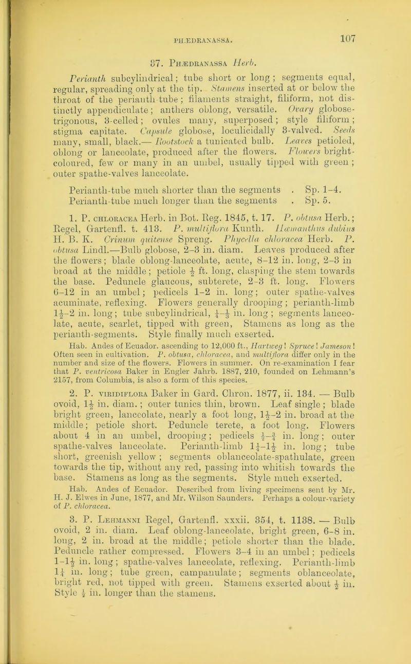 PH.EDRANASSA. 137- Pjbledranassa Herb. Perianth subcylindrical; tube short or long; segments equal, regular, spreading only at the tip. Stamens inserted at or below the throat of the perianth tube; filaments straight, filiform, not dis- tinctly appendiculate; anthers oblong, versatile. Ovary globose- trigonous, 3-celled; ovules many, superposed; style filiform; stigma capitate. Capsule globose, loculicidally 3-valved. Seeds many, small, black.— Rout stuck a tunicated bulb. Leaves petioled, oblong or lanceolate, produced after the flowers. Flowers bright- coloured, few or many in an umbel, usually tipped with green ; outer spathe-valves lanceolate. Perianth-tube much shorter than the segments . Sp. 1-4. Perianth-tube much longer than the segments . Sp. 5. 1. P. chloracea Herb, in Bot. Beg. 1845, t. 17. P. nbtusa Herb.; Begel, Gartenfl. t. 413. P. viuhijiora Kuntli. J Lcmauthus dubius H. B. K. Crinum quitense Spreng. Phycella cldoracea Herb. P. nbtusa Lindl.—Bulb globose, 2-3 in. diam. Leaves produced after the flowers; blade oblong-lanceolate, acute, 8-12 in. long, 2-3 in broad at the middle; petiole ^ ft. long, clasping the stem towards the base. Peduncle glaucous, subterete, 2-3 ft. long. Flowers (3-12 in an umbel; pedicels 1-2 in. long; outer spathe-valves acuminate, reflexing. Flowers generally drooping; perianth-limb 1^-2 in. long; tube subcvlindrioal, J in. long; segments lanceo- late, acute, scarlet, tipped with green, Stamens as long as the perianth-segments. Style finally much exserted. Hub. Andes of Ecuador, ascending to 12,000 ft., Hartwegl Spruce! Jameson ! Often seen in cultivation. P. obtusa, cldoracea, and multiflora differ only in the number and size of the flowers. Flowers in summer. On re-examination I fear that P. ventricosa Baker in Engler Jahrb. 1887, 210, founded on Lehmann’s 2157, from Columbia, is also a form of this species. 2. P. viridiflora Baker in Card. Cliron. 1877, ii. 134. — Bulb ovoid, 1^ in. diam.; outer tunics thin, brown. Leaf single ; blade bright green, lanceolate, nearly a foot long, 1^-2 in. broad at the middle; petiole short. Peduncle terete, a foot long. Flowers about 4 in an umbel, drooping; pedicels in. long; outer spathe-valves lanceolate. Perianth-limb 1^-14- in. long; tube short, greenish yellow ; segments oblanceolate-spathulate, green towards the tip, without any red, passing into whitish towards the base. Stamens as long as the segments. Style much exserted. Hah. Andes of Ecuador. Described from living specimens sent by Mr. H. J. Elwes in June, 1877, and Mr. Wilson Saunders. Perhaps a colour-variety of P. chloracea. 3. P. Lehmanni Regel, Gartenfl. xxxii. 354, t. 1138. — Bulb ovoid, 2 in. diam. Leaf oblong-lanceolate, bright green, G-8 in. long, 2 in. broad at the middle; petiole shorter than the blade. Peduncle rather compressed. Flowers 3-4 in an umbel; pedicels 1-Hin. long; spathe-valves lanceolate, reflexing. Periantli-limb I f in. long; tube green, campanulate; segments oblanceolate, bright red, not tipped with green. Stamens exserted about ^ in. Style * in. longer than the stamens.