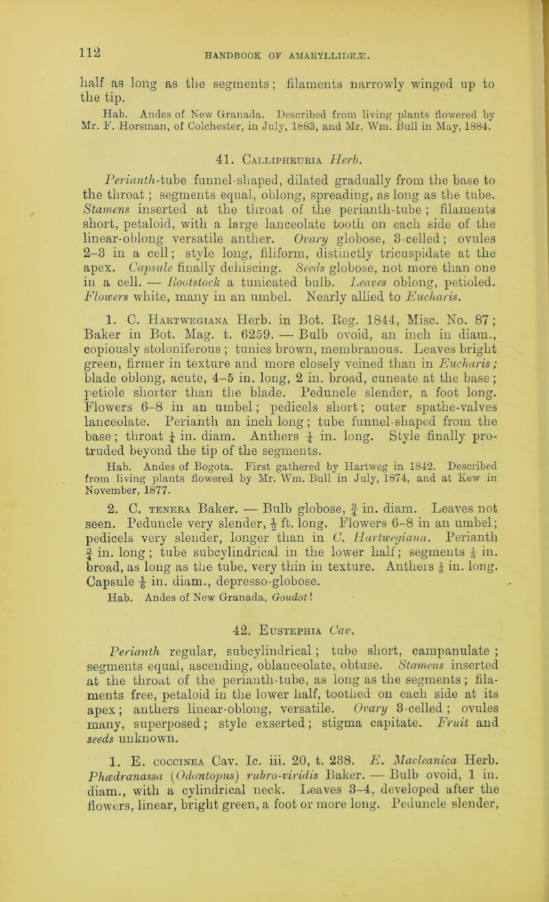 HANDBOOK OF AMARYLLIDEJE. half as long as the segments; filaments narrowly winged up to the tip. Hab. Andes of New Granada. Described from living plants flowered by Mr. F. Horsman, of Colchester, in July, 1883, and Mr. Wm. Bull in May, 1884. 41. Calliphruria Herb. Perianth-tube funnel-shaped, dilated gradually from the base to the throat; segments equal, oblong, spreading, as long as the tube. Stamens inserted at the throat of the perianth-tube ; filaments short, petaloid, with a large lanceolate tooth on each side of the linear-oblong versatile anther. Ovary globose, 3-celled; ovules 2-3 in a cell; style long, filiform, distinctly tricuspidate at the apex. Capsule filially dehiscing. Seeds globose, not more than one in a cell. — Rootstock a tunicated bulb. Leaves oblong, petioled. Flowers white, many in an umbel. Nearly allied to Eucharis. 1. C. Hartwegiana Herb, in Bot. Reg. 1844, Misc. No. 87; Baker in Bot. Mag. t. 6259. — Bulb ovoid, an inch in diam., copiously stoloniferous ; tunics brown, membranous. Leaves bright green, firmer in texture and more closely veined than in Eucharis; blade oblong, acute, 4-5 in. long, 2 in. broad, cuneate at the base; petiole shorter than the blade. Peduncle slender, a foot long. Flowers 6-8 in an umbel; pedicels short; outer spathe-valves lanceolate. Perianth an inch long; tube funnel-shaped from the base; throat £ in. diam. Anthers £ in. long. Style finally pro- truded beyond the tip of the segments. Hab. Andes of Bogota. First gathered by Hartweg in 1842. Described from living plants flowered by Mr. Wm. Bull in July, 1874, and at Kew in November, 1877. 2. C. tenera Baker. — Bulb globose, f in. diam. Leaves not seen. Peduncle very slender, ^ ft. long. Flowers 6-8 in an umbel; pedicels very slender, longer than in C. Hartwegiana. Perianth £ in. long ; tube subcylindrical in the lower half; segments £ in. broad, as long as the tube, very thin in texture. Anthers & in. long. Capsule £ in. diam., depresso-globose. Hab. Andes of New Granada, Goudot! 42. Eustephia Cav. Perianth regular, subcylindrical; tube short, campanulate ; segments equal, ascending, oblauceolate, obtuse. Stamens inserted at the throat of the periautli-tube, as long as the segments; fila- ments free, petaloid in the lower half, toothed on each side at its apex; anthers linear-oblong, versatile. Ovary 3-celled ; ovules many, superposed; style exserted; stigma capitate. Fruit and seeds unknown. 1. E. coccinea Cav. Ic. iii. 20, t. 238. E. Macleanica Herb. Phadranassa (Odontopus) rubro-viridis Baker. — Bulb ovoid, 1 in. diam., with a cylindrical neck. Leaves 3-4, developed after the flowers, linear, bright green, a foot or more long. Peduncle slender,