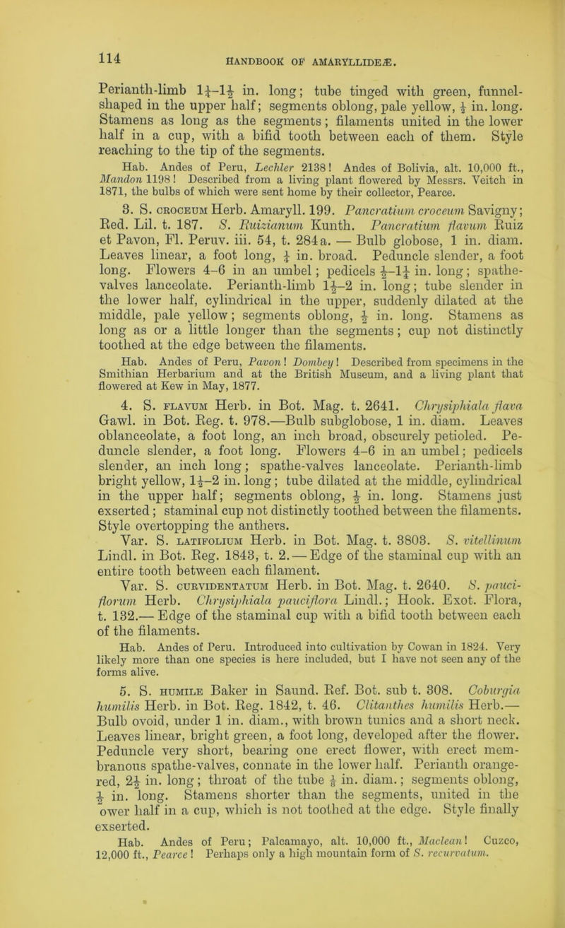 Perianth-limb l^-l^ in. long; tube tinged with green, funnel- shaped in the upper half; segments oblong, pale yellow, \ in. long. Stamens as long as the segments; filaments united in the lower half in a cup, with a bifid tooth between each of them. Style reaching to the tip of the segments. Hab. Andes of Peru, Lechler 2138! Andes of Bolivia, alt. 10,000 ft., Mandon 1198! Described from a living plant flowered by Messrs. Veitch in 1871, the bulbs of which were sent home by their collector, Pearce. 3. S. croceum Herb. Amaryll. 199. Pancratium croceum Savigny; Red. Lil. t. 187. S. Ruizianum Kunth. Pancratium fiavum Ruiz et Pavon, FI. Peruv. iii. 54, t. 284 a. — Bulb globose, 1 in. diam. Leaves linear, a foot long, £ in. broad. Peduncle slender, a foot long. Flowers 4-6 in an umbel; pedicels in. long ; spatlie- valves lanceolate. Periantli-limb 1^-2 in. long; tube slender in the lower half, cylindrical in the upper, suddenly dilated at the middle, pale yellow; segments oblong, \ in. long. Stamens as long as or a little longer than the segments; cup not distinctly toothed at the edge between the filaments. Hab. Andes of Peru, Pavon l Dombeyl Described from specimens in the Smithian Herbarium and at the British Museum, and a living plant that flowered at Kew in May, 1877. 4. S. flavum Herb, in Bot. Mag. t. 2641. Chrysiphiala flava Gawl. in Bot. Reg. t. 978.—Bulb subglobose, 1 in. diam. Leaves oblanceolate, a foot long, an inch broad, obscurely petioled. Pe- duncle slender, a foot long. Flowers 4-6 in an umbel; pedicels slender, an inch long; spathe-valves lanceolate. Perianth-limb bright yellow, l£-2 in. long; tube dilated at the middle, cylindrical in the upper half; segments oblong, \ in. long. Stamens just exserted ; staminal cup not distinctly toothed between the filaments. Style overtopping the anthers. Var. S. latifolium Herb, in Bot. Mag. t. 3803. S. vitellinum Lindl. in Bot. Reg. 1843, t. 2. — Edge of the staminal cup with an entire tooth between each filament. Var. S. curvidentatum Herb, in Bot. Mag. t. 2640. S. pauci- fiorum Herb. Chrysiphiala pauciflora Lindl.; Hook. Exot. Flora, t. 132.— Edge of the staminal cup with a bifid tooth between each of the filaments. Hab. Andes of Peru. Introduced into cultivation by Cowan in 1824. Very likely more than one species is here included, but I have not seen any of the forms alive. 5. S. humile Baker in Saund. Ref. Bot. sub t. 308. Coburgia humilis Herb, in Bot. Reg. 1842, t. 46. Clitantlies humilis Herb.— Bulb ovoid, under 1 in. diam., with brown tunics and a short neck. Leaves linear, bright green, a foot long, developed after the flower. Peduncle very short, bearing one erect flower, with erect mem- branous spathe-valves, connate in the lower half. Perianth orange- red, 2£ in. long; throat of the tube £ in. diam.; segments oblong, i in. long. Stamens shorter than the segments, united in the ower half in a cup, which is not toothed at the edge. Style finally exserted. Hab. Andes of Peru; Palcamayo, alt. 10,000 ft., Macleanl Cuzco, 12,000 ft., Pearce ! Perhaps only a high mountain form of S. recurvatum.
