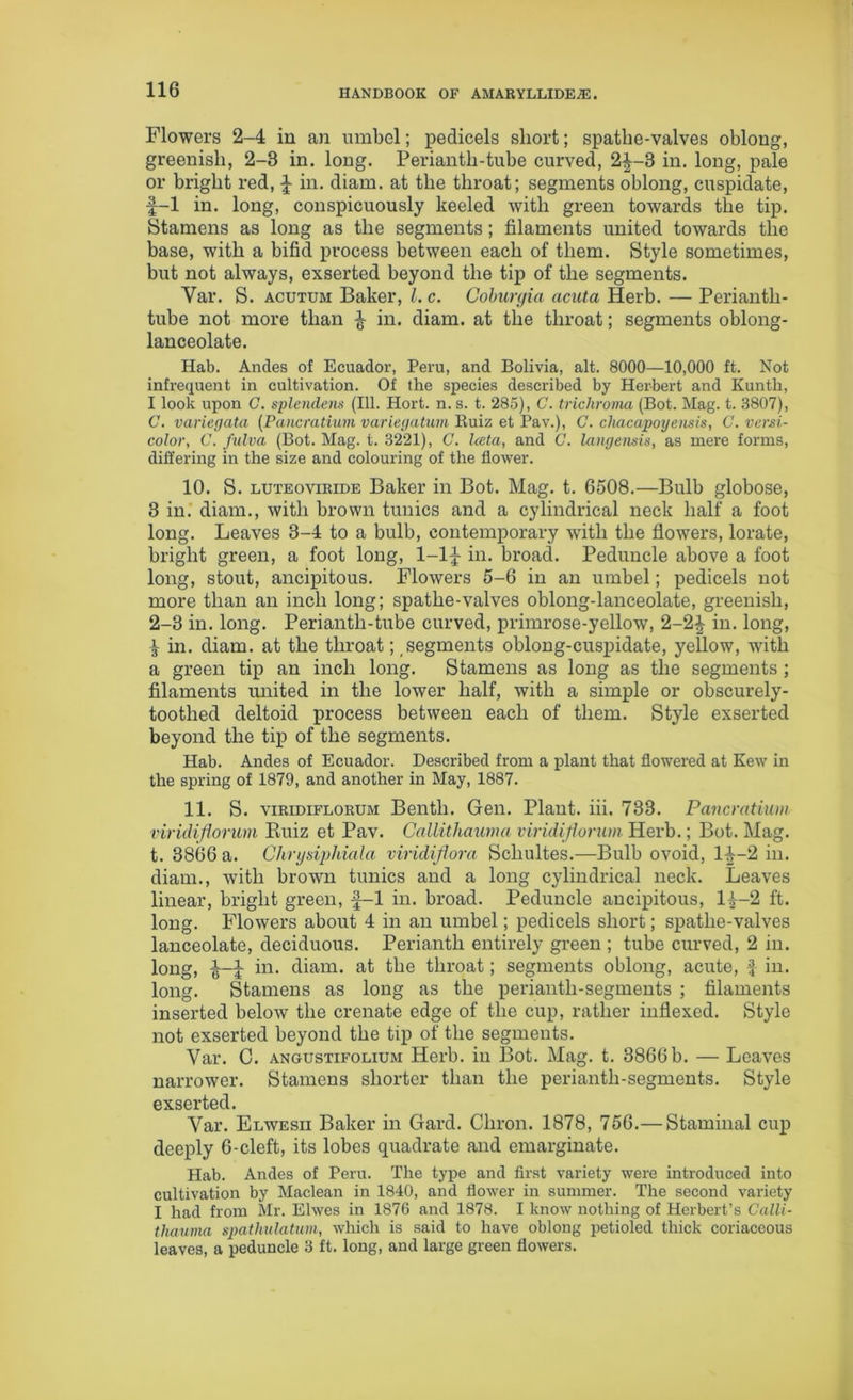 Flowers 2-4 in an umbel; pedicels short; spatlie-valves oblong, greenish, 2-3 in. long. Perianth-tube curved, 2^-3 in. long, pale or bright red, f in. diam. at the throat; segments oblong, cuspidate, f-1 in. long, conspicuously keeled with green towards the tip. Stamens as long as the segments; filaments united towards the base, with a bifid process between each of them. Style sometimes, but not always, exserted beyond the tip of the segments. Var. S. acutum Baker, l. c. Coburyia acuta Herb. — Periantli- tube not more than £ in. diam. at the throat; segments oblong- lanceolate. Hab. Andes of Ecuador, Peru, and Bolivia, alt. 8000—10,000 ft. Not infrequent in cultivation. Of the species described by Herbert and Kunth, I look upon G. splendens (111. Hort. n. s. t. 285), C. trichroma (Bot. Mag. t. 3807), C. variegata (Pancratium variegatum Buiz et Pav.), C. cliacapoyeusis, C. versi- color, C. fulva (Bot. Mag. t. 3221), C. Iceta, and C. langemis, as mere forms, differing in the size and colouring of the flower. 10. S. luteoviride Baker in Bot. Mag. t. 6508.—Bulb globose, 3 in. diam., with brown tunics and a cylindrical neck half a foot long. Leaves 3-4 to a bulb, contemporary with the flowers, lorate, bright green, a foot long, 1-lf in. broad. Peduncle above a foot long, stout, ancipitous. Flowers 5-6 in an umbel; pedicels not more than an inch long; spathe-valves oblong-lanceolate, greenish, 2-3 in. long. Perianth-tube curved, primrose-yellow, 2-2^ in. long, ^ in. diam. at the throat; segments oblong-cuspidate, yellow, with a green tip an inch long. Stamens as long as the segments; filaments united in the lower half, with a simple or obscurely- toothed deltoid process between each of them. Style exserted beyond the tip of the segments. Hab. Andes of Ecuador. Described from a plant that flowered at Kew in the spring of 1879, and another in May, 1887. 11. S. viridiflorum Bentli. Gen. Plant, iii. 733. Pancratium viridiflorum Buiz et Pav. Callitliauma viridiflorum Herb.; Bot. Mag. t. 3866 a. Chrysiphiala viridiflora Schultes.—Bulb ovoid, 1^-2 in. diam., with brown tunics and a long cylindrical neck. Leaves linear, bright green, f-1 in. broad. Peduncle ancipitous, 14-2 ft. long. Flowers about 4 in an umbel; pedicels short; spatlie-valves lanceolate, deciduous. Perianth entirely green ; tube curved, 2 in. long, t3~4 hi. diam. at the throat; segments oblong, acute, f in. long. Stamens as long as the perianth-segments ; filaments inserted below the crenate edge of the cup, rather indexed. Style not exserted beyond the tip of the segments. Var. C. angustifolium Herb, in Bot. Mag. t. 3866 b. — Leaves narrower. Stamens shorter than the perianth-segments. Style exserted. Var. Elwesii Baker in Gard. Chron. 1878, 756.— Staminal cup deeply 6-cleft, its lobes quadrate and emarginate. Hab. Andes of Peru. The type and first variety were introduced into cultivation by Maclean in 1840, and flower in summer. The second variety I had from Mr. Elwes in 1876 and 1878. I know nothing of Herbert’s Calli- thauma spathulatum, which is said to have oblong petioled thick coriaceous leaves, a peduncle 3 ft. long, and large green flowers.