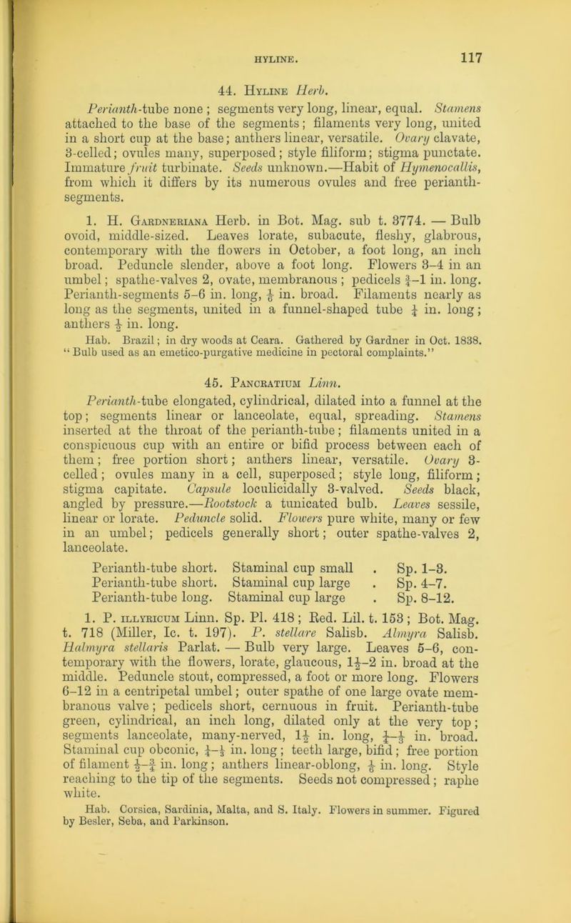 44. Hyline Herb. Perianth-tube none ; segments very long, linear, equal. Stamens attached to the base of the segments; filaments very long, united in a short cup at the base; anthers linear, versatile. Ovary clavate, 8-celled; ovules many, superposed; style filiform; stigma punctate. Immature fruit turbinate. Seeds unknown.—Habit of Hymenocallis, from which it differs by its numerous ovules and free perianth- segments. 1. H. Gardneriana Herb, in Bot. Mag. sub t. 3774. — Bulb ovoid, middle-sized. Leaves lorate, subacute, fleshy, glabrous, contemporary with the flowers in October, a foot long, an inch broad. Peduncle slender, above a foot long. Flowers 3-4 in an umbel; spathe-valves 2, ovate, membranous ; pedicels J-l in. long. Perianth-segments 5-6 in. long, £ in. broad. Filaments nearly as long as the segments, united in a funnel-shaped tube £ in. long; anthers in. long. Hab. Brazil; in dry woods at Ceara. Gathered by Gardner in Oct. 1838. “ Bulb used as an emetico-purgative medicine in pectoral complaints.” 45. Pancratium Linn. Perianth-tube elongated, cylindrical, dilated into a funnel at the top; segments linear or lanceolate, equal, spreading. Stamens inserted at the throat of the perianth-tube; filaments united in a conspicuous cup with an entire or bifid process between each of them; free portion short; anthers linear, versatile. Ovary 3- celled; ovules many in a cell, superposed; style long, filiform; stigma capitate. Capsule loculicidally 3-valved. Seeds black, angled by pressure.—Rootstock a tunicated bulb. Leaves sessile, linear or lorate. Peduncle solid. Flowers pure white, many or few in an umbel; pedicels generally short; outer spathe-valves 2, lanceolate. Perianth-tube short. Staminal cup small . Sp. 1-3. Perianth-tube short. Staminal cup large . Sp. 4-7. Perianth-tube long. Staminal cup large . Sp. 8-12. 1. P. illyricum Linn. Sp. PI. 418 ; Bed. Lil. t. 153 ; Bot. Mag. t. 718 (Miller, Ic. t. 197). P. stellare Salisb. Almyra Salisb. Iialmyra stellans Parlat. — Bulb very large. Leaves 5-6, con- temporary with the flowers, lorate, glaucous, 1^-2 in. broad at the middle. Peduncle stout, compressed, a foot or more long. Flowers 6-12 in a centripetal umbel; outer spathe of one large ovate mem- branous valve; pedicels short, cernuous in fruit. Perianth-tube green, cylindrical, an inch long, dilated only at the very top; segments lanceolate, many-nerved, 1^ in. long, in. broad. Staminal cup obconic, 1-^ in. long ; teeth large, bifid ; free portion of filament £-f in. long; anthers linear-oblong, £ in. long. Style reaching to the tip of the segments. Seeds not compressed; raphe white. Hab. Corsica, Sardinia, Malta, and S. Italy. Blowers in summer. Figured by Besler, Seba, and Parkinson.