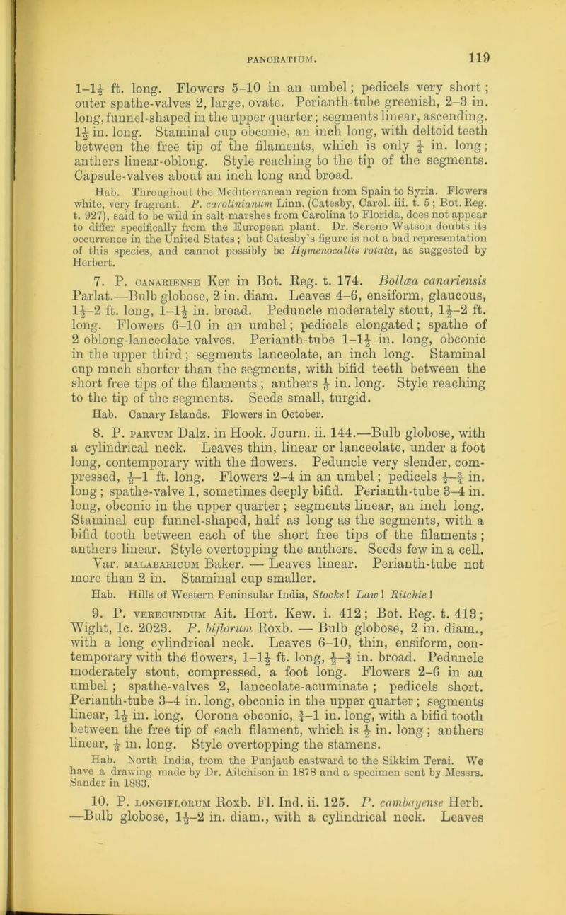 1-H ft. long. Flowers 5-10 in an umbel; pedicels very short; outer spatbe-valves 2, large, ovate. Perianth-tube greenish, 2-3 in. long, funnel-shaped in the upper quarter; segments linear, ascending. 1^-in. long. Staminal cup obconie, an inch long, with deltoid teeth between the free tip of the filaments, which is only £ in. long; anthers linear-oblong. Style reaching to the tip of the segments. Capsule-valves about an inch long and broad. Hab. Throughout the Mediterranean region from Spain to Syria. Flowers white, very fragrant. P. carolinianum Linn. (Catesby, Carol, iii. t. 5 ; Bot. Reg. t. 927), said to be wild in salt-marshes from Carolina to Florida, does not appear to differ specifically from the European plant. Dr. Sereno Watson doubts its occurrence in the United States ; but Catesby’s figure is not a bad representation of this species, and cannot possibly be Hymenocallis rotata, as suggested by Herbert. 7. P. canariense Ker in Bot. Reg. t. 174. Bolloca canariensis Parlat.—Bulb globose, 2 in. diam. Leaves 4-6, ensiform, glaucous, 1^-2 ft. long, 1-1-| in. broad. Peduncle moderately stout, 1^-2 ft. long. Flowers 6-10 in an umbel; pedicels elongated; spathe of 2 oblong-lanceolate valves. Perianth-tube 1-1^ in. long, obconic in the upper third; segments lanceolate, an inch long. Staminal cup much shorter than the segments, with bifid teeth between the short free tips of the filaments ; anthers £ in. long. Style reaching to the tip of the segments. Seeds small, turgid. Hab. Canary Islands. Flowers in October. 8. P. parvum Dalz. in Hook. Journ. ii. 144.—Bulb globose, with a cylindrical neck. Leaves thin, linear or lanceolate, under a foot long, contemporary with the flowers. Peduncle very slender, com- pressed, ^-1 ft. long. Flowers 2-4 in an umbel; pedicels in. long ; spatlie-valve 1, sometimes deeply bifid. Periantli-tube 3-4 in. long, obconic in the upper quarter; segments linear, an inch long. Staminal cup funnel-shaped, half as long as the segments, with a bifid tooth between each of the short free tips of the filaments ; anthers linear. Style overtopping the anthers. Seeds few in a cell. Yar. malabaricum Baker. — Leaves linear. Perianth-tube not more than 2 in. Staminal cup smaller. Hab. Hills of Western Peninsular India, Stocks! Laiv 1 Ritchie ! 9. P. verecundum Ait. Hort. Kew. i. 412; Bot. Reg. t. 413; Wight, Ic. 2023. P. biflorum Roxb. — Bulb globose, 2 in. diam., with a long cylindrical neck. Leaves 6-10, thin, ensiform, con- temporary with the flowers, 1-1^ ft. long, in. broad. Peduncle moderately stout, compressed, a foot long. Flowers 2-6 in an umbel ; spathe-valves 2, lanceolate-acuminate ; pedicels short. Periantli-tube 3-4 in. long, obconic in the upper quarter ; segments linear, 1^- in. long. Corona obconic, f-1 in. long, with a bifid tooth between the free tip of each filament, which is £ in. long ; anthers linear, in. long. Style overtopping the stamens. Hab. North India, from the Punjaub eastward to the Sikkim Terai. We have a drawing made by Dr. Aitchison in 1878 and a specimen sent by Messrs. Sander in 1883. 10. P. longiflorum Roxb. FI. Ind. ii. 125. P. cambaycnse Herb. —Bulb globose, 1^-2 in. diam., with a cylindrical neck. Leaves
