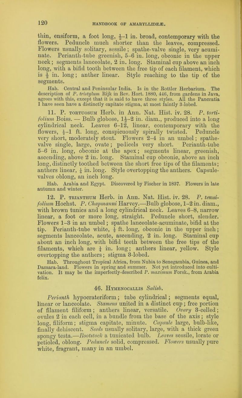 thin, ensiforra, a foot long, ^-1 in. broad, contemporary with the flowers. Peduncle much shorter than the leaves, compressed. Flowers usually solitary, sessile ; spathe-valve single, very acumi- nate. Periantli-tube greenish, 5-6 in. long, obconic in the upper neck ; segments lanceolate, 2 in. long. Staminal cup above an inch long, with a bifid tooth between the free tip of each filament, which is in. long; anther linear. Style reaching to the tip of the segments. Hat>. Central and Peninsular India. Is in the Bottler Herbarium. The description of P. tristylum Eijk in Bev. Hort. 1880, 446, from gardens in Java, agrees with this, except that it is said to have three styles. All the Pancratia I have seen have a distinctly capitate stigma, at most faintly 3-lobed. 11. P. tortuosum Herb, in Ann. Nat. Hist. iv. 28. P. torti- folium Boiss. — Bulb globose, lf-2 in. diam., produced into a long cylindrical neck. Leaves 6-12, linear, contemporary with the flowers, 4-1 ft. long, conspicuously spirally twisted. Peduncle very short, moderately stout. Flowers 2-4 in an umbel; spathe- valve single, large, ovate; pedicels very short. Perianth-tube 5-6 in. long, obconic at the apex; segments linear, greenish, ascending, above 2 in. long. Staminal cup obconic, above an inch long, distinctly toothed between the short free tips of the filaments; anthers linear, £ in. long. Style overtopping the anthers. Capsule- valves oblong, an inch long. Hab. Arabia and Egypt. Discovered by Fischer in 1837. Flowers in late autumn and winter. 12. P. trianthum Herb, in Ann. Nat. Hist. iv. 28. P. tenui- folium Hoclist. P. Chapmanni Harvey.—Bulb globose, 1-2 in. diam., with brown tunics and a long cylindrical neck. Leaves 6-8, narrow linear, a foot or more long, straight. Peduncle short, slender. Flowers 1-8 in an umbel; spatlie lanceolate-acuminate, bifid at the tip. Perianth-tube white, | ft. long, obconic in the upper inch; segments lanceolate, acute, ascending, 2 in. long. Staminal cup about an inch long, with bifid teeth between the free tips of the filaments, which are £ in. long; anthers linear, yellow. Style overtopping the anthers ; stigma 3-lobed. Hab. Throughout Tropical Africa, from Nubia to Senegambia, Guinea, and Damara-land. Flowers in spring and summer. Not yet introduced into culti- vation. It may be the imperfectly-described P. maximum Forsk., from Arabia felix. 46. Hymenocallis Salisb. Perianth liypocrateriform; tube cylindrical; segments equal, linear or lanceolate. Stamens united in a distinct cup; free portion of filament filiform ; anthers linear, versatile. Ovary 3-celled; ovules 2 in each cell, in a bundle from the base of the axis; style long, filiform; stigma capitate, minute. Capsule large, bulb-like, finally dehiscent. Seeds usually solitary, large, with a thick green spongy testa.—Rootstock a tunicated bulb. Leaves sessile, lorate or petioled, oblong. Peduncle solid, compressed. Flowers usually pure white, fragrant, many in an umbel.