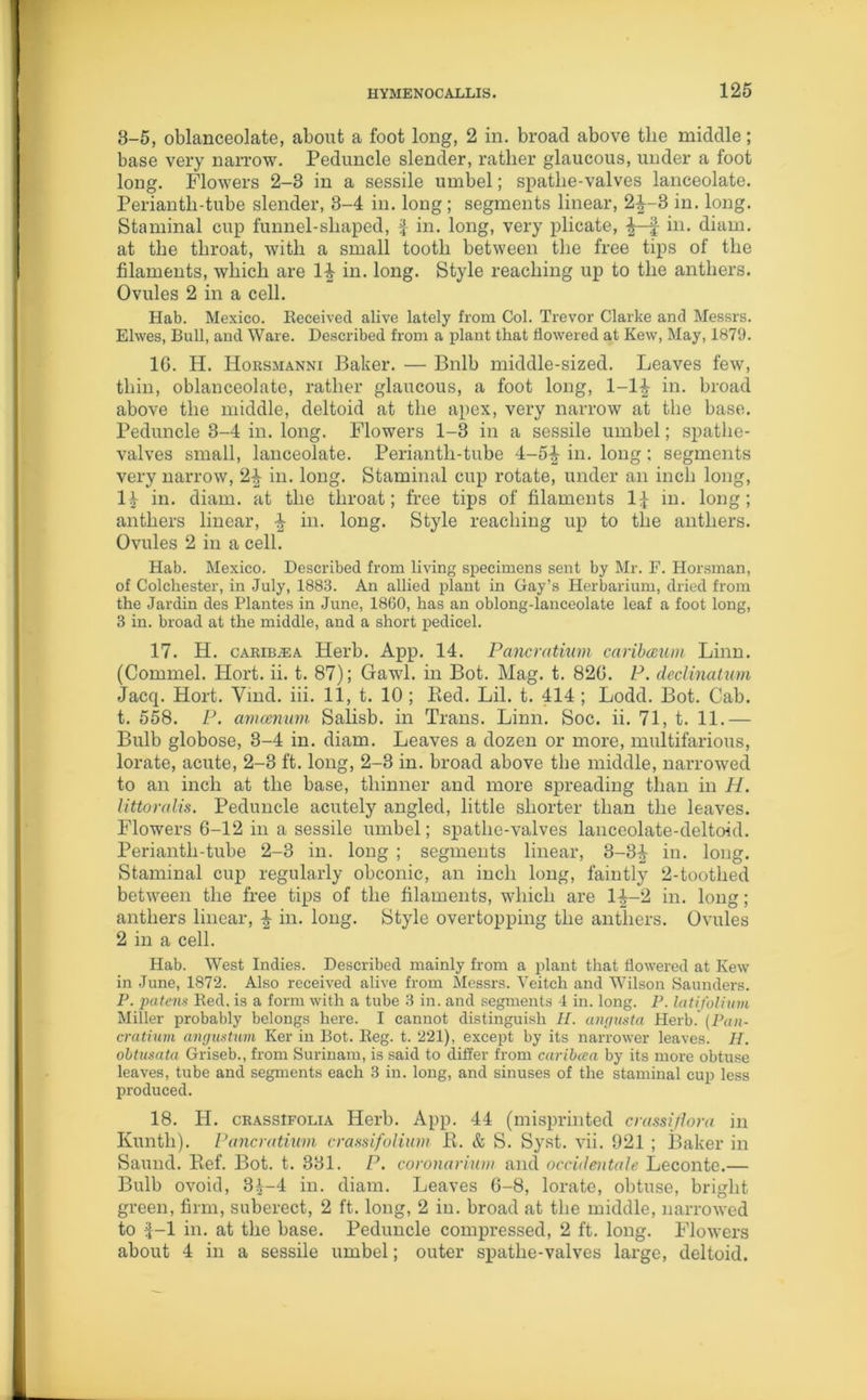 3-5, oblanceolate, about a foot long, 2 in. broad above tlie middle; base very narrow. Peduncle slender, rather glaucous, under a foot long. Flowers 2-3 in a sessile umbel; spatlie-valves lanceolate. Perianth-tube slender, 3-4 in. long; segments linear, 2^-3 in. long. Staminal cup funnel-shaped, f in. long, very plicate, J in. diam. at the throat, with a small tooth between the free tips of the filaments, which are 14- in. long. Style reaching up to the anthers. Ovules 2 in a cell. Hab. Mexico. Received alive lately from Col. Trevor Clarke and Messrs. Elwes, Bull, and Ware. Described from a plant that dowered at Kew, May, 1879. 1G. H. Horsmanni Baker. — Bnlb middle-sized. Leaves few, thin, oblanceolate, rather glaucous, a foot long, 1-1^ in. broad above the middle, deltoid at the apex, very narrow at the base. Peduncle 3-4 in. long. Flowers 1-3 in a sessile umbel; spatlie- valves small, lanceolate. Perianth-tube 4-5-4 in. long; segments very narrow, 2£ in. long. Staminal cup rotate, under an inch long, 1| in. diam. at the throat; free tips of filaments 1^ in. long; anthers linear, in. long. Style reaching up to the anthers. Ovules 2 in a cell. Hab. Mexico. Described from living specimens sent by Mr. F. Horsman, of Colchester, in July, 1883. An allied plant in Gay’s Herbarium, dried from the Jardin des Plantes in June, 1860, has an oblong-lanceolate leaf a foot long, 3 in. broad at the middle, and a short pedicel. 17. H. cARiBiEA Herb. App. 14. Pancratium earibmim Linn. (Commel. Hort. ii. t. 87); Gawl. in Bot. Mag. t. 82G. P. declinatum Jacq. Hort. Yind. iii. 11, t. 10; Red. Lil. t. 414 ; Lodd. Bot. Cab. t. 558. P. amcenum Salisb. in Trans. Linn. Soc. ii. 71, t. 11.— Bulb globose, 3-4 in. diam. Leaves a dozen or more, multifarious, lorate, acute, 2-3 ft. long, 2-3 in. broad above the middle, narrowed to an inch at the base, thinner and more spreading than in H. littoralis. Peduncle acutely angled, little shorter than the leaves. Flowers 6-12 in a sessile umbel; spatlie-valves lanceolate-deltoid. Perianth-tube 2-3 in. long ; segments linear, 3-3£ in. long. Staminal cup regularly obconic, an inch long, faintly 2-toothed between the free tips of the filaments, which are 1^-2 in. long; anthers linear, ^ in. long. Style overtopping the anthers. Ovules 2 in a cell. Hab. West Indies. Described mainly from a plant that flowered at Kew in June, 1872. Also received alive from Messrs. Veitch and Wilson Saunders. P. patens Red. is a form with a tube 3 in. and segments 4 in. long. P. latifolium Miller probably belongs here. I cannot distinguish H. angusta Herb/ (Pan- cratium angustum Ker in Bot. Reg. t. 221), except by its narrower leaves. II. obtusata Griseb., from Surinam, is said to differ from caribcea by its more obtuse leaves, tube and segments each 3 in. long, and sinuses of the staminal cup less produced. 18. H. crassifolia Herb. App. 44 (misprinted crassiflora in Kunth). Pancratium crass ifolium R. & S. Syst. vii. 921 ; Baker in Saund. Ref. Bot. t. 331. P. coronarium and occidentals Leconte.— Bulb ovoid, 3^-4 in. diam. Leaves 6-8, lorate, obtuse, bright green, firm, suberect, 2 ft. long, 2 in. broad at the middle, narrowed to f-1 in. at the base. Peduncle compressed, 2 ft. long. Flowers about 4 in a sessile umbel; outer spatlie-valves large, deltoid.