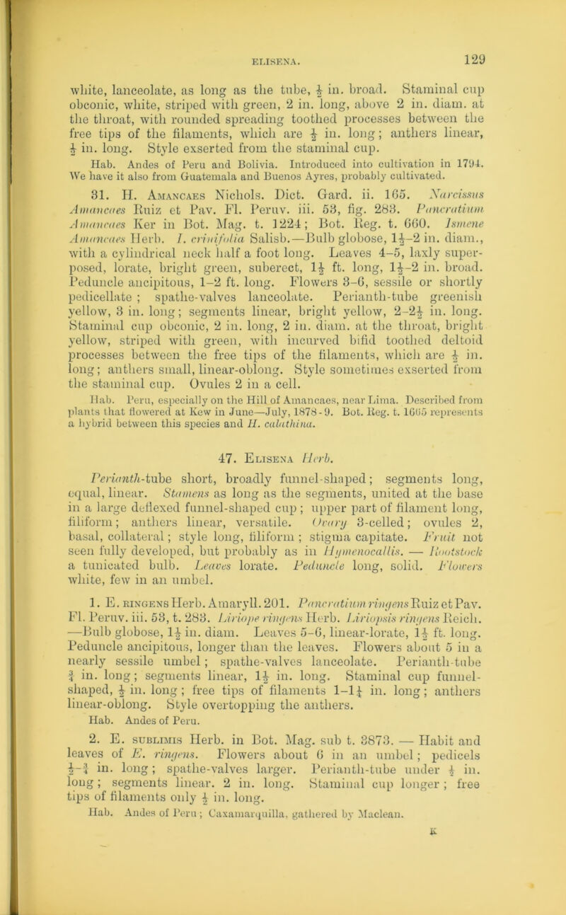 white, lanceolate, as long as the tube, 4 in. broad. Staminal cup obconic, white, striped with green, 2 in. long, above 2 in. diam. at the throat, with rounded spreading toothed processes between the free tips of the filaments, which are ^ in. long; anthers linear, 4 in. long. Style exserted from the staminal cup. Hab. Ancles of Peru and Bolivia. Introduced into cultivation in 1794. We have it also from Guatemala and Buenos Ayres, probably cultivated. 31. H. Amancaes Nichols. Diet. Gard. ii. 1G5. Xarcissus Amancaes Ruiz et Pav. FI. Peruv. iii. 53, fig. 283. Pancratium Amancaes Ker in Dot. Mag. t. 1224; Bot. Reg. t. GGO. lsmene Amancaes Herb. Z. enni folia Salisb.—Bulb globose, 1^-2 in. diam., with a cylindrical neck half a foot long. Leaves 4-5, laxly super- posed, lorate, bright green, subercct, 1^ ft. long, 1^-2 in. broad. Peduncle ancipitous, 1-2 ft. long. Flowers 3-G, sessile or shortly pedicellate ; spatlie-valves lanceolate. Perianth-tube greenish yellow, 3 in. long; segments linear, bright yellow, 2-2£ in. long. Staminal cup obconic, 2 in. long, 2 in. diam. at the throat, bright yellow, striped with green, with incurved bifid toothed deltoid processes between the free tips of the filaments, which are $ in. long; anthers small, linear-oblong. Style sometimes exserted from the staminal cup. Ovules 2 in a cell. Hab. Peru, especially on the Hill of Amancaes, near Lima. Described from plants that flowered at Kew in June—July, 1878-9. Bot. lieg. t. 1605 represents a hybrid between this species and 11. calathina. 47. Elisena Herb. Perianth-tube short, broadly funnel-shaped; segments long, equal, linear. Stamens as long as the segments, united at the base in a large deflexed funnel-shaped cup ; upper part of filament long, filiform; anthers linear, versatile. Ovary 3-celled; ovules 2, basal, collateral; style long, filiform ; stigma capitate. Fruit not seen fully developed, but probably as in Hymenocallis. — Rootstock a tunicated bulb. Leaves lorate. Peduncle long, solid. Flowers white, few in an umbel. 1. E. ringens Herb. Amaryll. 201. Pancratium rinyensRuiz et Pav. FI. 1 hruv. iii. 53, t. 283. Liriope rinyens Herb. Liriupsis rinyens Reich. —Bulb globose, l^in. diam. Leaves 5-G, linear-lorate, 14 ft. long. Peduncle ancipitous, longer than the leaves. Flowers about 5 in a nearly sessile umbel; spathe-valves lanceolate. Perianth-tube i in. long; segments linear, 14 in. long. Staminal cup funnel- shaped, £ in. long; free tips of filaments 1-1.f in. long; anthers linear-oblong. Style overtopping the anthers. Hab. Andes of Peru. 2. E. sublimis Herb, in Bot. Mag. sub t. 3873. — Habit and leaves of E. rinyens. Flowers about G in an umbel; pedicels 4-J hi- long 5 spathe-valves larger. Perianth-tube under 4 in. long ; segments linear. 2 in. long. Staminal cup longer ; free tips of filaments only 4 in. long. llab. Andes of Peru; Caxamarquilla, gathered by Maclean.
