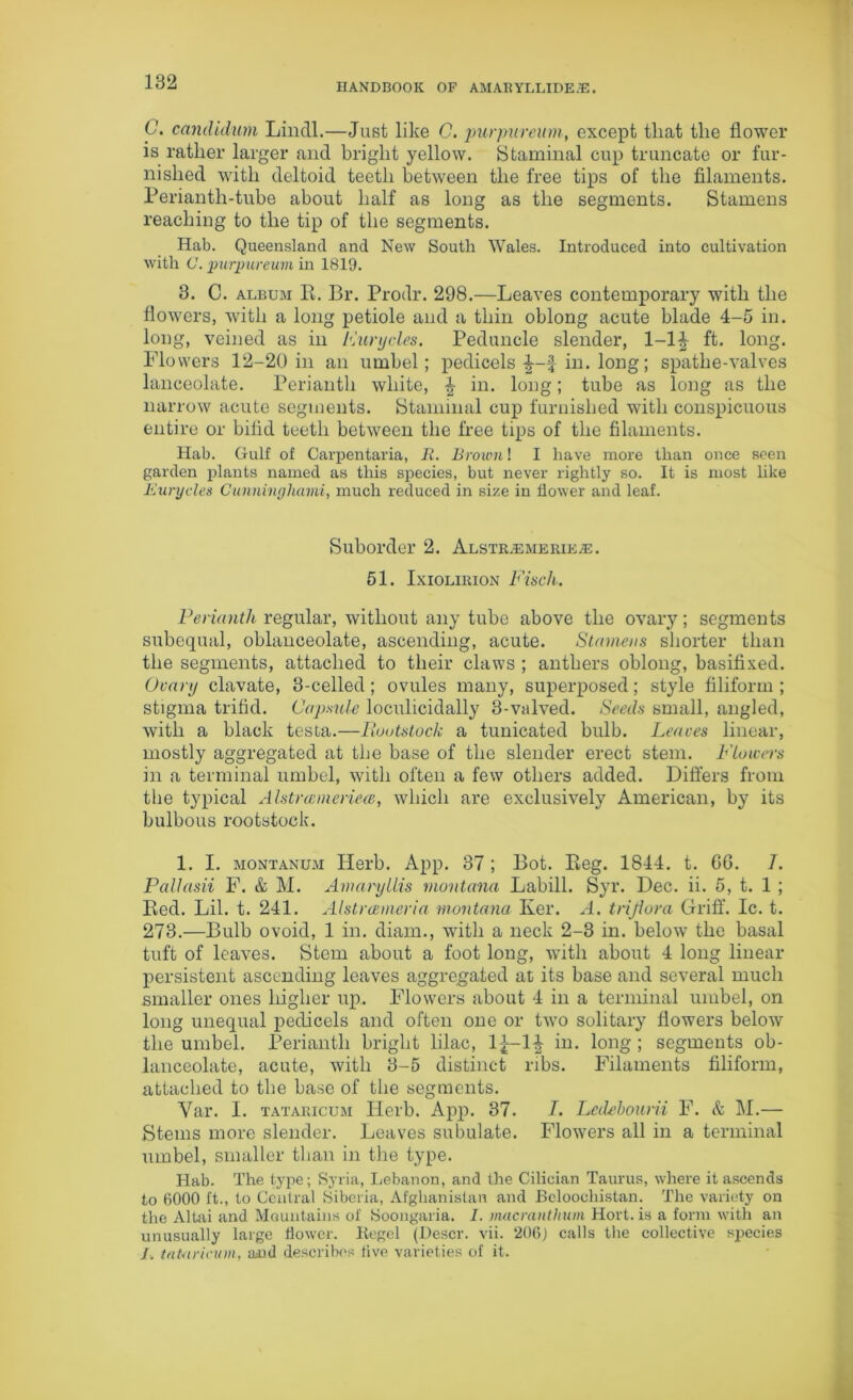 HANDBOOK OP AMARYLLIDE.E. C. canilidum Lindl.—Just like C. purpureum, except that the flower is rather larger and bright yellow. Staminal cup truncate or fur- nished with deltoid teeth between the free tips of the filaments. Perianth-tube about half as long as the segments. Stamens reaching to the tip of the segments. Hab. Queensland and New South Wales. Introduced into cultivation with C. purpureum in 1819. 3. C. album It. Br. Prodr. 298.—Leaves contemporary with the flowers, with a long petiole and a thin oblong acute blade 4-5 in. long, veined as in Furycles. Peduncle slender, 1-1£ ft. long. Flowers 12-20 in an umbel; pedicels f in. long; spathe-valves lanceolate. Perianth white, £ in. long; tube as long as the narrow acute segments. Staminal cup furnished with conspicuous entire or bifid teeth between the free tips of the filaments. Hab. Gulf of Carpentaria, B. Brovm! I have more than once seen garden plants named as this species, but never rightly so. It is most like Eurycles Cunninghami, much reduced in size in flower and leaf. Suborder 2. Alstr.emerie^e. 51. Ixiolirion Finch. Perianth regular, without any tube above the ovary; segments subequal, oblanceolate, ascending, acute. Stamens shorter than the segments, attached to their claws ; anthers oblong, basifixed. Ovary clavate, 3-celled; ovules many, superposed; style filiform; stigma trifid. Capsule loculieidally 3-valved. Seeds small, angled, with a black testa.—Rootstock a tunicated bulb. Leaves linear, mostly aggregated at the base of the slender erect stem. Flowers in a terminal umbel, with often a few others added. Differs from the typical Alstrcemeriece, which are exclusively American, by its bulbous rootstock. 1. I. montanum Herb. App. 37; Bot. Beg. 1844. t. G6. 7. Pallasii F. & M. Amaryllis montana Labill. Syr. Dec. ii. 5, t. 1 ; Red. Lil. t. 241. Alstrcemeria Montana Iver. A. trijiura Griff. Ic. t. 273.—Bulb ovoid, 1 in. diam., with a neck 2-3 in. below the basal tuft of leaves. Stem about a foot long, with about 4 long linear persistent ascending leaves aggregated at its base and several much smaller ones higher up. Flowers about 4 in a terminal umbel, on long unequal pedicels and often one or two solitary flowers below the umbel. Perianth bright lilac, 1^—1^ in. long ; segments ob- lanceolate, acute, with 3-5 distinct ribs. Filaments filiform, attached to the base of the segments. Var. I. tataricum Herb. App. 37. 7. Lcdebouni F. & M.— Stems more slender. Leaves subulate. Flowers all in a terminal umbel, smaller than in the type. Hab. The type; Syria, Lebanon, and the Cilician Taurus, where it ascends to 6000 ft., to Central Siberia, Afghanistan and Beloochistan. The variety on the Altai and Mountains of Soongaria. I. tnacranthum Hort. is a form with an unusually large flower. Kegel (Descr. vii. 206) calls the collective species /. tataricum, and describes live varieties of it.