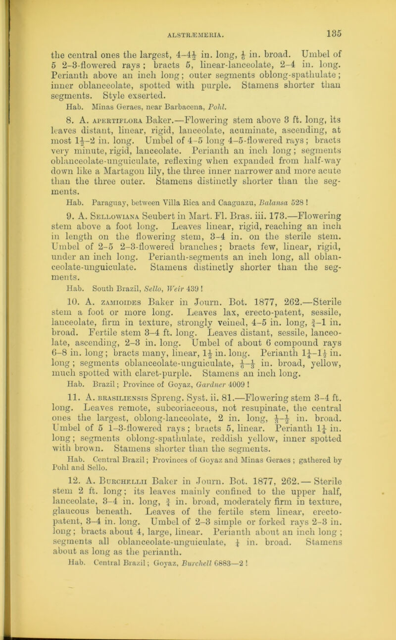 the central ones the largest, 4-4£ in. long, £ in. broad. Umbel of 5 2-3-flowered rays ; bracts 5, linear-lanceolate, 2-4 in. long. Perianth above an inch long; outer segments oblong-spathulate; inner oblanceolate, spotted with purple. Stamens shorter than segments. Style exserted. Hab. Minas Geraes, near Barbacena, Pohl. 8. A. apertiflora Baker.—Flowering stem above 3 ft. long, its leaves distant, linear, rigid, lanceolate, acuminate, ascending, at most 1^-2 in. long. Umbel of 4-5 long 4-5-flowered rays; bracts very minute, rigid, lanceolate. Perianth an inch long; segments oblanceolate-unguiculate, reflexing when expanded from half-way down like a Martagon lily, the three inner narrower and more acute than the three outer. Stamens distinctly shorter than the seg- ments. Hab. Paraguay, between Villa Rica and Caaguazu, Balansa 528 ! 9. A. Sellowiana Seubert in Mart. FI. Bras. iii. 173.—Flowering stem above a foot long. Leaves linear, rigid, reaching an inch in length on the flowering stem, 3-4 in. on the sterile stem. Umbel of 2-5 2-3-flowered branches; bracts few, linear, rigid, under an inch long. Perianth-segments an inch long, all oblan- ceolate-unguiculate. Stameus distinctly shorter than the seg- ments. Hab. South Brazil, Sello, Weir -139 ! 10. A. zamioides Baker in Journ. Bot. 1877, 2G2.—Sterile stem a foot or more long. Leaves lax, erecto-patent, sessile, lanceolate, firm in texture, strongly veined, 4-5 in. long, f-1 in. broad. Fertile stem 3-4 ft. long. Leaves distant, sessile, lanceo- late, ascending, 2-3 in. long. Umbel of about 6 compound rays G-8 in. long; bracts many, linear, 1^ in. long. Perianth 1^-14 in. long ; segments oblanceolate-unguiculate, ^ in. broad, yellow, much spotted with claret-purple. Stamens an inch long. Hab. Brazil; Province of Goyaz, Gardner 4009 ! 11. A. brasiliensis Spreng. Syst. ii. 81.—Flowering stem 3-4 ft. long. Leaves remote, subcoriaceous, not resupinate, the central ones the largest, oblong-lanceolate, 2 in. long, ^ in. broad. Umbel of 5 1-3-flowered rays; bracts 5, linear. Perianth 1J in. long; segments oblong-spatlmlate, reddish yellow, inner spotted with brown. Stamens shorter than the segments. Hab. Central Brazil; Provinces of Goyaz and Minas Geraes ; gathered by Pohl and Sello. 12. A. Burcheleii Baker in Journ. Bot. 1877, 262.— Sterile stem 2 ft. long; its leaves mainly confined to the upper half, lanceolate, 3-4 in. long, £ in. broad, moderately firm in texture, glaucous beneath. Leaves of the fertile stem linear, erecto- patent, 3-4 in. long. Umbel of 2-3 simple or forked rays 2-3 in. long; bracts about 4, large, linear. Perianth about an inch long ; segments all oblanceolate-unguiculate, \ in. broad. Stamens about as long as the perianth. Hab. Central Brazil; Goyaz, Burchell 0883—2 !