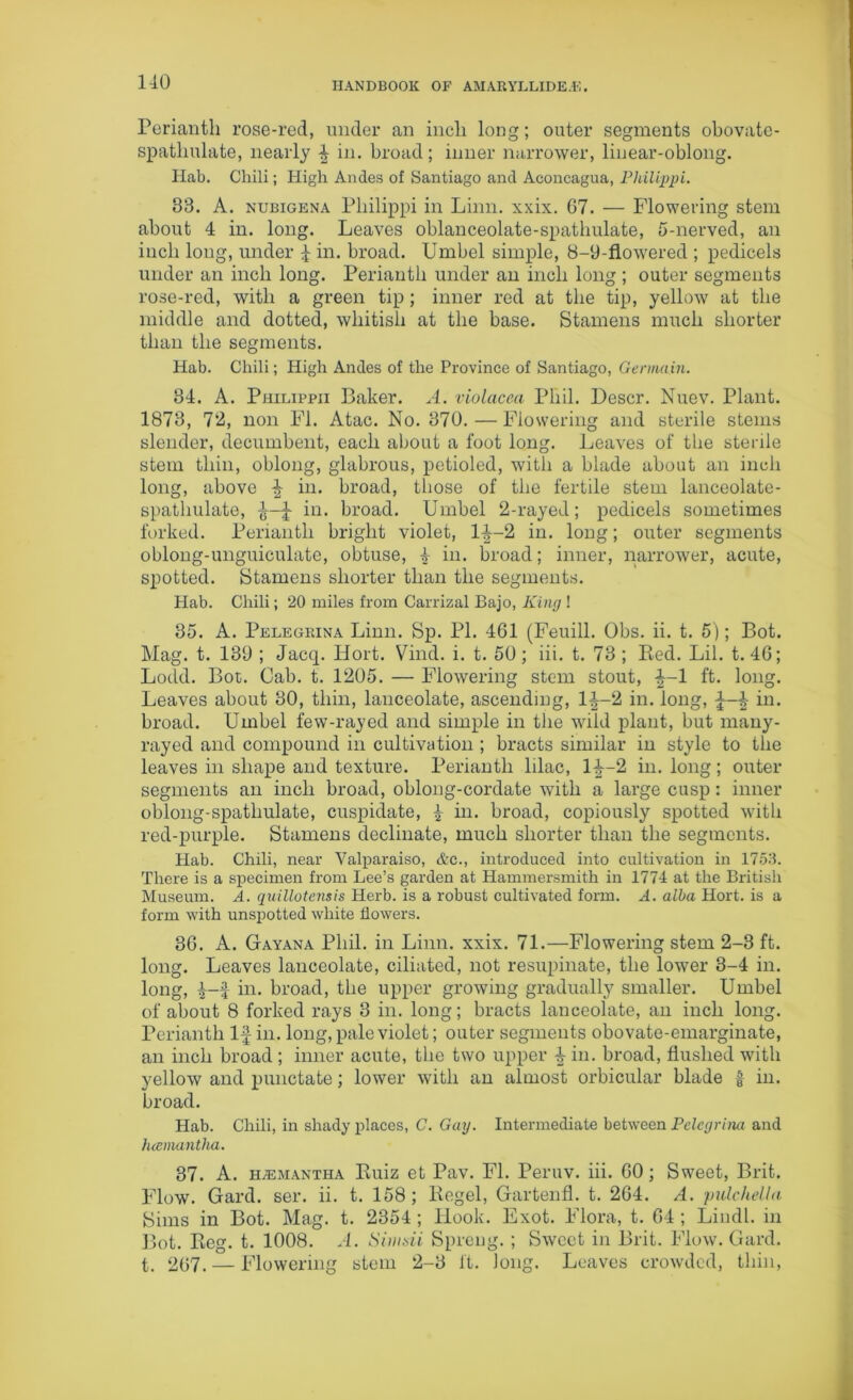 110 Perianth rose-red, under an inch long; outer segments obovate- spatliulate, nearly f in. broad; inner narrower, linear-oblong. Hab. Chili; High Andes of Santiago and Aconcagua, Philippi. 33. A. nubigena Philippi in Linn. xxix. 67. — Flowering stem about 4 in. long. Leaves oblanceolate-spathulate, 5-nerved, an inch long, under £ in. broad. Umbel simple, 8-9-flowered ; pedicels under an inch long. Perianth under an inch long ; outer segments rose-red, with a green tip; inner red at the tip, yellow at the middle and dotted, whitish at the base. Stamens much shorter than the segments. Hab. Chili; High Andes of the Province of Santiago, Germain. 34. A. Philippii Baker. A. violacea Phil. Descr. Nuev. Plant. 1873, 72, non FI. Atac. No. 370. — Flowering and sterile stems slender, decumbent, each about a foot long. Leaves of the sterile stem thin, oblong, glabrous, petioled, with a blade about an inch long, above f in. broad, those of the fertile stem lanceolate- spathulate, f—f in. broad. Umbel 2-rayeJ; pedicels sometimes forked. Perianth bright violet, 1^-2 in. long; outer segments obloug-unguiculate, obtuse, 4 in. broad; inner, narrower, acute, spotted. Stamens shorter than the segments. Hab. Chili; 20 miles from Carrizal Bajo, King ! 35. A. Pelegkina Linn. Sp. PI. 461 (Feuill. Obs. ii. t. 5); Bot. Mag. t. 139 ; Jacq. Hort. Vind. i. t. 50; iii. t. 73 ; Red. Lil. t. 46; Lodd. Bot. Cab. t. 1205. — Flowering stem stout, f-1 ft. long. Leaves about 30, thin, lanceolate, ascending, lf-2 in. long, f—J in. broad. Umbel few-rayed and simple in the wild plant, but many- rayed and compound in cultivation ; bracts similar in style to the leaves in shape and texture. Perianth lilac, 14-2 in. long; outer segments an inch broad, oblong-cordate with a large cusp: inner oblong-spatliulate, cuspidate, 4 in. broad, copiously spotted with red-purple. Stamens decimate, much shorter than the segments. Hab. Chili, near Valparaiso, &c., introduced into cultivation in 1753. There is a specimen from Lee’s garden at Hammersmith in 1774 at the British Museum. A. quillotensis Herb, is a robust cultivated form. A. alba Hort. is a form with unspotted white flowers. 36. A. Gayana Phil, in Linn. xxix. 71.—Flowering stem 2-3 ft. long. Leaves lanceolate, ciliated, not resupinate, the lower 3-4 in. long, f-f in. broad, the upper growing gradually smaller. Umbel of about 8 forked rays 3 in. long; bracts lanceolate, an inch long. Perianth If in. long, pale violet; outer segments obovate-emarginate, an inch broad; inner acute, the two upper f in. broad, flushed with yellow and punctate; lower with an almost orbicular blade | in. broad. Hab. Chili, in shady places, C. Gay. Intermediate between Peleyrina and hannantha. 37. A. h/emantha Ruiz et Pav. FI. Peruv. iii. 60; Sweet, Brit. Flow. Gard. ser. ii. t. 158; Regel, Gartenfl. t. 264. A. pulchella Sims in Bot. Mag. t. 2354; Hook. Exot. Flora, t. 64 ; Liudl. in Bot. Reg. t. 1008. A. Simsii Spreng. ; Sweet in Brit. Flow. Gard. t. 267. — Flowering stem 2-3 ft. long. Leaves crowded, thin,