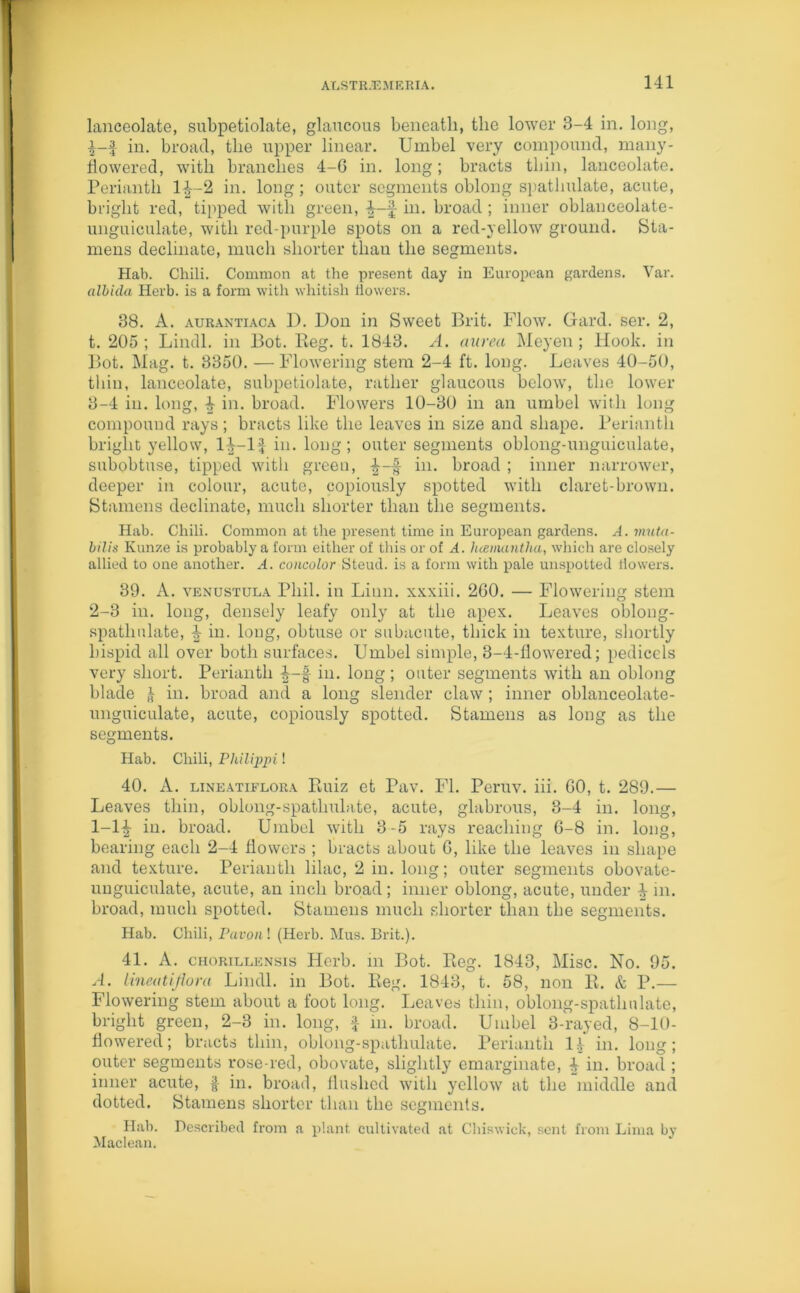 lanceolate, subpetiolate, glaucous beneath, the lower 3-4 in. long, 4-f in. broad, the upper linear. Umbel very compound, many- flowered, with branches 4-6 in. long; bracts thin, lanceolate. Perianth 14—2 in. long; outer segments oblong spathulate, acute, bright red, tipped with green, f in. broad; inner oblanceolate- unguiculate, with red-purple spots on a red-yellow ground. Sta- mens decimate, much shorter than the segments. Hab. Chili. Common at the present day in European gardens. Var. albida Herb, is a form with whitish flowers. 38. A. aurantiaca D. Don in Sweet Brit. Flow. Gard. ser. 2, t. 205; Lindl. in Bot. Reg. t. 1843. A. anrea Meyen; Hook, in Bot. Mag. t. 3350. — Flowering stem 2-4 ft. long. Leaves 40-50, thin, lanceolate, subpetiolate, rather glaucous below, the lower 3-4 in. long, 4- in. broad. Flowers 10-30 in an umbel with long compound rays; bracts like the leaves in size and shape. Perianth bright yellow, l^-lf hi. long; outer segments oblong-unguiculate, subobtuse, tipped with green, |—§ in. broad ; inner narrower, deeper in colour, acute, copiously spotted with claret-brown. Stamens decimate, much shorter than the segments. Hab. Chili. Common at the present time in European gardens. A. muta- bilis Kunze is probably a form either of this or of A. hcemantha, which are closely allied to one another. A. concolor Steud. is a form with pale unspotted flowers. 39. A. venustula Phil, in Linn, xxxiii. 260. — Flowering stem 2-3 in. long, densely leafy only at the apex. Leaves oblong- spathulate, ^ in. long, obtuse or subacute, thick in texture, shortly hispid all over both surfaces. Umbel simple, 3-4-flowered; pedicels very short. Perianth f in. long ; outer segments with an oblong blade £ hi. broad and a long slender claw ; inner oblanceolate- unguiculate, acute, copiously spotted. Stamens as long as the segments. Hab. Chili, Philippi 1 40. A. lineatiflora Ruiz et Pav. FI. Peruv. iii. 60, t. 289.— Leaves thin, oblong-spathulate, acute, glabrous, 3-4 in. long, 1-1£ in. broad. Umbel with 3-5 rays reaching 6-8 in. long, bearing each 2-4 flowers ; bracts about 6, like the leaves in shape and texture. Perianth lilac, 2 in. long; outer segments obovate- unguiculate, acute, an inch broad; inner oblong, acute, under ^ in. broad, much spotted. Stamens much shorter than the segments. Hab. Chili, Puvonl (Herb. Mus. Brit.). 41. A. chorillensis Herb, in Bot. Reg. 1843, Misc. No. 95. A. Lineatiflora Lindl. in Bot. Reg. 1843, t. 58, non R. & P.— Flowering stem about a foot long. Leaves thin, oblong-spathulate, bright green, 2-3 in. long, £ in. broad. Umbel 3-rayed, 8-10- flowered; bracts thin, oblong-spathulate. Perianth 1.4 in. long; outer segments rose-red, obovate, slightly emarginate, 4 in. broad ; inner acute, § in. broad, flushed with yellow at the middle and dotted. Stamens shorter than the segments. Hab. Described from a plant cultivated at Chiswick, sent from Lima by Maclean.