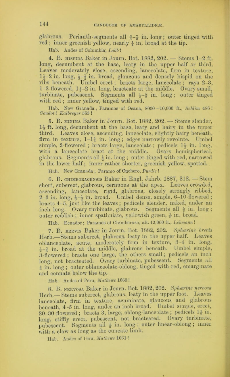 glabrous. Periautli-segments all in. long ; outer tinged with red; inner greenish yellow, nearly 4 in. broad at the tip. Hal). Andes of Columbia, Lobb ! 4. B. hispida Baker in Journ. Bot. 1882, 202. — Stems 1-2 ft. long, decumbent at the base, leaty in the upper half or third. Leaves moderately close, ascending, lanceolate, firm in texture, H-2 in. long, £ in. broad, glaucous and densely hispid on the ribs beneath. Umbel erect; bracts large, lanceolate ; rays 2-3, 1- 2-fiowered, l£-2 in. long, bracteate at the middle. Ovary small, turbinate, pubescent. Segments all in. long; outer tinged with red ; inner yellow, tinged with red. Hab. New Granada; Paramos of Ocana, 8000—10,000 ft., Schlim 480! Goxulot! Kalbreyer 563 ! 5. B. minima Baker in Journ. Bot. 1882, 202. — Stems slender, 1^ ft. long, decumbent at the base, leaty and hairy in the upper third. Leaves close, ascending, lanceolate, slightly hairy beneath, firm in texture, 1-lf in. long ; edges narrowly revolute. Umbel simple, 2-flowered ; bracts large, lanceolate; pedicels 1^ in. lmg, with a lanceolate bract at the middle. Ovary hemispherical, glabrous. Segments all in. long ; outer tinged with red, narrowed in the lower half; inner rather shorter, greenish yellow, spotted. Hab. New Granada ; Paramo of Cuchero, PurJie ! G. B. chimboracensis Baker in Engl. Jalirb. 1887, 212. — Stem short, suberect, glabrous, cernuous at the apex. Leaves crowded, ascending, lanceolate, rigid, glabrous, closely strongly ribbed, 2- 3 in. long, in. broad. Umbel dense, simple, 6-10 dowered ; bracts 4-5, just like the leaves; pedicels slender, naked, under an inch long. Ovary turbinate, glabrous. Segments all £ in. long ; outer reddish ; inner spatlmlate, yellowish green, £ in. broad. Hab. Ecuador; Paramos of Chimborazo, alt. 12,000 ft., Lehmann! 7. B. brevis Baker in Journ. Bot. 1882, 202. Splucrine brevis Herb.—Stems suberect, glabrous, leaty in the upper half. Leaves oblanceolate, acute, moderately firm in texture, 3-4 in. long, i-a in. broad at the middle, glabrous beneath. Umbel simple, 3- fiowered ; bracts one large, the others small; pedicels an inch long, not bracteated. Ovary turbinate, pubescent. Segments all | in. long ; outer oblanceolate-oblong, tinged with red, emarginate and connate below the tip. Hab. Andes of Peru, Mathews 1000 ! 8. B. nervosa Baker in Journ. Bot. 1882, 202. Splucrine nervosa Herb.— Stems suberect, glabrous, leaty in the upper foot. Leaves lanceolate, firm in texture, acuminate, glaucous and glabrous beneath, 4-5 in. long, under an inch broad. Umbel simple, erect,, 20-30-flowered ; bracts 3, large, oblong-lanceolate ; pedicels 1^ in. long, stiffly erect, pubescent, not bracteated. Ovary turbinate, pubescent. Segments all i in. long ; outer linear-oblong; inner with a claw as long as the cuneate limb. Hab. Andes of Peru, Mathews 1001!