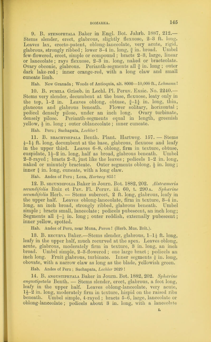 9. B. stenopetala Baker in Engl. Bot. Jahrb. 1887, 212.— Stems slender, erect, glabrous, slightly fiexuose, 2-3 ft. long. Leaves lax, erecto-patent, oblong-lanceolate, very acute, rigid, glabrous, strongly ribbed; lower 3-4 in. long, f in. broad. Umbel few-flowered, erect, simple or compound ; bracts 2-3, large, linear or lanceolate ; rays fiexuose, 2-3 in. long, naked or bracteolate. Ovary obconic, glabrous. Perianth-segments all £ in. long ; outer dark lake-red; inner orange-red, with a long claw and small cuneate limb. Hab. New Granada ; Woods of Antioquia, alt. 8000—10,000 ft., Lehmann! 10. B. pumila Griseb. in Lechl. PI. Peruv. Exsic. No. 2240.— Stems very slender, decumbent at the base, fiexuose, leaty only in the top, 1-2 in. Leaves oblong, obtuse, f-lj in. long, thin, glaucous and glabrous beneath. Flower solitary, horizontal ; pedicel densely pilose, under an inch long. Ovary turbinate, densely pilose. Perianth-segments equal in length, greenish yellow, ^ in. long ; outer oblanceolate ; inner cuneate. Hab. Peru; Sachapata, Lechler! 11. B. brachysepala Bentli. Plant. Iiartweg. 157. — Stems ft. long, decumbent at the base, glabrous, fiexuose and leafy in the upper third. Leaves 6-8, oblong, firm in texture, obtuse, cuspidate, 1^-2 in. long, half as broad, glabrous beneath. Umbel 2-3-rayed ; bracts 2-3, just like the leaves ; pedicels 1-2 in. long, naked or minutely bracteate. Outer segments oblong, \ in. long ; inner J in. long, cuneate, with a long claw. Hab. Andes of Peru ; Loxa, Hartweg 855 ! 12. B. secundifolia Baker in Journ. Bot. 1882, 202. Alstrameria secundifolia Ruiz et Pav. FI. Peruv. iii. 60, t. 290 a. Spharine secundifolia Herb. — Stems suberect, 2 ft. long, glabrous, leafy in the upper half. Leaves oblong-lanceolate, firm in texture, 3-4 in. long, an inch broad, strongly ribbed, glabrous beneath. Umbel simple ; bracts small, lanceolate ; pedicels pubescent, an inch long; Segments all in. long ; outer reddish, externally pubescent; inner yellow, spotted. Hab. Andes of Peru, near Muna, Pavon! (Herb. Mus. Brit.). 13. B. recurva Baker.—Stems slender, glabrous, 1-1£ ft. long, leafy in the upper half, much recurved at the apex. Leaves oblong, acute, glabrous, moderately firm in texture, 3 in. long, an inch broad. Umbel simple, 2-3-flowered ; one large bract; pedicels an inch long. Fruit glabrous, turbinate. Inner segments f in. long, obovate, with a narrow claw as long as the blade, yellowish green. Hab. Andes of Peru ; Sachapata, Lechler 2629 ! 14. B. angustipetala Baker in Journ. Bot. 1882, 202. Sphccnne avgustipetala Bentli. — Stems slender, erect, glabrous, a foot long, leafy in the upper half. Leaves oblong-lanceolate, very acute, 1^-2 in. long, moderately firm in texture, hispid on the raised ribs beneath. Umbel simple, 4-rayed ; bracts 5-6, large, lanceolate or oblong-lanceolate ; pedicels about 3 in. long, with a lanceoUte L
