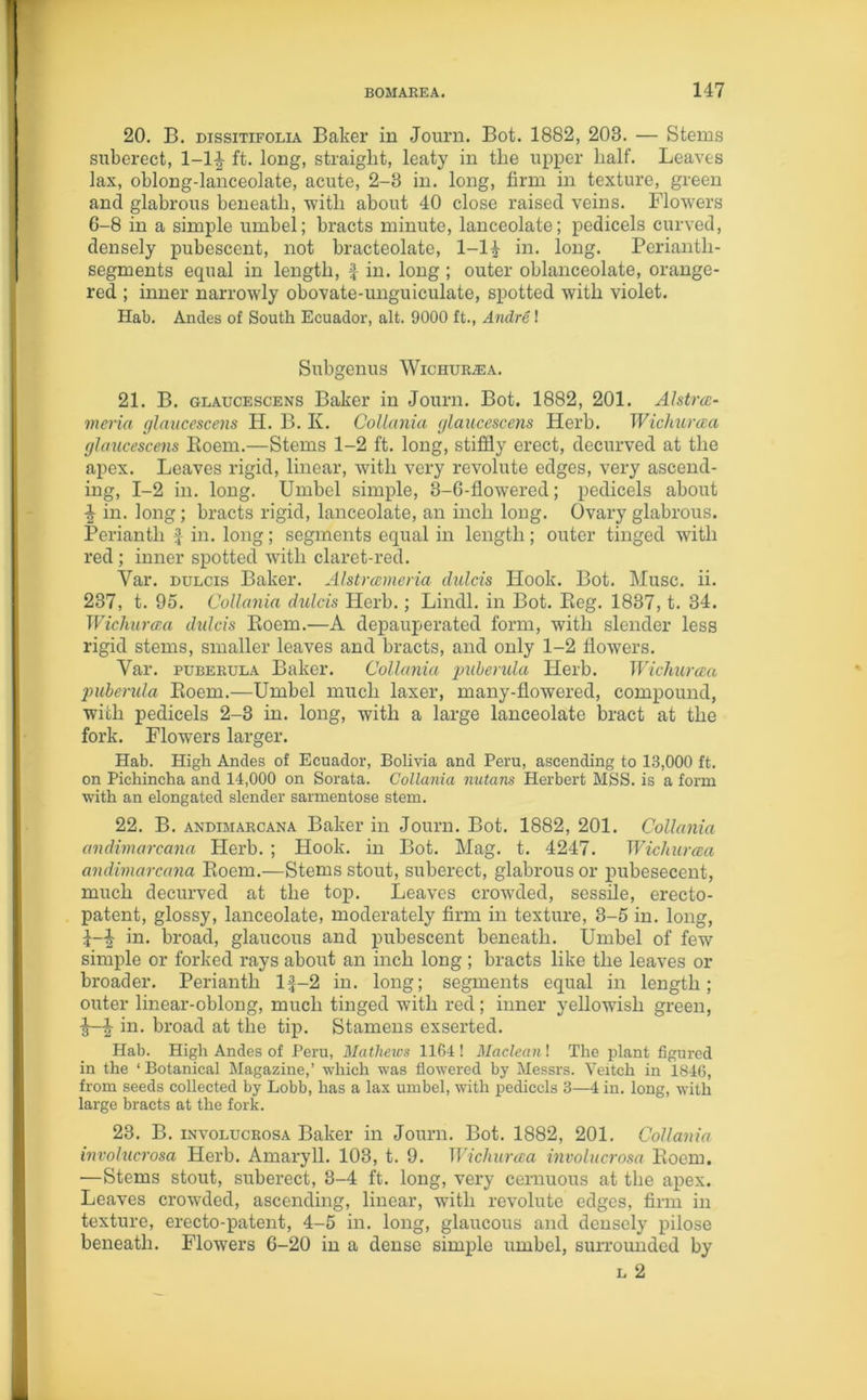 20. B. dissitifolia Baker in Journ. Bot. 1882, 203. — Stems suberect, 1-1^ ft. long, straight, leaty in the upper half. Leaves lax, oblong-lanceolate, acute, 2-3 in. long, firm in texture, green and glabrous beneath, with about 40 close raised veins. Flowers 6-8 in a simple umbel; bracts minute, lanceolate; pedicels curved, densely pubescent, not bracteolate, 1-14 in. long. Perianth- segments equal in length, £ in. long ; outer oblanceolate, orange- red ; inner narrowly obovate-unguiculate, spotted with violet. Hab. Andes of South Ecuador, alt. 9000 ft., Andre ! Subgenus Wichurcea. 21. B. glaucescens Baker in Journ. Bot. 1882, 201. Alstrce- meria glaucescens H. B. K. Collania glaucescens Herb. Wichurcea glaucescens Boem.—Stems 1-2 ft. long, stiffly erect, decurved at the apex. Leaves rigid, linear, with very revolute edges, very ascend- ing, 1-2 in. long. Umbel simple, 3-6-flowered; pedicels about ^ in. long; bracts rigid, lanceolate, an inch long. Ovary glabrous. Perianth £ in. long; segments equal in length; outer tinged with red; inner spotted with claret-red. Var. dulcis Baker. Alstrcemena clulcis Hook. Bot. Muse. ii. 237, t. 95. Collania dulcis Herb.; Lindl. in Bot. Beg. 1837, t. 34. Wichurcea dulcis Boem.—A depauperated form, with slender less rigid stems, smaller leaves and bracts, and only 1-2 flowers. Var. puberula Baker. Collania puberula Herb. Wichurcea puberula Boem.—Umbel much laxer, many-flowered, compound, with pedicels 2-3 in. long, with a large lanceolate bract at the fork. Flowers larger. Hab. High Andes of Ecuador, Bolivia and Peru, ascending to 13,000 ft. on Picliincha and 14,000 on Sorata. Collania nutans Herbert MSS. is a form with an elongated slender sarmentose stem. 22. B. andimarcana Baker in Journ. Bot. 1882, 201. Collania andimarcana Herb. ; Hook, in Bot. Mag. t. 4247. Wichurcea andimarcana Boem.—Stems stout, suberect, glabrous or pubesecent, much decurved at the top. Leaves crowded, sessile, erecto- patent, glossy, lanceolate, moderately firm in texture, 3-5 in. long, £—| in. broad, glaucous and pubescent beneath. Umbel of few simple or forked rays about an inch long ; bracts like the leaves or broader. Perianth l£-2 in. long; segments equal in length; outer linear-oblong, much tinged with red; inner yellowdsh green, •§—J in. broad at the tip. Stamens exserted. Hab. High Andes of Peru, Matheivs 1164 ! Maclean! The plant figured in the ‘ Botanical Magazine,’ which was flowered by Messrs. Veitch in 1846, from seeds collected by Lobb, has a lax umbel, with pedicels 3—4 in. long, with large bracts at the fork. 23. B. involucrosa Baker in Journ. Bot. 1882, 201. Collania involucrosa Herb. Amaryll. 103, t. 9. Wichurcea involucrosa Boem. —Stems stout, suberect, 3-4 ft. long, very cernuous at the apex. Leaves crowded, ascending, linear, with revolute edges, firm in texture, erecto-patent, 4-5 in. long, glaucous and densely pilose beneath. Flowers 6-20 in a dense simple umbel, surrounded by l 2