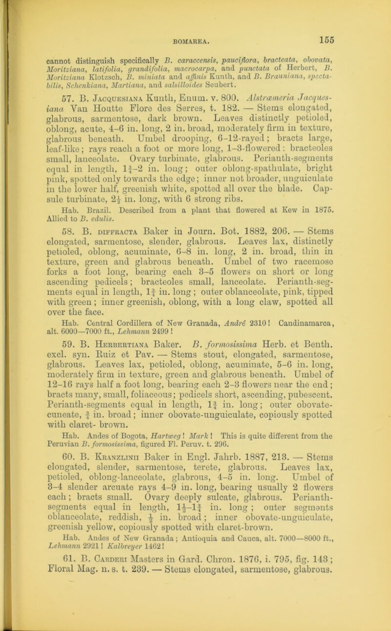 cannot distinguish specifically B. caraccensis, pauciflora, bracteata, obovata, Moritziana, latifolia, grandifolia, macrocarpa, and punctata of Herbert, B. Moritziana Klotzsch, B. miniata and affinis Kunth, and B. Brauniana, specta- bilis, Schenkiana, Martiana, and salsilloides Seubert. 57. B. Jacquesiana Kunth, Enum. v. 800. Alstrceineria Jacques- iana Van Houtte Flore des Serres, t. 182. — Stems elongated, glabrous, sarmentose, dark brown. Leaves distinctly petioled, oblong, acute, 4-6 in. long, 2 in. broad, moderately firm in texture, glabrous beneath. Umbel drooping, 6-12-rayed; bracts large, leaf-like ; rays reach a foot or more long, 1-3-flowered ; bracteoles small, lanceolate. Ovary turbinate, glabrous. Perianth-segments equal in length, lf-2 in. long; outer oblong-spatliulate, bright pink, spotted only towards the edge; inner not broader, unguiculate in the lower half, greenish white, spotted all over the blade. Cap- sule turbinate, 24 in. long, with 6 strong ribs. Hab. Brazil. Described from a plant that flowered at Kew in 1875. Allied to B. edulis. 58. B. diffracta Baker in Journ. Bot. 1882, 206. — Stems elongated, sarmentose, slender, glabrous. Leaves lax, distinctly petioled, oblong, acuminate, 6-8 in. long, 2 in. broad, thin in texture, green and glabrous beneath. Umbel of two racemose forks a foot long, bearing each 3-5 flowers on short or long ascending pedicels; bracteoles small, lanceolate. Perianth-seg- ments equal in length, If in. long ; outer oblanceolate, pink, tipped with green; inner greenish, oblong, with a long claw, spotted all over the face. Hab. Central Cordillera of New Granada, Andre 2310! Candinamarca, alt. G000—7000 ft., Lehmann 2499 ! 59. B. Herbertiana Baker. B. formosissima Herb, et Bentli. excl. syn. Ruiz et Pav. — Stems stout, elongated, sarmentose, glabrous. Leaves lax, petioled, oblong, acuminate, 5-6 in. long, moderately firm in texture, green and glabrous beneath. Umbel of 12-16 rays half a foot long, bearing each 2-3 flowers near the end ; bracts many, small, foliaceous; pedicels short, ascending, pubescent. Perianth-segments equal in length, If in. long; outer obovate- cuneate, f in. broad; inner obovate-unguiculate, copiously spotted with claret- brown. Hab. Andes of Bogota, Hartweg! Mark ! This is quite different from the Peruvian B. formosissima, figured FI. Peruv. t. 296. 60. B. Kranzlinh Baker in Engl. Jahrb. 1887, 213. — Stems elongated, slender, sarmentose, terete, glabrous. Leaves lax, petioled, oblong-lanceolate, glabrous, 4-5 in. long. Umbel of 3-4 slender arcuate rays 4-9 in. long, bearing usually 2 flowers each; bracts small. Ovary deeply sulcate, glabrous. Perianth- segments equal in length, 1^--If in. long ; outer segments oblanceolate, reddish, ^ in. broad; inner obovate-unguiculate, greenish yellow, copiously spotted with claret-brown. Hab. Andes of New Granada; Antioquia and Cauca, alt. 7000—8000 ft., Lehmann 2921! Kalbreyer 1462! 61. B. Carderi Masters in Gard. Chron. 1876, i. 795, fig. 143; Floral Mag. n. s. t. 239. — Stems elongated, sarmentose, glabrous.