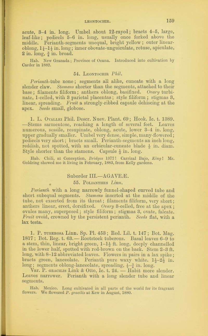 acute, 3-4 in. long. Umbel about 12-rayed; bracts 4-5, large, leaf-like; pedicels 5-6 in. long, usually once forked above the middle. Perianth-segments unequal, bright yellow ; outer linear- oblong, 1J-14 in. long; inner obovate-unguiculate, retuse, apiculate, 2 in. long, f in. broad. Hab. New Granada; Province of Ocana. Introduced into cultivation by Carder in 1882. 54. Leontochir Phil. Perianth-tube none; segments all alike, cuneate with a long slender claw. Stamens shorter than the segments, attached to their base ; filaments filiform ; anthers oblong, basifixed. Ovary turbi- nate, 1-celled, with 3 parietal placentas; style filiform ; stigmas 3, linear, spreading. Fruit a strongly-ribbed capsule dehiscing at the apex. Seeds small, globose. 1. L. Ovallei Phil. Descr. Nuev. Plant. 69; Hook. Ic. t. 1389. —Stems sarmentose, reaching a length of several feet. Leaves numerous, sessile, resupinate, oblong, acute, lower 3-4 in. long, upper gradually smaller. Umbel very dense, simple, many-flowered; pedicels very short; bracts small. Perianth-segments an inch long, reddish, not spotted, with an orbicular-cuneate blade ^ in. diam. Style shorter than the stamens. Capsule ^ in. long. Hab. Chili, at Conception, Bridges 1377! Carrizal Bajo, King! Mr. Goldring showed rue it living in February, 1883, from Kelly gardens. Suborder III.—AGAVEiE. 55. Polianthes Linn. Perianth with a long narrowly funnel-shaped curved tube and short subequal segments. Stamens inserted at the middle of the tube, not exserted from its throat; filaments filiform, very short; anthers linear, erect, dorsifixed. Ovary 3-celled, free at the apex; ovules many, superposed; style filiform ; stigmas 3, ovate, falcate. Fruit ovoid, crowned by the persistent perianth. Seals flat, with a lax testa. 1. P. tuberosa Linn. Sp. PI. 453 ; Bed. Lil. t. 147 ; Bot. Mag. 1817 ; Bot. Beg. t. 63. — Kootstock tuberous. Basal leaves 6-9 to a stem, thin, linear, bright green, 1-1-J- ft. long, deeply channelled in the lower half, spotted with red-brown on the back. Stem 2-3 ft. long, with 8-12 abbreviated leaves. Flowers in pairs in a lax spike; bracts green, lanceolate. Perianth pure waxy white. H—2£ in. long; segments oblong-lanceolate, spreading, £-f in. long. Var. P. gracilis Link & Otto, Ic. t. 24. — Habit more slender. Leaves narrower. Perianth with a long slender tube and linear segments. Hab. Mexico. Long cultivated in all parts of the world for its fragrant dowers. We dowered P. gracilis at Kew in August, 1880.