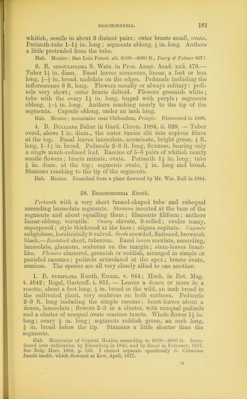 whitish, sessile in about 3 distant pairs; outer bracts small, ovate. Periantli-tube 1-11 in. long ; segments oblong, £ in. long. Anthers a little protruded from the tube. Hab. Mexico ; San Luis Potosi, alt. 6000—8000 ft., Parry & Palmer 867 ! 3. B. singuliflora S. Wats. in Proc. Amer. Acad. xxii. 479.— Tuber 14 in. diam. Basal leaves numerous, linear, a foot or less long, ^ in. broad, undulate on the edges. Peduncle including the inflorescence 3 ft. long. Flowers usually or always solitary ; pedi- cels very short; outer bracts deltoid. Flowers greenish white; tube with the ovary l:f in. long, tinged with purple} segments oblong, 4 in. long. Anthers reaching nearly to the tip of the segments. Capsule oblong, under an inch long. Hab. Mexico ; mountains near Chihuahua, Pringle. Discovered in 1886. 4. B. Bulliana Baker in Gard. Chron. 1884, ii. 328. — Tuber ovoid, above 1 in. diam., the outer tunics slit into copious fibres at the top. Basal leaves lanceolate, acuminate, bright green, 4 ft. long, 1-14- in. broad. Peduncle 2-3 ft. long, flexuose, bearing only a single much-reduced leaf. Raceme of 5-6 pairs of whitish nearly sessile flowers ; bracts minute, ovate. Perianth 1£ in. long; tube in. diam. at the top; segments ovate, ^ in. long and broad. Stamens reaching to the tip of the segments. Hab. Mexico. Described from a plant flowered by Mr. Wm. Bull in 1884. 58. Beschorneria Kunth. Perianth with a very short funnel-shaped tube and subequal ascending lanceolate segments. Stamens inserted at the base of the segments and about equalling them; filaments filiform ; anthers linear-oblong, versatile. Ovary clavate, 3-celled; ovules many, superposed ; style thickened at the base ; stigma capitate. Capsule subglobose, loculicidally 3-valved. Seeds crowded, flattened, brownish black.—Rootstock short, tuberous. Basal leaves rosulate, ascending, lanceolate, glaucous, scabrous on the margin; stem-leaves bract- like. Flowers clustered, greenish or reddish, arranged in simple or panicled racemes; pedicels articulated at the apex; bracts ovate, scariose. The species are all very closely allied to one another. 1. B. tubiflora Kuntli, Enum. v. 844; Hook, in Bot. Mag. t. 4642; Regel, Gartenfl. t. 851. — Leaves a dozen or more in a rosette, about a foot long, 4- in. broad in the wild, an inch broad in the cultivated plant, very scabrous on both surfaces. Peduncle 2-3 ft. long including the simple raceme ; bract-leaves about a dozen, lanceolate; flowers 2-3 in a cluster, with unequal pedicels and a cluster of unequal ovate scariose bracts. Whole flower 1^ in. long; ovary £ in. long; segments reddish green, an inch long, 4- in. broad below the tip. Stamens a little shorter than the segments. Hab. Mountains of Central Mexico, ascending to 6000—8000 ft. Intro- duced into cultivation by Ehrenberg in 1845, and by Ifoezl in February, 1857. See Belg. Hort. 1883, p. 133. I cannot separate specifically B. Cohniana Jacobi inedit, which flowered at Kew, April, 1877. ii