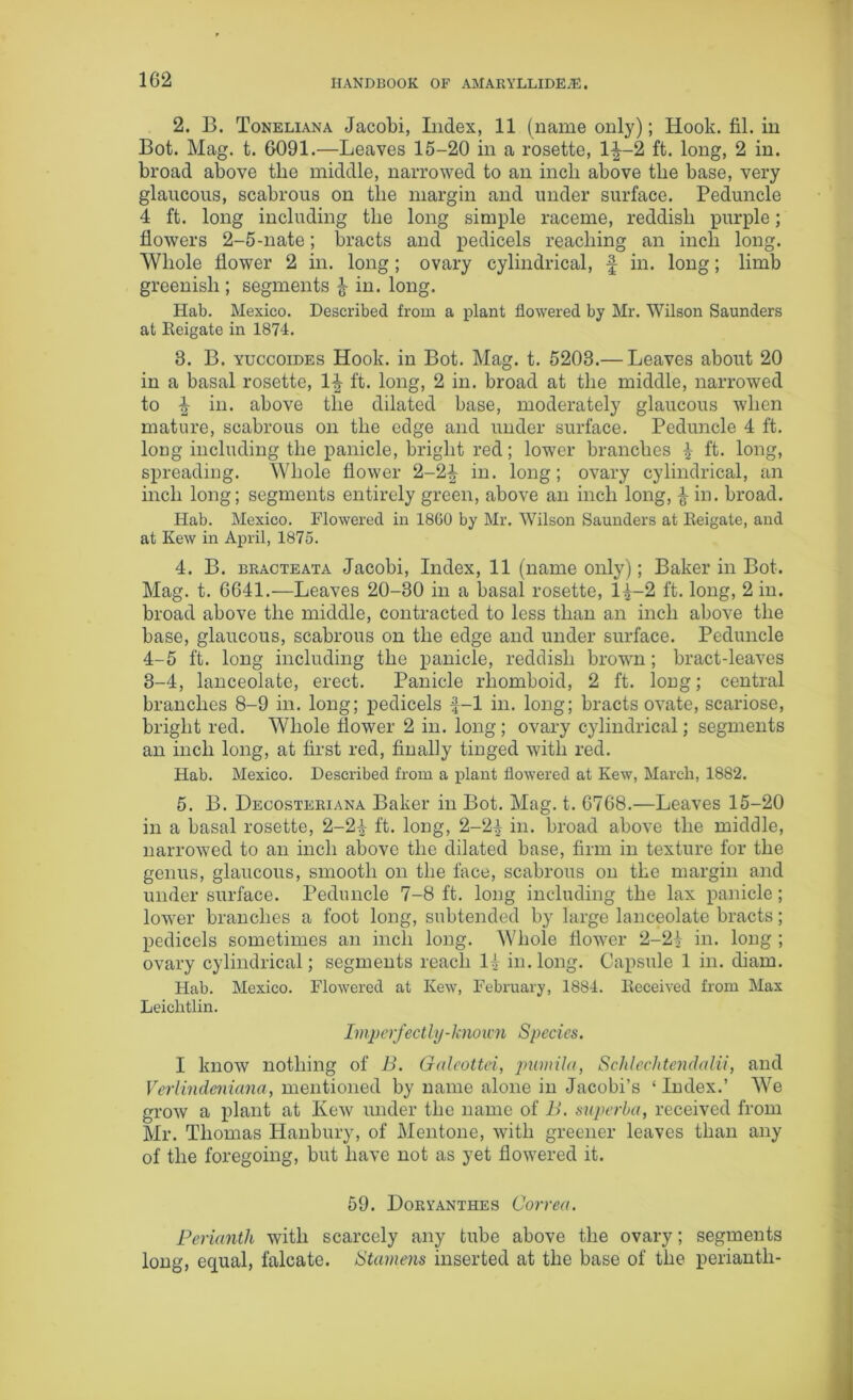 2. B. Toneliana Jacobi, Index, 11 (name only); Hook. fil. in Bot. Mag. t. 6091.—Leaves 15-20 in a rosette, 1^—2 ft. long, 2 in. broad above the middle, narrowed to an inch above the base, very glaucous, scabrous on the margin and under surface. Peduncle 4 ft. long including the long simple raceme, reddish purple; flowers 2-5-nate; bracts and pedicels reaching an inch long. Whole flower 2 in. long; ovary cylindrical, f in. long; limb greenish ; segments ^ in. long. Hab. Mexico. Described from a plant flowered by Mr. Wilson Saunders at Iteigate in 1874. 3. B. yuccoides Hook, in Bot. Mag. t. 5203.— Leaves about 20 in a basal rosette, 1^ ft. long, 2 in. broad at the middle, narrowed to £ in. above the dilated base, moderately glaucous when mature, scabrous on the edge and under surface. Peduncle 4 ft. loDg including the panicle, bright red; lower branches £ ft. long, spreading. Whole flower 2-2| in. long; ovary cylindrical, an inch long; segments entirely green, above an inch long, £ in. broad. Hab. Mexico. Flowered in 18G0 by Mr. Wilson Saunders at Eeigate, and at Kew in April, 1875. 4. B. bracteata Jacobi, Index, 11 (name only); Baker in Bot. Mag. t. 6641.—Leaves 20-30 in a basal rosette, H-2 ft. long, 2 in. broad above the middle, contracted to less than an inch above the base, glaucous, scabrous on the edge and under surface. Peduncle 4-5 ft. long including the panicle, reddish brown; bract-leaves 3-4, lanceolate, erect. Panicle rhomboid, 2 ft. long; central branches 8-9 in. long; pedicels f-1 in. long; bracts ovate, scariose, bright red. Whole flower 2 in. long; ovary cylindrical; segments an inch long, at first red, finally tinged with red. Hab. Mexico. Described from a plant flowered at Kew, March, 1882. 5. B. Decosteriana Baker in Bot. Mag. t. 6768.—Leaves 15-20 in a basal rosette, 2-24 ft. long, 2-24 in. broad above the middle, narrowed to an inch above the dilated base, firm in texture for the genus, glaucous, smooth on the face, scabrous on the margin and undersurface. Peduncle 7-8 ft. long including the lax panicle; lower branches a foot long, subtended by large lanceolate bracts; pedicels sometimes an inch long. Whole flower 2-2i in. long ; ovary cylindrical; segments reach 14 in. long. Capsule 1 in. diam. Hab. Mexico. Flowered at Kew, February, 1884. Deceived from Max Leichtlin. Imperfectly-known Species. I know nothing of B. Galeottei, pumila, Schlechtendalii, and Verlindeniana, mentioned by name alone in Jacobi’s ‘ Index.’ We grow a plant at Kew under the name of B. superba, received from Mr. Thomas Hanbury, of Mentone, with greener leaves than any of the foregoing, but have not as yet flowered it. 59. Doryanthes Correa. Perianth with scarcely any tube above the ovary; segments long, equal, falcate. Stamens inserted at the base of the perianth-