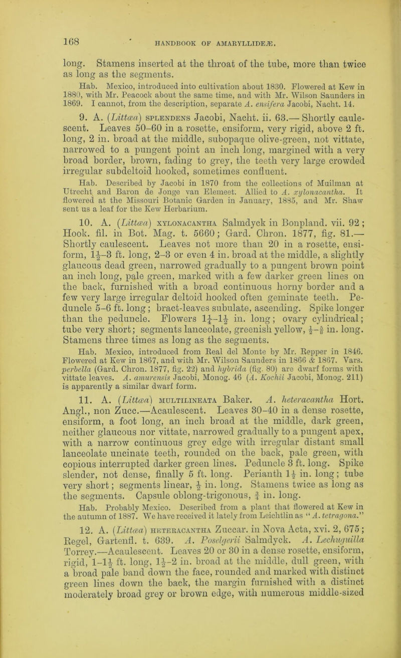1G8 long. Stamens inserted at the throat of the tube, more than twice as long as the segments. Hab. Mexico, introduced into cultivation about 1830. Flowered at Kew in 1880, with Mr. Peacock about the same time, and with Mr. Wilson Saunders in 1869. I cannot, from the description, separate A. ensifera Jacobi, Nacht. 14. 9. A. (Littcea) splendens Jacobi, Nacht. ii. 63.— Shortly caule- scent. Leaves 50-60 in a rosette, ensiform, very rigid, above 2 ft. long, 2 in. broad at the middle, subopaque olive-green, not vittate, narrowed to a pungent point an inch long, margined with a very broad border, brown, fading to grey, the teeth very large crowded irregular subdeltoid hooked, sometimes confluent. Hab. Described by Jacobi in 1870 from the collections of Muilman at Utrecht, and Baron de Jonge van Elemeet. Allied to A. xylonaccmtha. It flowered at the Missouri Botanic Garden in January, 1885, and Mr. Shaw sent us a leaf for the Kew Herbarium. 10. A. (Littcea) xylonacantiia Salmdyck in Bonpland. vii. 92 ; Hook. fil. in Bot. Mag. t. 5660; Gard. Chron. 1877, fig. 81.— Shortly caulescent. Leaves not more than 20 in a rosette, ensi- form, 1|~3 ft. long, 2-3 or even 4 in. broad at the middle, a slightly glaucous dead green, narrowed gradually to a pungent brown point an inch long, pale green, marked with a few darker green lines on the back, furnished with a broad continuous horny border and a few very large irregular deltoid hooked often geminate teeth. Pe- duncle 5-6 ft. long ; bract-leaves subulate, ascending. Spike longer than the peduncle. Flowers 1^—1^ in. long; ovary cylindrical; tube very short; segments lanceolate, greenish yellow, 4-1 in. long. Stamens three times as long as the segments. Hab. Mexico, introduced from Real del Monte by Mr. Repper in 1846. Flowered at Kew in 1867, and with Mr. Wilson Saunders in 1866 & 1867. Vars. 2)erbella (Gard. Chron. 1877, fig. 22) and hybrida (fig. 80) are dwarf forms with vittate leaves. A. amurensis Jacobi, Monog. 46 (.4. Kochii Jacobi, Monog. 211) is apparently a similar dwarf form. 11. A. (Littcea) multilineata Baker. A. hcteracantha Hort. Angl., non Zucc.—Acaulescent. Leaves 30-40 in a dense rosette, ensiform, a foot long, an inch broad at the middle, dark green, neither glaucous nor vittate, narrowed gradually to a pungent apex, with a narrow continuous grey edge with irregular distant small lanceolate uncinate teeth, rounded on the back, pale green, with copious interrupted darker green lines. Peduncle 3 ft. long. Spike slender, not dense, finally 5 ft. long. Perianth 1| in- long; tube very short; segments linear, \ in. long. Stamens twice as long as the segments. Capsule oblong-trigonous, f in. long. Hab. Probably Mexico. Described from a plant that flowered at Kew in the autumn of 1887. We have received it lately from Leichtlin as “ A. tetragona.” 12. A. (Littcea) heteracantha Zuccar. in Nova Acta, xvi. 2, 675 ; Begel, Gartenfl. t. 639. A. Poselgeni Salmdyck. A. Lechuguilla Torrey.—Acaulescent. Leaves 20 or 30 in a dense rosette, ensiform, rigid, 1—1^ ft. long, 1^-2 in. broad at the middle, dull green, with a broad pale band down the face, rounded and marked with distinct green lines down the back, the margin furnished with a distinct moderately broad grey or brown edge, with numerous middle-sized