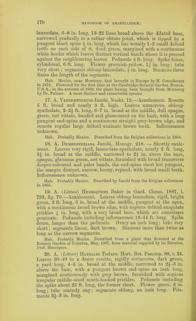 lanceolate, G-8 in. long, 18-21 lines broad above the dilated base, narrowed gradually to a rather obtuse point, which is tipped by a pungent black spine 4 in. long, which has usually 1-2 small deltoid teeth on each side of it, dead green, margined with a continuous white border which leaves distinct vertical bands where it is pressed against the neighbouring leaves. Peduncle 4 ft. long. Spike dense, cylindrical, 6 ft. long. Flower greenish-yellow, 1-f in. long; tube very short; segments oblong-lanceolate, 4 in. long. Stamens three times the length of the segments. Hab. Mexico, near Monterey, first brought to Europe by M. Considerant in 1872. Flowered for the first time at the Cambridge Botanic Garden, Boston, U.S.A., in the autumn of 1882, the plant having been brought from Monterey by Dr. Palmer. A most distinct and remarkable species. 17. A. Vanderwinneni Jacobi, Nacht. 19.—Acaulescent. Bosette 5 ft. broad and nearly 3 ft. high. Leaves numerous, oblong- spatliulate, 2-2^ ft. loug, G-7 in. broad at the middle, dull opaque, green, not vittate, banded and glaucescent on the back, with a long pungent end-spine and a continuous straight grey-brown edge, and remote regular large deltoid-uncinate brown teeth. Inflorescence unknown. Hab. Probably Mexico. Described from the Belgian collections in 1868. 18. A. Demeesteriana Jacobi, Monogr. 218. — Shortly caule- scent. Leaves very rigid, lanceolate-spathulate, nearly 2 ft. long, 3£ in. broad at the middle, narrowed to 2J in. above the base, opaque, glaucous green, not vittate, furnished with broad transverse deeper-coloured and paler bands, the end-spine short but pungent, the margin distinct, narrow, horny, repand, with broad small teeth. Inflorescence unknown. Hab. Probably Mexico. Described by Jacobi from the Belgian collections in 1865. 19. A. (Littcea) Henriquesii Baker in Gard. Cliron. 1887, i. 732, fig. 70.—Acaulescent. Leaves oblong-lanceolate, rigid, bright green, 2 ft. long, 5 in. broad at the middle, pungent at the apex, with a continuous broad brown edge, with copious deltoid-cuspidate prickles J in. long, with a very broad base, which are sometimes geminate. Peduncle including inflorescence 13-14 ft. long. Spike dense, longer than the peduncle. Ovary an inch long; tube very short; segments linear, dark brown. Stamens more than twice as long as the narrow segments. Hab. Probably Mexico. Described from a plant that flowered at the Botanic Garden of Coimbra, May, 1887, from material supplied by its Director, Prof. Henriques. 20. A. (Littcea) Haynaldi Todaro, Hort. Bot. Panorm. 88, t. 24. Leaves 30-40 in a dense rosette, rigidly coriaceous, dark green, a yard long, 4-5 in. broad at the middle, narrowed to 2^-3 in. above the base, with a pungent brown end-spine an inch long, margined continuously with grey brown, furnished with copious irregular middle-sized mucli-liooked prickles. Peduncle including the spike about 25 ft. long, the former short. Flower green, 2 in. long; tube scarcely any; segments oblong, an inch long. Fila- ments 24-3 in. long.