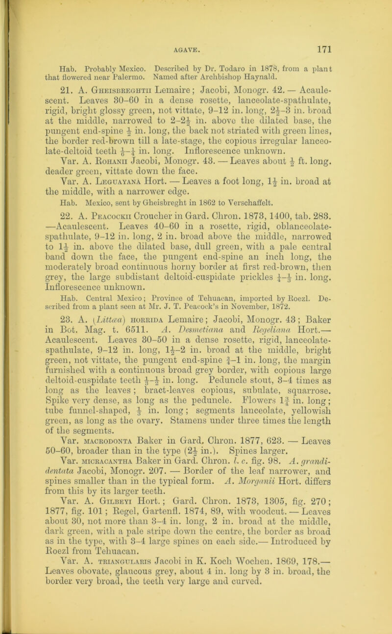 Hab. Probably Mexico. Described by Dr. Todaro in 1878, from a plant that flowered near Palermo. Named after Archbishop Haynald. 21. A. Gheisbreghtii Lemaire; Jacobi, Monogr. 42.— Acaule- scent. Leaves 30-G0 in a dense rosette, lanceolate-spathulate, rigid, bright glossy green, not vittate, 9-12 in. long, 24-3 in. broad at the middle, narrowed to 2-2^ in. above the dilated base, the pungent end-spine ^ hi. long, the back not striated with green lines, the border red-brown till a late-stage, the copious irregular lanceo- late-deltoid teeth in. long. Inflorescence unknown. Var. A. Rohanii Jacobi, Monogr. 43. —Leaves about ^ ft. long, deader green, vittate down the face. Var. A. Leguayana Hort. — Leaves a foot long, 1^ in. broad at the middle, with a narrower edge. Hab. Mexico, sent by Glieisbreght in 18C2 to Verschaffelt. 22. A. Peacockii Crouclier in Gard. Chron. 1873, 1400, tab. 283. —Acaulescent. Leaves 40-60 in a rosette, rigid, oblanceolate- spathulate, 9-12 in. long, 2 in. broad above the middle, narrowed to 14- in. above the dilated base, dull green, with a pale central band down the face, the pungent end-spine an inch long, the moderately broad continuous horny border at first red-brown, then grey, the large subdistant deltoid-cuspidate prickles in. long. Inflorescence unknown. Hab. Central Mexico; Province of Tehuacan, imported by Koezl. De- scribed from a plant seen at Mr. J. T. Peacock’s in November, 1872. 23. A. (Littcca) horrida Lemaire; Jacobi, Monogr. 43; Baker in Bot. Mag. t. 6511. A. Desmetiana and Regeliava Hort.— Acaulescent. Leaves 30-50 in a dense rosette, rigid, lanceolate- spathulate, 9-12 in. long, l-|-2 in. broad at the middle, bright green, not vittate, the pungent end-spine f-1 in. long, the margin furnished with a continuous broad grey border, with copious large deltoid-cuspidate teeth ^ in. long. Peduncle stout, 3-4 times as long as the leaves; bract-leaves copious, subulate, squarrose. Spike very dense, as long as the peduncle. Flowers If in. long; tube funnel-shaped, in. long; segments lanceolate, yellowish green, as long as the ovary. Stamens under three times the length of the segments. Var. macrodonta Baker in Gard, Chron. 1877, 623. — Leaves 50-60, broader than in the type (2£ in.). Spines larger. Var. micracantha Baker in Gard. Chron. 1. c. fig. 98. A. grandi- dentata Jacobi, Monogr. 207. — Border of the leaf narrower, and spines smaller than in the typical form. A. Morganvi Hort. differs from this by its larger teeth. Var. A. Gilbeyi Hort.; Gard. Chron. 1873, 1305, fig. 270; 1877, fig. 101; Regel, Gartenfl. 1874, 89, with woodcut. — Leaves about 30, not more than 3-4 in. long, 2 in. broad at the middle, dark green, with a pale stripe down the centre, the border as broad as in the type, with 3-4 large spines on each side.— Introduced by Roezl from Tehuacan. Var. A. triangularis Jacobi in K. Koch Woclien. 1869, 178.— Leaves obovate, glaucous grey, about 4 in. long by 3 in. broad, the border very broad, the teeth very large and curved.