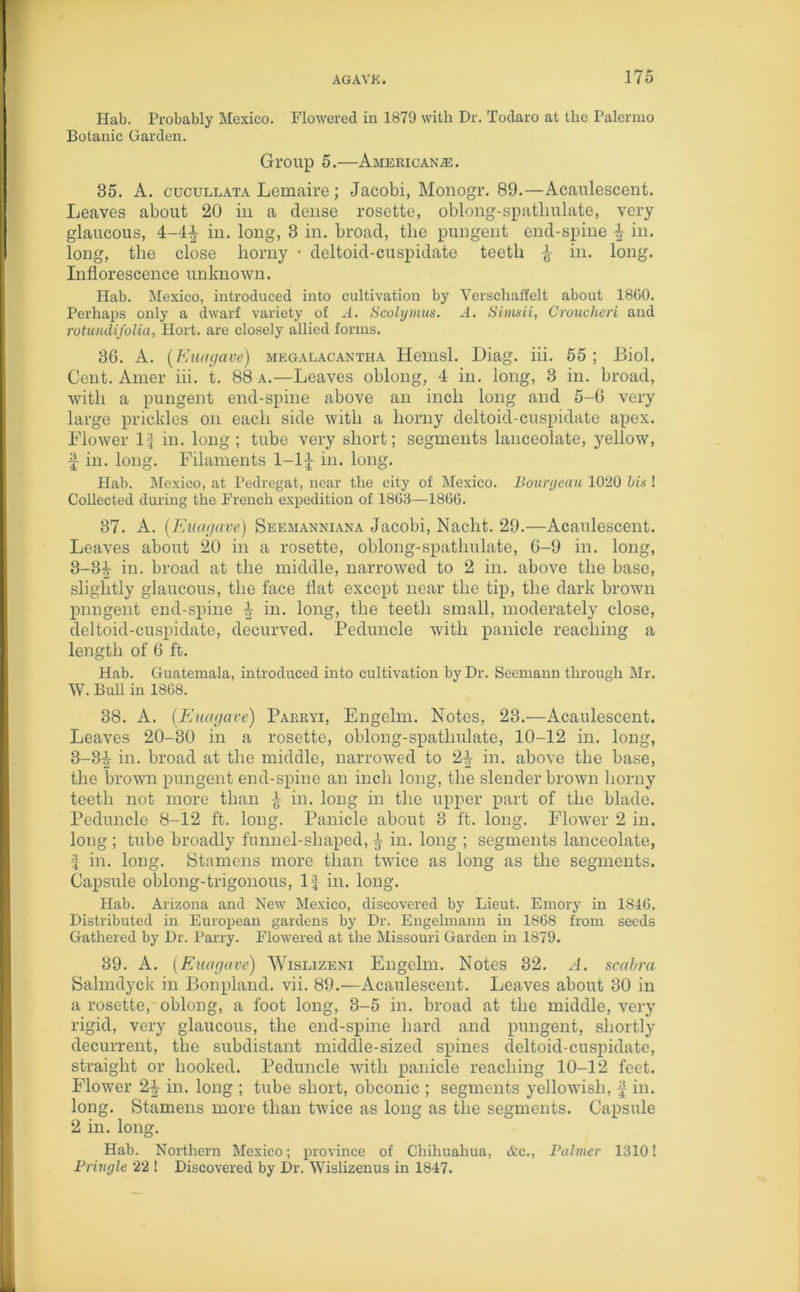 Hab. Probably Mexico. Flowered in 1879 with Dr. Todaro at the Palermo Botanic Garden. Group 5.—Americans. 35. A. cucullata Lemaire; Jacobi, Monogr. 89.—Acaulescent. Leaves about 20 in a dense rosette, oblong-spatliulate, very glaucous, 4-41 in. long, 8 in. broad, the pungent end-spine ^ in. long, the close horny • deltoid-cuspidate teeth £ in. long. Inflorescence unknown. Hab. Mexico, introduced into cultivation by Verschaffelt about 18G0. Perhaps only a dwarf variety of A. Scolymns. A. Simsii, Croucheri and rotundifolia, Hort. are closely allied forms. 30. A. (Euogave) megalacantha Hemsl. Diag. iii. 55; Biol. Cent. Amer iii. t. 88 a.—Leaves oblong, 4 in. long, 3 in. broad, with a pungent end-spine above an inch long and 5-6 very large prickles on each side with a horny deltoid-cuspidate apex. Flower in. long ; tube very short; segments lanceolate, yellow, £ in. long. Filaments 1-1£ in. long. Hab. Mexico, at Pedregat, near the city of Mexico. Bourgeau 1020 bis ! Collected during the French expedition of 1803—1800. 37. A. (Euagave) Seemanniana Jacobi, Nacht. 29.—Acaulescent. Leaves about 20 in a rosette, oblong-spatliulate, 0-9 in. long, 3-34 in. broad at the middle, narrowed to 2 in. above the base, slightly glaucous, the face flat except near the tip, the dark brown pungent end-spine 4 in. long, the teeth small, moderately close, deltoid-cuspidate, decurved. Peduncle with panicle reaching a length of 6 ft. Hab. Guatemala, introduced into cultivation by Dr. Seemann through Mr. W. Bull in 1808. 38. A. (Euagave) Parryi, Engelm. Notes, 23.—Acaulescent. Leaves 20-30 in a rosette, oblong-spatliulate, 10-12 in. long, 3-34 in. broad at the middle, narrowed to 2^ in. above the base, the brown pungent end-spine an inch long, the slender brown horny teeth not more than -J- in. long in the upper part of the blade. Peduncle 8-12 ft. long. Panicle about 8 ft. long. Flower 2 in. long ; tube broadly funnel-shaped, ^ in. long ; segments lanceolate, ^ in. long. Stamens more than twice as long as the segments. Capsule oblong-trigonous, lj in. long. Hab. Arizona and New Mexico, discovered by Lieut. Emory in 1840. Distributed in European gardens by Dr. Engelmann in 1808 from seeds Gathered by Dr. Parry. Flowered at the Missouri Garden in 1879. 39. A. (Euagave) Wislizeni Engelm. Notes 32. A. scabra Salmdyck in Bonpland. vii. 89.—Acaulescent. Leaves about 30 in a rosette, oblong, a foot long, 3-5 in. broad at the middle, very rigid, very glaucous, the end-spine hard and pungent, shortly decurrent, the subdistant middle-sized spines deltoid-cuspidate, straight or hooked. Peduncle with panicle reaching 10-12 feet. Flower 2^- in. long ; tube short, obconic ; segments yellowish, £ in. long. Stamens more than twice as long as the segments. Capsule 2 in. long. Hab. Northern Mexico; province of Chihuahua, etc., Palmer 1310! Pringle 22 I Discovered by Dr. Wislizenus in 1847.