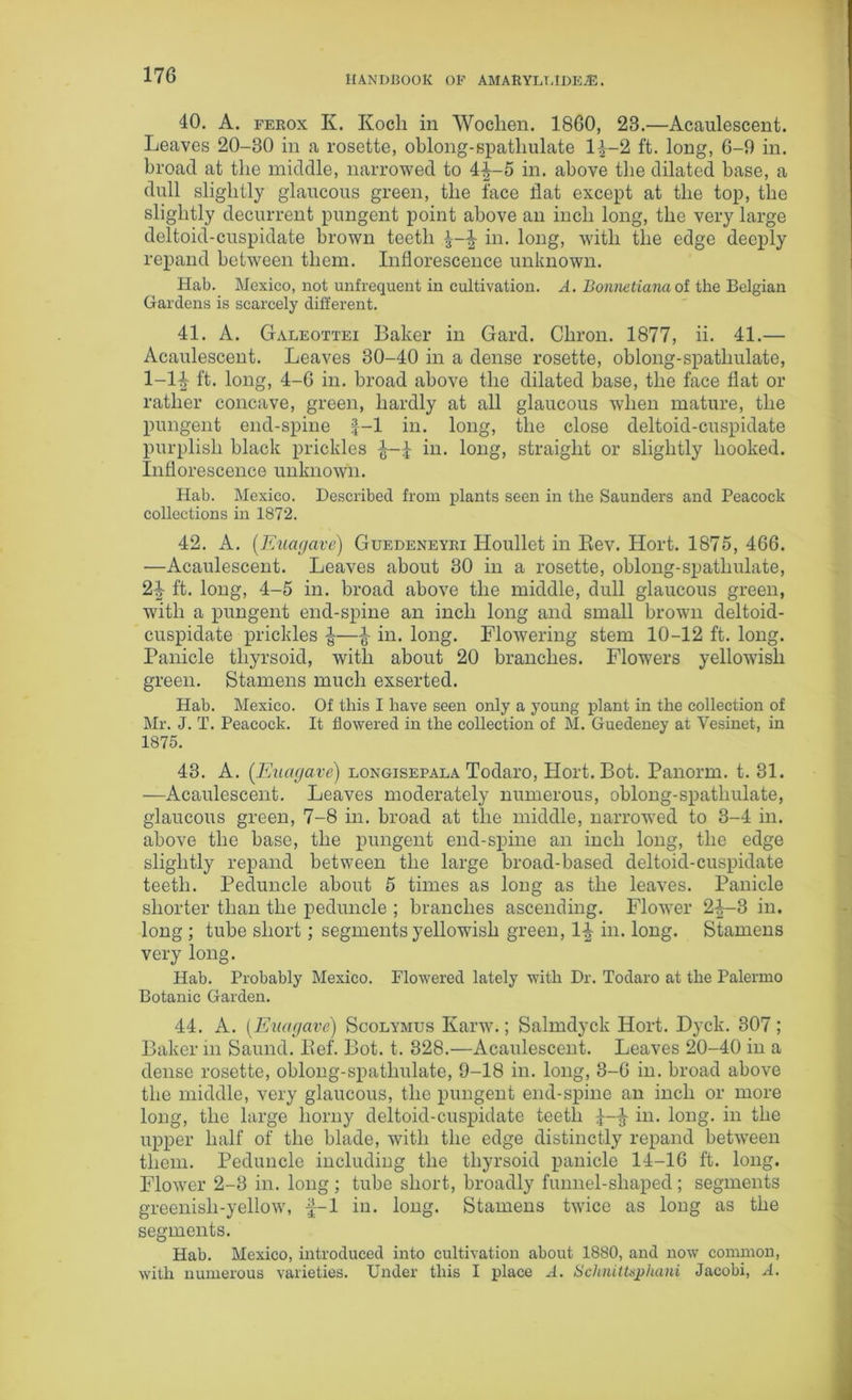 40. A. ferox K. Koch in Wochen. 1860, 23.—Acaulescent. Leaves 20-30 in a rosette, oblong-spatliulate 14-2 ft. long, 6-9 in. broad at the middle, narrowed to 4^-5 in. above the dilated base, a dull slightly glaucous green, the face flat except at the top, the slightly decurrent pungent point above an inch long, the very large deltoid-cuspidate brown teeth | in. long, with the edge deeply repand between them. Inflorescence unknown. Hab. Mexico, not unfrequent in cultivation. A. Bonnetianaoi the Belgian Gardens is scarcely different. 41. A. Galeottei Baker in Gard. Chron. 1877, ii. 41.— Acaulescent. Leaves 30-40 in a dense rosette, oblong-spatliulate, 1-1^- ft. long, 4-6 in. broad above the dilated base, the face flat or rather concave, green, hardly at all glaucous when mature, the pungent end-spine £-1 in. long, the close deltoid-cuspidate purplish black prickles £ in. long, straight or slightly hooked. Inflorescence unknown. Hab. Mexico. Described from plants seen in the Saunders and Peacock collections in 1872. 42. A. (Euagave) Guedeneyri Houllet in Bev. Hort. 1875, 466. —Acaulescent. Leaves about 30 in a rosette, oblong-spatliulate, 2i ft. long, 4-5 in. broad above the middle, dull glaucous green, with a pungent end-spine an inch long and small brown deltoid- cuspidate prickles -J—£ in. long. Flowering stem 10-12 ft. long. Panicle tliyrsoid, with about 20 branches. Flowers yellowish green. Stamens much exserted. Hab. Mexico. Of this I have seen only a young plant in the collection of Mr. J. T. Peacock. It flowered in the collection of M. Guedeney at Vesinet, in 1875. 43. A. (Euagave) longisepala Todaro, Hort. Bot. Panorm. t. 31. —Acaulescent. Leaves moderately numerous, oblong-spatliulate, glaucous green, 7-8 in. broad at the middle, narrowed to 3-4 in. above the base, the pungent end-spine an inch long, the edge slightly repand between the large broad-based deltoid-cuspidate teeth. Peduncle about 5 times as long as the leaves. Panicle shorter than the peduncle ; branches ascending. Flower 2^-3 in. long ; tube short; segments yellowish green, 1-| in. long. Stamens very long. Hab. Probably Mexico. Flowered lately with Dr. Todaro at the Palermo Botanic Garden. 44. A. [Euagave) Scolymus Karw.; Salmdyck Hort. Dyck. 307; Baker m Saund. Bef. Bot. t. 328.—Acaulescent. Leaves 20-40 in a dense rosette, oblong-spatliulate, 9-18 in. long, 3-6 in. broad above the middle, very glaucous, the pungent end-spine an inch or more long, the large horny deltoid-cuspidate teeth £ in. long, in the upper half of the blade, with the edge distinctly repand between them. Peduncle including the tliyrsoid panicle 14-16 ft. long. Flower 2-3 in. long; tube short, broadly funnel-shaped; segments greenish-yellow, f-1 in. long. Stamens twice as long as the segments. Hab. Mexico, introduced into cultivation about 1880, and now common, with numerous varieties. Under this I place A. Schnittsphani Jacobi, A.
