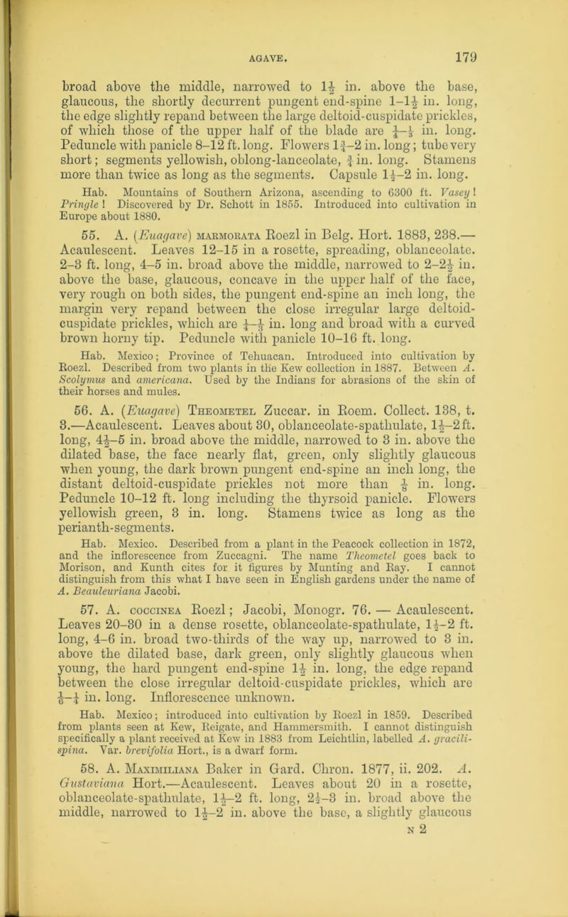 broad above the middle, narrowed to If in. above the base, glaucous, the shortly decurrent pungent end-spine 1-lf in. long, the edge slightly repand between the large deltoid-cuspidate prickles, of which those of the upper half of the blade are in. long. Peduncle with panicle 8-12 ft. long. Flowers lf-2 in. long; tube very short; segments yellowish, oblong-lanceolate, \ in. long. Stamens more than twice as long as the segments. Capsule 1^-2 in. long. Hab. Mountains of Southern Arizona, ascending to 6300 ft. Vasey! Pringle ! Discovered by Dr. Schott in 1855. Introduced into cultivation in Europe about 1880. 55. A. (Euagave) marmorata Roezl in Belg. Hort. 1883, 238.— Acaulescent. Leaves 12-15 in a rosette, spreading, oblanceolate. 2-3 ft. long, 4-5 in. broad above the middle, narrowed to 2-2f in. above the base, glaucous, concave in the upper half of the face, very rough on both sides, the pungent end-spine an inch long, the margin very repand between the close irregular large deltoid- cuspidate prickles, which are £—f in. long and broad with a curved brown horny tip. Peduncle with panicle 10-16 ft. long. Hab. Mexico; Province of Tehuacan. Introduced into cultivation by Roezl. Described from two plants in the Kew collection in 1887. Between A. Scolyinus and americana. Used by the Indians for abrasions of the skin of their horses and mules. 56. A. (Euagave) Theometel Zuccar. in Poem. Collect. 138, t. 3.—Acaulescent. Leaves about 30, oblanceolate-spatliulate, lf-2ft. long, 4f-5 in. broad above the middle, narrowed to 3 in. above the dilated base, the face nearly flat, green, only slightly glaucous when young, the dark brown pungent end-spine an inch long, the distant deltoid-cuspidate prickles not more than f in. long. Peduncle 10-12 ft. long including the thyrsoid panicle. Flowers yellowish green, 3 in. long. Stamens twice as long as the perianth-segments. Hab. Mexico. Described from a plant in the Peacock collection in 1872, and the inflorescence from Zuccagni. The name Theometel goes back to Morison, and Kunth cites for it figures by Munting and Ray. I cannot distinguish from this what I have seen in English gardens under the name of A. Beauleuriana Jacobi. 57. A. coccinea Eoezl; Jacobi, Monogr. 76. — Acaulescent. Leaves 20-30 in a dense rosette, oblanceolate-spatliulate, 1^-2 ft. long, 4-6 in. broad two-tliirds of the way up, narrowed to 3 in. above the dilated base, dark green, only slightly glaucous when young, the hard pungent end-spine If in. long, the edge repand between the close irregular deltoid-cuspidate prickles, which are f—£ in. long. Inflorescence unknown. Hab. Mexico; introduced into cultivation by Roezl in 1859. Described from plants seen at Kew, Reigate, and Hammersmith. I cannot distinguish specifically a plant received at Kew in 1883 from Leichtlin, labelled A. gracili- spina. Var. brevifolia Hort., is a dwarf form. 58. A. Maximiliana Baker in Gard. Chron. 1877, ii. 202. A. Gust avian a Hort.—Acaulescent. Leaves about 20 in a rosette, oblanceolate-spatliulate, lf-2 ft. long, 21-3 in. broad above the middle, narrowed to lf-2 in. above the base, a slightly glaucous n 2