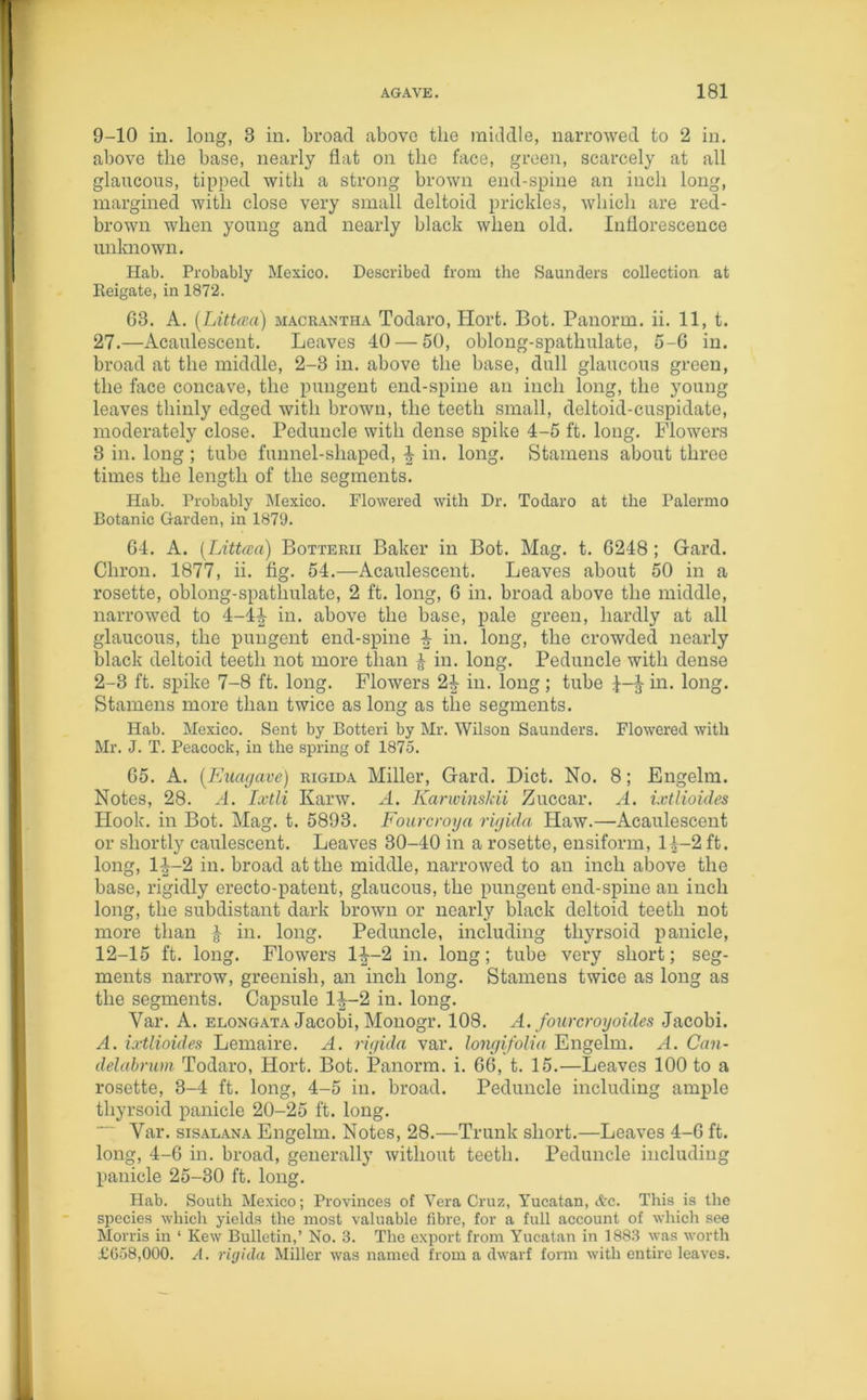 9-10 in. long, 3 in. broad above the middle, narrowed to 2 in. above tlie base, nearly flat on the face, green, scarcely at all glaucous, tipped with a strong brown end-spine an inch long, margined with close very small deltoid prickles, which are red- brown when young and nearly black when old. Inflorescence unknown. Hab. Probably Mexico. Described from the Saunders collection at Eeigate, in 1872. G3. A. (Littcea) macrantha Todaro, Hort. Bot. Panorrn. ii. 11, t. 27.—Acaulesceut. Leaves 40 — 50, oblong-spathulate, 5-6 in. broad at the middle, 2-3 in. above the base, dull glaucous green, the face concave, the pungent end-spine an inch long, the young leaves thinly edged with brown, the teeth small, deltoid-cuspidate, moderately close. Peduncle with dense spike 4-5 ft. long. Flowers 3 in. long ; tube funnel-shaped, 4 in. long. Stamens about three times the length of the segments. Hab. Probably Mexico. Flowered with Dr. Todaro at the Palermo Botanic Garden, in 1879. 64. A. (Littcca) Botterii Baker in Bot. Mag. t. 6248 ; Gard. Chron. 1877, ii. fig. 54.—Acaulesceut. Leaves about 50 in a rosette, oblong-spathulate, 2 ft. long, 6 in. broad above the middle, narrowed to 4-44 in. above the base, pale green, hardly at all glaucous, the pungent end-spine 4- in. long, the crowded nearly black deltoid teeth not more than 4 iu. long. Peduncle with dense 2-3 ft. spike 7-8 ft. long. Flowers 24 in. long; tube 4~4 in. long. Stamens more than twice as long as the segments. Hab. Mexico. Sent by Botteri by Mr. Wilson Saunders. Flowered with Mr. J. T. Peacock, in the spring of 1875. 65. A. (Euagave) rigida Miller, Gard. Diet. No. 8; Engelm. Notes, 28. A. Ixtli Karw. A. Karwinskii Zuccar. A. ixtlioides Hook, in Bot. Mag. t. 5893. Fourcroya rigida Haw.—Acaulescent or shortly caulescent. Leaves 30-40 in a rosette, ensiform, 14-2 ft. long, 14-2 in. broad at the middle, narrowed to an inch above the base, rigidly erecto-patent, glaucous, the pungent end-spine an inch long, the subdistant dark brown or nearly black deltoid teeth not more than 4 in* long. Peduncle, including tliyrsoid panicle, 12-15 ft. long. Flowers 14-2 in. long; tube very short; seg- ments narrow, greenish, an inch long. Stamens twice as long as the segments. Capsule 14-2 in. long. Var. A. elongata Jacobi, Monogr. 108. A. fourcroyoides Jacobi. A. ixtlioides Lemaire. A. rigida var. longifolia Engelm. A. Can- delabrum Todaro, Hort. Bot. Panonn. i. 66, t. 15.—Leaves 100 to a rosette, 3-4 ft. long, 4-5 in. broad. Peduncle including ample tliyrsoid panicle 20-25 ft. long. Var. sisalana Engelm. Notes, 28.—Trunk short.—Leaves 4-6 ft. long, 4-6 in. broad, generally without teeth. Peduncle including panicle 25-30 ft. long. Hab. South Mexico; Provinces of Vera Cruz, Yucatan, &c. This is the species which yields the most valuable fibre, for a full account of which see Morris in ‘ Kew Bulletin,’ No. 3. The export from Yucatan in 1883 was worth £658,000. A. rigida Miller was named from a dwarf form with entire leaves.
