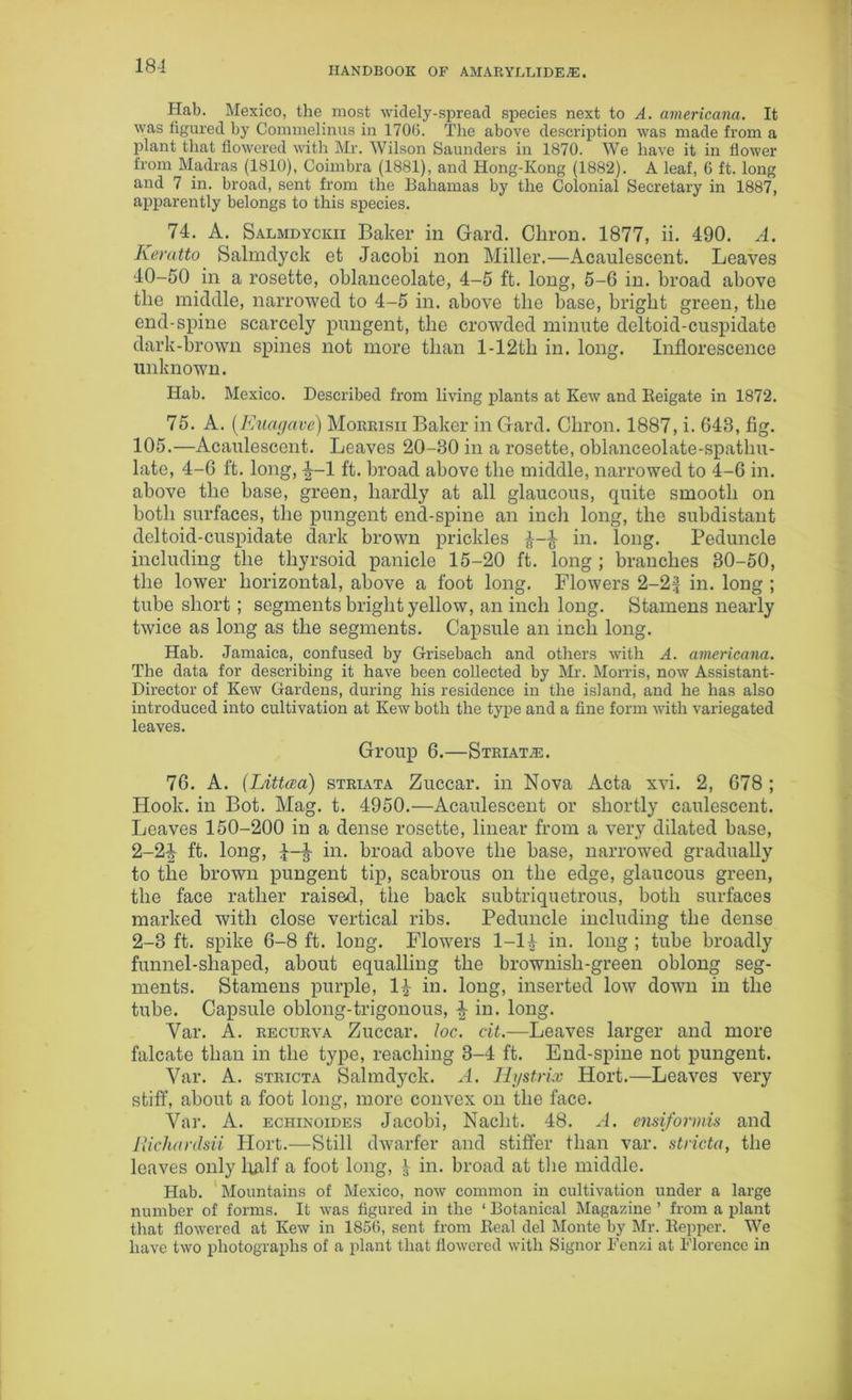Hab. Mexico, the most widely-spread species next to A. americana. It was figured by Commelinus in 170(5. The above description was made from a plant that flowered with Mr. Wilson Saunders in 1870. We have it in flower from Madras (1810), Coimbra (1881), and Hong-Kong (1882). A leaf, 6 ft. long and 7 in. broad, sent from the Bahamas by the Colonial Secretary in 1887, apparently belongs to this species. 74. A. Salmdyckii Baker in Gard. Citron. 1877, ii. 490. A. Keratto Salmdyck et Jacobi non Miller.—Acaulescent. Leaves 40-50 in a rosette, oblanceolate, 4-5 ft. long, 5-6 in. broad above the middle, narrowed to 4-5 in. above the base, bright green, the end-spine scarcely pungent, the crowded minute deltoid-cuspidate dark-brown spines not more than l-12th in. long. Inflorescence unknown. Hab. Mexico. Described from living plants at Kew and Reigate in 1872. 75. A. (Euagave) Morrisii Baker in Gard. Citron. 1887, i. 643, fig. 105.—Acaulescent. Leaves 20-30 in a rosette, oblanceolate-spatlm- late, 4-6 ft. long, ^-1 ft. broad above the middle, narrowed to 4-6 in. above the base, green, hardly at all glaucous, quite smooth on both surfaces, the pungent end-spine an inch long, the subdistant deltoid-cuspidate dark brown prickles in. long. Peduncle including the thyrsoid panicle 15-20 ft. long ; branches 30-50, the lower horizontal, above a foot long. Flowers 2-2=1 in. long ; tube short ; segments bright yellow, an inch long. Stamens nearly twice as long as the segments. Capsule an inch long. Hab. Jamaica, confused by Grisebach and others with A. americana. The data for describing it have been collected by Mr. Morris, now Assistant- Director of Kew Gardens, during his residence in the island, and he has also introduced into cultivation at Kew both the type and a fine form with variegated leaves. Group 6.—Striata:. 76. A. (Littaa) striata Zuccar. in Nova Acta xvi. 2, 678 ; Hook, in Bot. Mag. t. 4950.—Acaulescent or shortly caulescent. Leaves 150-200 in a dense rosette, linear from a very dilated base, 2-2|- ft. long, in. broad above the base, narrowed gradually to the brown pungent tip, scabrous on the edge, glaucous green, the face rather raised, the back subtriquetrous, both surfaces marked with close vertical ribs. Peduncle including the dense 2-3 ft. spike 6-8 ft. long. Flowers 1-14 in. long ; tube broadly funnel-shaped, about equalling the brownish-green oblong seg- ments. Stamens purple, 1£ in. long, inserted low down in the tube. Capsule oblong-trigonous, in. long. Var. A. recurva Zuccar. loc. cit.—Leaves larger and more falcate than in the type, reaching 3-4 ft. End-spine not pungent. Var. A. stricta Salmdyck. A. Hystnx Hort.—Leaves very stiff, about a foot long, more convex on the face. Var. A. echinoides Jacobi, Naclit. 48. A. ensiformis and Ricluirdsii Hort.—Still dwarfer and stiffer than var. stricta, the leaves only half a foot long, J in. broad at the middle. Hab. Mountains of Mexico, now common in cultivation under a large number of forms. It was figured in the ‘ Botanical Magazine ’ from a plant that flowered at Kew in 1856, sent from Real del Monte by Mr. Reppcr. We have two photographs of a plant that flowered with Signor Fenzi at Florence in