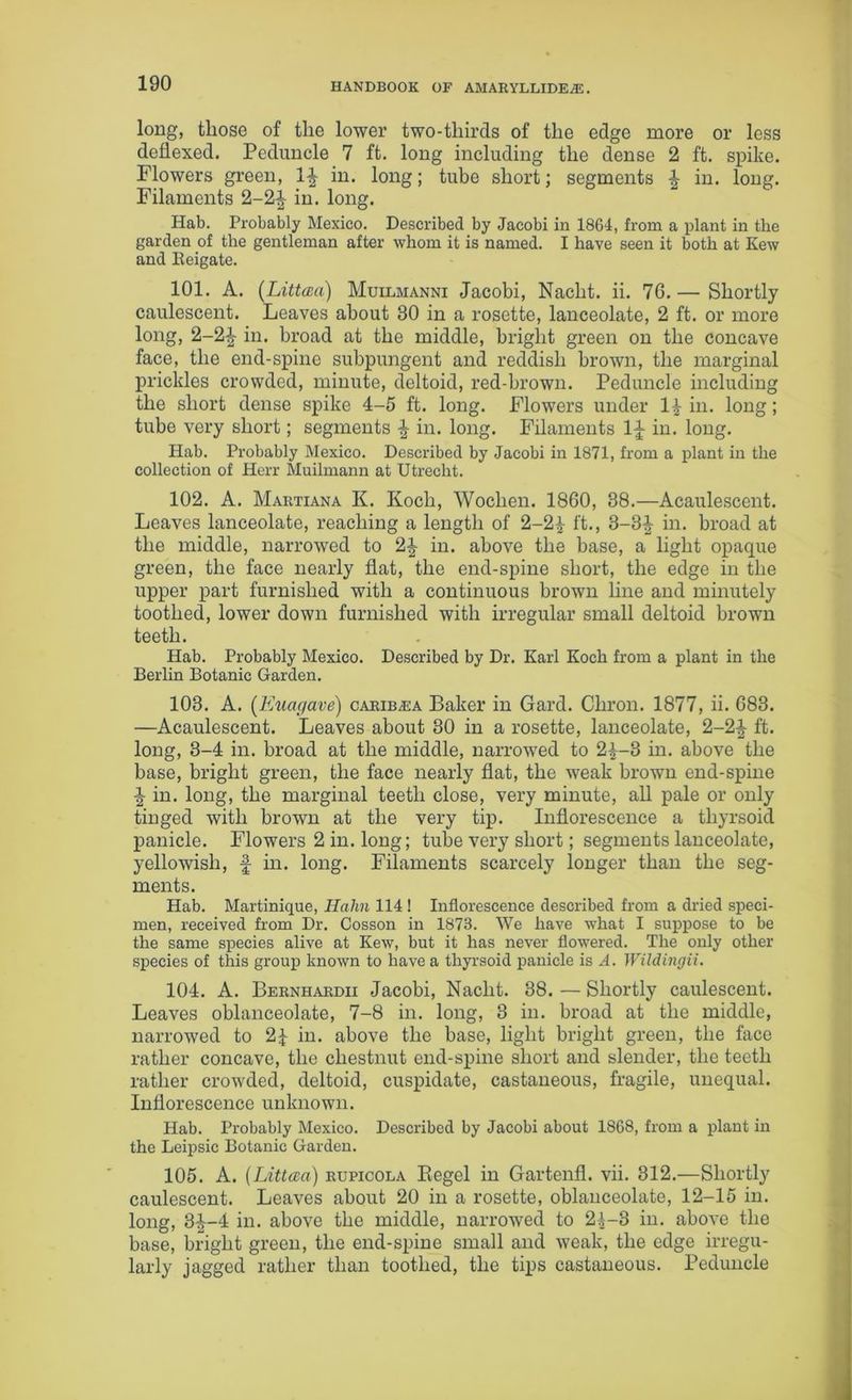 long, those of the lower two-thirds of the edge more or less deflexed. Peduncle 7 ft. long including the dense 2 ft. spike. Flowers green, If in. long; tube short; segments f in. long. Filaments 2-2f in. long. Hab. Probably Mexico. Described by Jacobi in 1864, from a plant in the garden of the gentleman after whom it is named. I have seen it both at Kew and Eeigate. 101. A. (Littcea) Muilmanni Jacobi, Nacht. ii. 76.— Shortly caulescent. Leaves about 80 in a rosette, lanceolate, 2 ft. or more long, 2-2f in. broad at the middle, bright green on the concave face, the end-spine subpungent and reddish brown, the marginal prickles crowded, minute, deltoid, red-brown. Peduncle including the short dense spike 4-5 ft. long. Flowers under If in. long; tube very short; segments f in. long. Filaments If in. long. Hab. Probably Mexico. Described by Jacobi in 1871, from a plant in the collection of Herr Muilmann at Utrecht. 102. A. Martiana K. Koch, Woclien. 1860, 38.—Acaulescent. Leaves lanceolate, reaching a length of 2-2f ft., 3-3f in. broad at the middle, narrowred to 2f in. above the base, a light opaque green, the face nearly flat, the end-spine short, the edge in the upper part furnished with a continuous brown line and minutely toothed, lower down furnished with irregular small deltoid brown teeth. Hab. Probably Mexico. Described by Dr. Karl Koch from a plant in the Berlin Botanic Garden. 103. A. (Euac/ave) carib^a Baker in Gard. Cliron. 1877, ii. 683. —Acaulescent. Leaves about 30 in a rosette, lanceolate, 2-2f ft. long, 3-4 in. broad at the middle, narrowed to 2f-3 in. above the base, bright green, the face nearly flat, the weak brown end-spine f in. long, the marginal teeth close, very minute, all pale or only tinged with brown at the very tip. Inflorescence a tliyrsoid panicle. Flowers 2 in. long; tube very short; segments lanceolate, yellowish, f in. long. Filaments scarcely longer than the seg- ments. Hab. Martinique, Ilahn 114 ! Inflorescence described from a dried speci- men, received from Dr. Cosson in 1873. We have what I suppose to be the same species alive at Kew, but it has never flowered. The only other species of this group known to have a thyrsoid panicle is A. Wildingii. 104. A. Bernhardii Jacobi, Nacht. 38. — Shortly caulescent. Leaves oblanceolate, 7-8 in. long, 3 in. broad at the middle, narrowed to 2f in. above the base, light bright green, the face rather concave, the chestnut end-spine short and slender, the teeth rather crowded, deltoid, cuspidate, castaneous, fragile, unequal. Inflorescence unknown. Hab. Probably Mexico. Described by Jacobi about 1868, from a plant in the Leipsic Botanic Garden. 105. A. (Littcea) rupicola Kegel in Gartenfl. vii. 312.—Shortly caulescent. Leaves about 20 in a rosette, oblanceolate, 12-15 in. long, 3f-4 in. above the middle, narrowed to 2f-3 in. above the base, bright green, the end-spine small and weak, the edge irregu- larly jagged rather than toothed, the tips castaneous. Peduncle