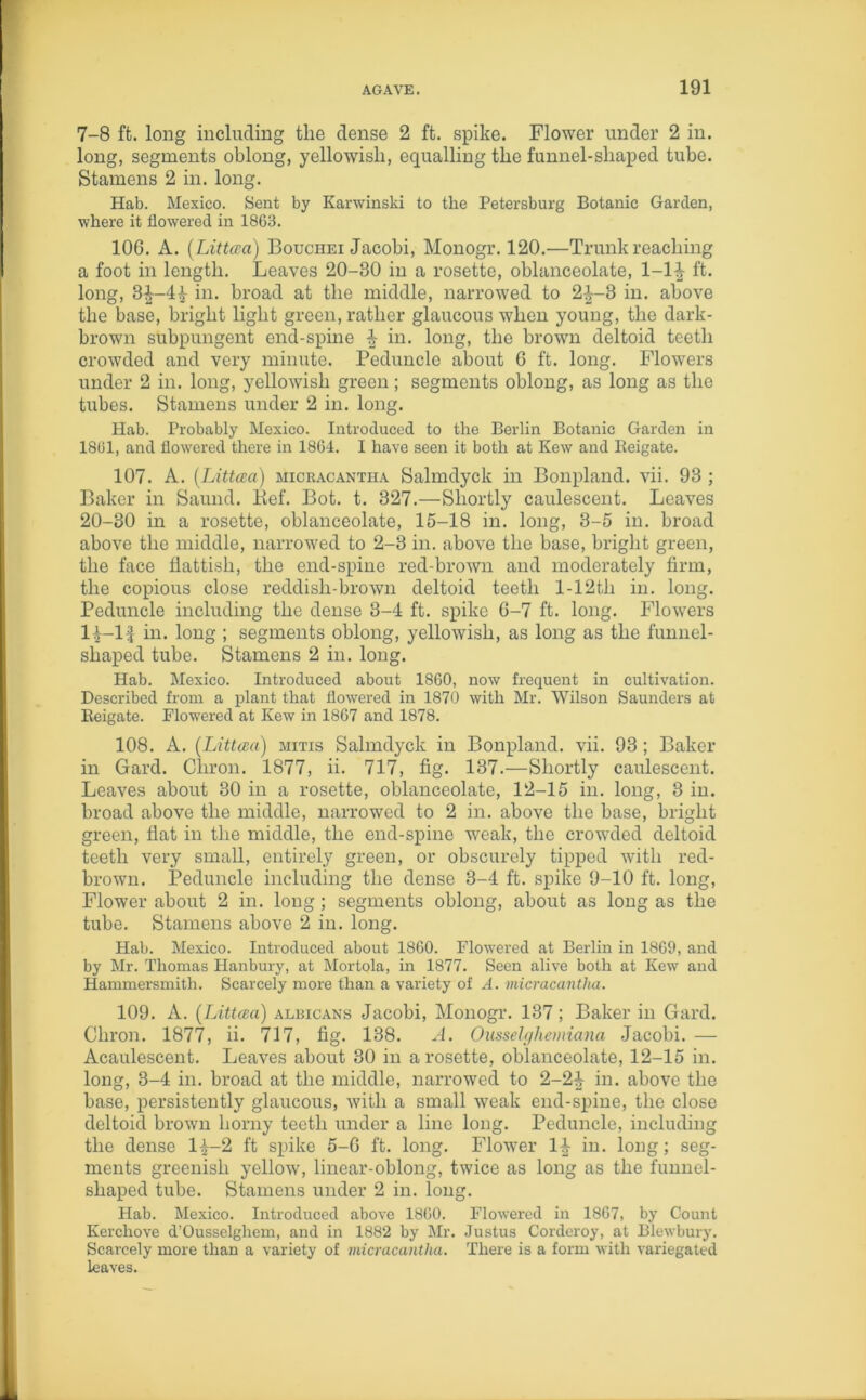 7-8 ffc. long including the dense 2 ft. spike. Flower under 2 in. long, segments oblong, yellowish, equalling the funnel-shaped tube. Stamens 2 in. long. Hab. Mexico. Sent by Karwinski to the Petersburg Botanic Garden, where it flowered in 1863. 106. A. (Littaa) Bouchei Jacobi, Monogr. 120.—Trunk reaching a foot in length. Leaves 20-30 in a rosette, oblanceolate, 1-1^ ft. long, 3|—44 in. broad at the middle, narrowed to 2J-3 in. above the base, bright light green, rather glaucous when young, the dark- brown subpungent end-spine in. long, the brown deltoid teeth crowded and very minute. Peduncle about 6 ft. long. Flowers under 2 in. long, yellowish green; segments oblong, as long as the tubes. Stamens under 2 in. long. Hab. Probably Mexico. Introduced to the Berlin Botanic Garden in 1861, and flowered there in 1864. I have seen it both at Kew and Iieigate. 107. A. [Littaa) micracantha Salmdyck in Bonpland. vii. 93 ; Baker in Saund. Kef. Bot. t. 327.—Shortly caulescent. Leaves 20-30 in a rosette, oblanceolate, 15-18 in. long, 3-5 in. broad above the middle, narrowed to 2-3 in. above the base, bright green, the face fiattish, the end-spine red-brown and moderately firm, the copious close reddish-brown deltoid teeth l-12th in. long. Peduncle including the dense 3-4 ft. spike 6-7 ft. long. Flowers 14-lf in. long ; segments oblong, yellowish, as long as the funnel- shaped tube. Stamens 2 in. long. Hab. Mexico. Introduced about 1860, now frequent in cultivation. Described from a plant that flowered in 1870 with Mr. Wilson Saunders at Eeigate. Flowered at Kew in 1867 and 1878. 108. A. [Littaa) mitis Salmdyck in Bonpland. vii. 93 ; Baker in Gard. Chron. 1877, ii. 717, fig. 137.—Shortly caulescent. Leaves about 30 in a rosette, oblanceolate, 12-15 in. long, 3 in. broad above the middle, narrowed to 2 in. above the base, bright green, flat in the middle, the end-spine weak, the crowded deltoid teeth very small, entirely green, or obscurely tipped with red- brown. Peduncle including the dense 3-4 ft. spike 9-10 ft. long, Flower about 2 in. long; segments oblong, about as long as the tube. Stamens above 2 in. long. Hab. Mexico. Introduced about 1860. Flowered at Berlin in 1869, and by Mr. Thomas Hanbury, at Mortola, in 1877. Seen alive both at Kew and Hammersmith. Scarcely more than a variety of A. micracantha. 109. A. [Littaa) albicans Jacobi, Monogr. 137 ; Baker in Gard. Chron. 1877, ii. 717, fig. 138. A. Ousselghemiana Jacobi. — Acaulescent. Leaves about 30 in a rosette, oblanceolate, 12-15 in. long, 3-4 in. broad at the middle, narrowed to 2-24 in. above the base, persistently glaucous, with a small weak end-spine, the close deltoid brown horny teeth under a line long. Peduncle, including the dense l|-2 ft spike 5-6 ft. long. Flower 1£ in. long; seg- ments greenish yellow, linear-oblong, twice as long as the funnel- shaped tube. Stamens under 2 in. long. Hab. Mexico. Introduced above 1860. Flowered in 1867, by Count Kerchove d’Ousselghem, and in 1882 by Mr. Justus Corderoy, at Blewbury. Scarcely more than a variety of micracantha. There is a form with variegated leaves.