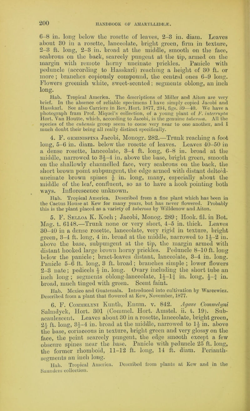 0-8 in. long below the rosette of leaves, 2-3 in. diam. Leaves about 30 in a rosette, lanceolate, bright green, firm in texture, 2-3 ft. long, 2-3 in. broad at the middle, smooth on the face, scabrous on the back, scarcely pungent at the tip, armed on the margin with remote horny uncinate prickles. Panicle with peduncle (according to Hasskarl) reaching a height of 30 ft. or more ; branches copiously compound, the central ones 6-9 long. Flowers greenish white, sweet-scented; segments oblong, an inch long. Hab. Tropical America. The descriptions of Miller and Aiton are very brief. In the absence of reliable specimens I have simply copied Jacobi and Hasskarl. See also Carriere in Dev. Hort. 1877, 284, tigs. 39—40. We have a photograph fram Prof. Miquel’s collection, of a young plant of F. interrupta Hort. Van Houtte, which, according to Jacobi, is the genuine tube rasa. All the species of the cubensis group seem to come very near to one another, and I much doubt their being all really distinct specifically. 4. F. gemini spin a Jacobi, Monogr. 282.—Trunk reaching a foot long, 5-6 in. diam. below the rosette of leaves. Leaves 40-50 in a dense rosette, lanceolate, 3-4 ft. long, 6-8 in. broad at the middle, narrowed to 3^-4 in. above the base, bright green, smooth on the shallowly channelled face, very scabrous on the back, the short brown point subpungent, the edge armed witli distant deltoid- uncinate brown spines £ in. long, many, especially about the middle of the leaf, confluent, so as to have a hook pointing both ways. Inflorescence unknown. Hab. Tropical America. Described from a fine plant which has been in the Cactus Plouse at Kew for many years, but has never flowered. Probably this is the plant placed as a variety of tuberosa by Willdenow and Aiton. 5. F. Selloa K. Ivocli; Jacobi, Monog. 289 ; Hook. fil. in Bot. Mag. t. 6148.—Trunk none or very short, 4-5 in. thick. Leaves 30-40 in a dense rosette, lanceolate, very rigid in texture, bright green, 3-4 ft. long, 4 in. broad at the middle, narrowed to 14-2 in. above the base, subpungent at the tip, the margin armed with distant hooked large brown horny prickles. Peduncle 8-10 ft. long below the panicle; bract-leaves distant, lanceolate, 3-4 in. long. Panicle 5-6 It. long, 3 ft. broad ; branches simple ; lower flowers 2-3 nate; pedicels 4 in. long. Ovary including the short tube an inch long ; segments oblong-lanceolate, 14-1* in. long, in. broad, much tinged with green. Scent faint. Plab. Mexico and Guatemala. Introduced into cultivation by Warcewiez. Described from a plant that flowered at Kew, November, 1877. 6. F. Commelyni Kunth, Enum. v. 842. Agave Commehjni Salmdyek, Hort. 301 (Commel. Hort. Amstel. ii. t. 19). Sub- acaulescent. Leaves about 30 in a rosette, lanceolate, bright green, 24 ft. long, 34-4 in. broad at the middle, narrowed to 1^ in. above the base, coriaceous in texture, bright green and very glossy on the face, the point scarcely pungent, the edge smooth except a few obscure spines near the base. Panicle with peduncle 25 ft. long, the former rhomboid, 11-12 ft. long, 14 ft. diam. Perianth- segments an inch long. llab. Tropical America. Described from plants at Kew and in the Saunders collection.