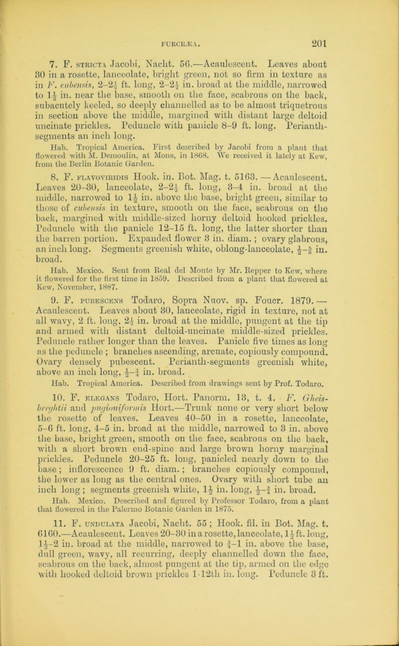 7. F. stricta Jacobi, Naclit. 50.—Acaulescent. Leaves about 30 in a rosette, lanceolate, bright green, not so firm in texture as in F. cubensis, 2-24 ft. long, 2-24 in. broad at the middle, narrowed to 1^ in. near the base, smooth on the face, scabrous on the back, subacutely keeled, so deeply channelled as to be almost triquetrous in section above the middle, margined with distant large deltoid uncinate prickles. Peduncle with panicle 8-0 ft. long. Perianth- segments an inch long. Hab. Tropical America. First described by Jacobi from a plant that flowered with M. Demoulin, at Mons, in 1868. We received it lately at Kew, from the Berlin Botanic Garden. 8. F. flavoviridis Hook. in. Bot. Mag. t. 51G3.—Acaulescent. Leaves 20-30, lanceolate, 2-24 ft. long, 3-4 in. broad at the middle, narrowed to 1^ in. above the base, bright green, similar to those of cubensis in texture, smooth on the face, scabrous on the back, margined with middle-sized horny deltoid hooked prickles. Peduncle with the panicle 12-15 ft. long, the latter shorter than the barren portion. Expanded flower 3 in. diam. ; ovary glabrous, an inch long. Segments greenish white, oblong-lanceolate, in. broad. Hab. Mexico. Sent from Beal del Monte by Mr. Bepper to Kew, where it flowered for the first time in 1851). Described from a plant that flowered at Kew, November, 1887. 0. F. pubescens Todaro, Sopra Nuov. sp. Foucr. 1879. — Acaulescent. Leaves about 30, lanceolate, rigid in texture, not at all wavy, 2 ft. long, 24 in. broad at the middle, pungent at the tip and armed with distant deltoid-uncinate middle-sized prickles. Peduncle rather longer than the leaves. Panicle five times as long us the peduncle ; branches ascending, arcuate, copiously compound. Ovary densely pubescent. Perianth-segments greenish white, above an inch long, in. broad. Hab. Tropical America. Described from drawings sent by Prof. Todaro. 10. F. elegans Todaro, Hort. Panorm. 13, t. 4. F. Gheis- bmjhtii and jntyioniformis Hort.—Trunk none or very short below the rosette of leaves. Leaves 40-50 in a rosette, lanceolate, 5-G ft. long, 4-5 in. broad at the middle, narrowed to 3 in. above the base, bright green, smooth on the face, scabrous on the back, with a short brown end-spine and large brown horny marginal prickles. Peduncle 20-25 ft. long, panicled nearly down to the base; inflorescence 9 ft. diam.; branches copiously compound, the lower as long as the central ones. Ovary with short tube an inch long ; segments greenish white, 1£ in. long, i-J in. broad. Hab. Mexico. Described and figured by Professor Todaro, from a plant that flowered in tire Palermo Botanic Garden in 1875. 11. F. undulata Jacobi, Naclit. 55 ; Hook. fil. in Bot. Mag. t. G1G0.—Acaulcscent. Leaves 20-30 in a rosette, lanceolate, 1A ft. long, H-2 in. broad at the middle, narrowed to f-1 in. above the base, dull green, wavy, all recurring, deeply channelled down the face, scabrous on the back, almost pungent at the tip, armed on the edge with hooked deltoid brown prickles 1 - 12th in. long. Peduncle 3 ft.