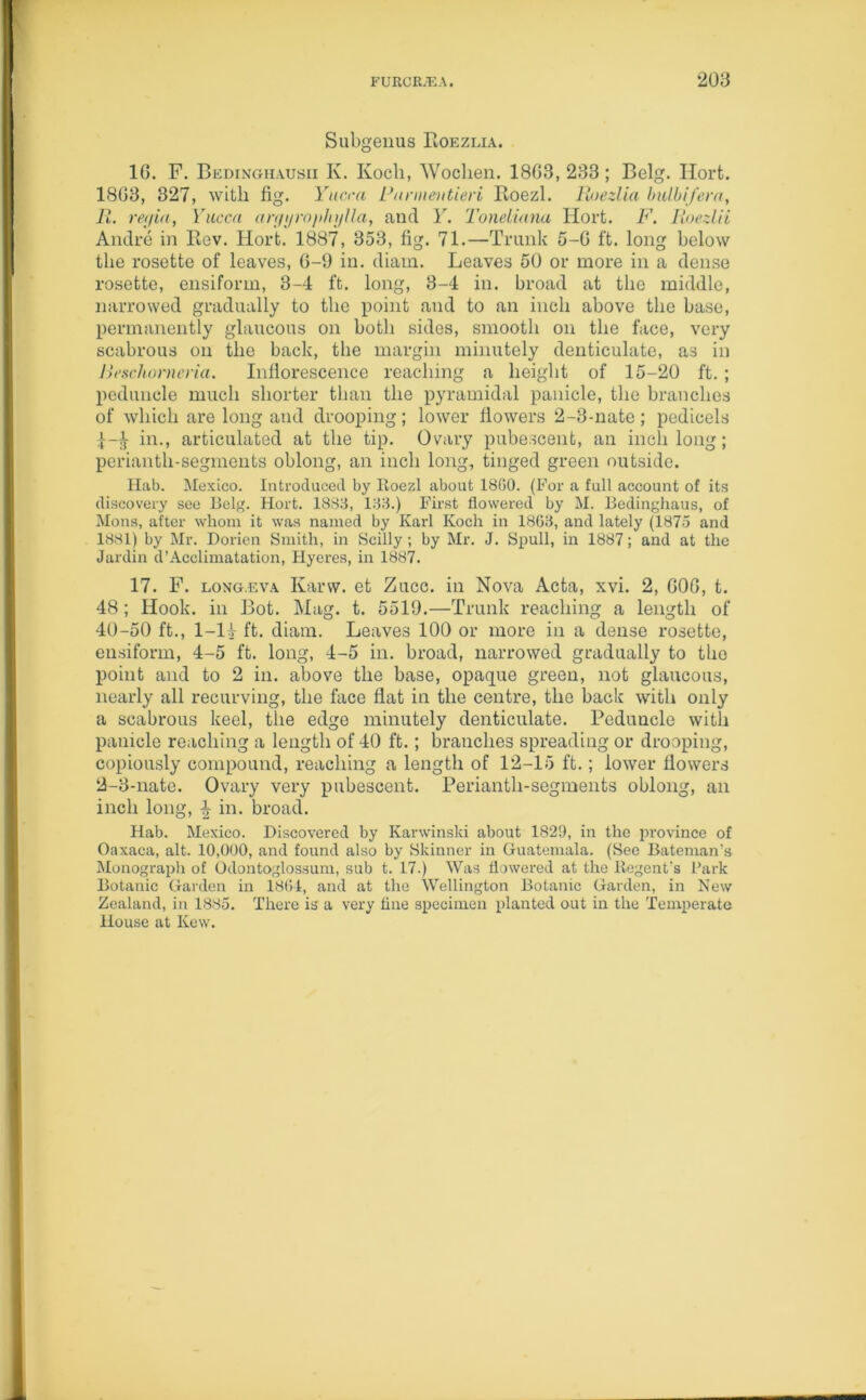 Subgenus Roezlia. 16. F. Bedinghausii K. Kocli, Woclien. 1863, 233 ; Belg. Hort. 1863, 327, with fig. Yucca Panneiitieri Roezl. Roezlia bulbi/era, Pi. regia, Yucca arggrophjlla, and lr. Toneliana Hort. F. Roezlii Andre in Rev. Hort. 1887, 353, fig. 71.—Trunk 5-6 ft. long below the rosette of leaves, 6-9 in. diam. Leaves 50 or more in a dense rosette, ensiform, 3-4 ft. long, 3-4 in. broad at the middle, narrowed gradually to the point and to an inch above the base, permanently glaucous on both sides, smooth on the face, very scabrous on the back, the margin minutely denticulate, as in Bcschorneria. Inflorescence reaching a height of 15-20 ft. ; peduncle much shorter than the pyramidal panicle, the branches of which are long and drooping; lower flowers 2-3-nate ; pedicels 1- ^- in., articulated at the tip. Ovary pubescent, an inch long; perianth-segments oblong, an inch long, tinged green outside. Hab. Mexico. Introduced by Roezl about I860. (For a full account of its discovery see Belg. Hort. 1883, 133.) First flowered by M. Bedinghaus, of Mons, after whom it was named by Karl Koch in 1863, and lately (1875 and 1881) by Mr. Dorien Smith, in Scilly; by Mr. J. Spull, in 1887; and at the Jardin d’Acclimatation, Hyeres, in 1887. 17. F. long.ev.a Karw. et Zucc. in Nova Acta, xvi. 2, 606, t. 48; Hook, in Bot. Mag. t. 5519.—Trunk reaching a length of 40-50 ft., 1-14 ft. diam. Leaves 100 or more in a dense rosette, ensiform, 4-5 ft. long, 4-5 in. broad, narrowed gradually to the point and to 2 in. above the base, opaque green, not glaucous, nearly all recurving, the face flat in the centre, the back with only a scabrous keel, the edge minutely denticulate. Peduncle with panicle reaching a length of 40 ft.; branches spreading or drooping, copiously compound, reaching a length of 12-15 ft.; lower flowers 2- 3-nate. Ovary very pubescent. Perianth-segments oblong, an inch long, i in. broad. Hab. Mexico. Discovered by Karwinski about 1829, in the province of Oaxaca, alt. 10,000, and found also by Skinner in Guatemala. (See Bateman’s Monograph of Odontoglossum, sub t. 17.) Was flowered at the Regent's Park Botanic Garden in 1864, and at the Wellington Botanic Garden, in New Zealand, in 1885. There is a very fine specimen planted out in the Temperate House at Kew.