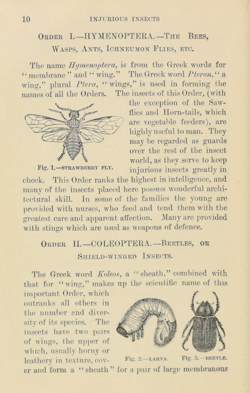 Order I.—HYMENOPTERA.—The Bees, Wasps, Ants, Ichneumon Flies, etc. The name Hymenoptera, is from the Greek words for “ membrane ” and “ wing. ” The Greek word Pteron,“ a wing,” plural Ptera, “ wings,” is nsed in forming the names of all the Orders. The insects of this Order, (with the exception of the Saw- liies and Horn-tails, which are vegetable feeders), are highly useful to man. They may be regarded as guards over the rest of the insect world, as they serve to keep injurious insects greatly in check. This Order ranks the highest in intelligence, and many of the insects placed here possess wonderful archi- tectural skill. In some of the families the young are provided with nurses, who feed and tend them with the greatest care and apparent affection. Many are provided with stings which are used as weapons of defence. Glider II.—OOLEOPTERA.—Beetles, or Shield-winged Insects. Fig. 1.—STRAWBERRY FLY. The Greek word Koleos, a “ sheath,” combined with that for “wing,” makes up the scientific name of this important Order, which outranks all others in the number and diver- sity of its species. The insects have two pairs of wings, the upper of which, usually horny or leathery in texture, cov- Fi&- larva. Fig. 3.—beetle. er and form a “ sheath ” for a pair of large membranous