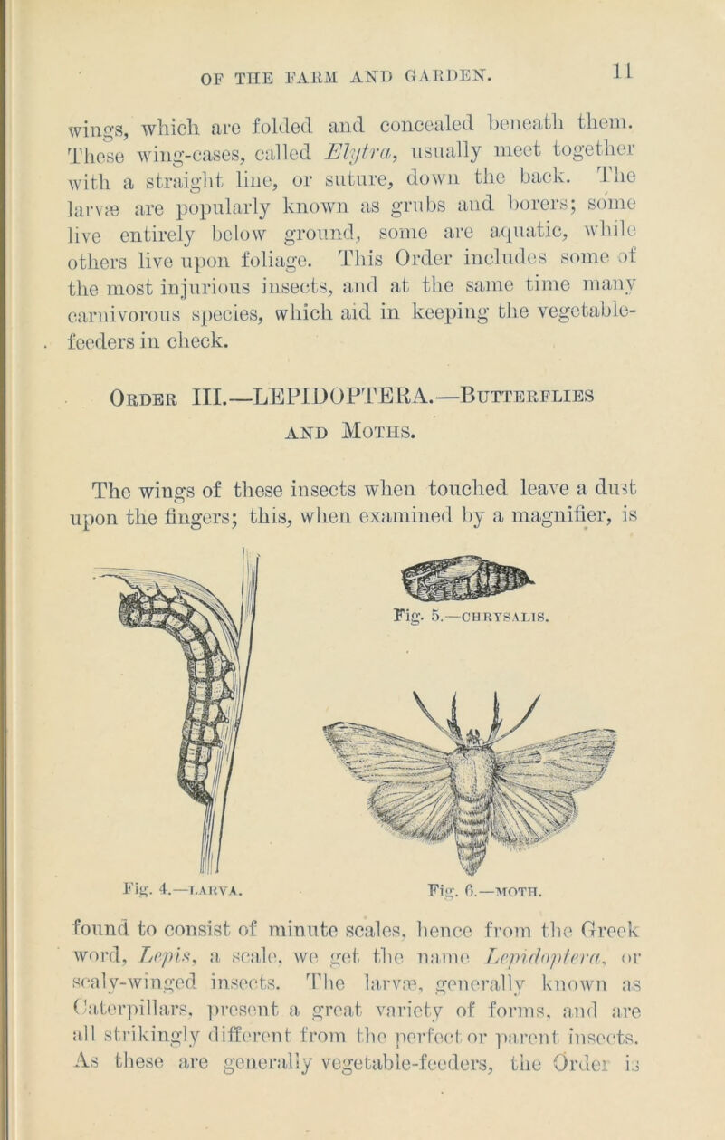 winS, which tire folded mid concealed beneath them. These wing-cases, called Elytra, usually meet together with a straight line, or suture, down the hack. 1 he larvffl are popularly known as grubs and borers; some live entirely below ground, some are aquatic, while others live upon foliage. This Order includes some of the most injurious insects, and at the same time many carnivorous species, which aid in keeping the vegetable- feeders in check. Order III.—LEPIDOPTER A.—Butterflies and Moths. The wings of these insects when touched leave a dust upon the fingers; this, when examined by a magnifier, is found to consist of minute scales, hence from the Greek word, Lrpis, a scale, we get the name Lcpidoptera, or scaly-winged insects. The larvae, generally known as Caterpillars, present a great variety of forms, and are all strikingly different from the perfect or parent insects. As these are generally vegetable-feeders, the Order is