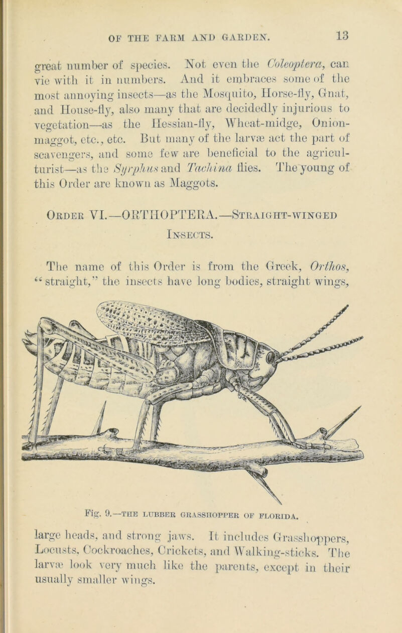 great number of species. Not even the Coleoptera, can vie with it in numbers. And it embraces some of the most annoying insects—as the Mosquito, Horse-fly, Gnat, and House-fly, also many that are decidedly injurious to vegetation—as the Hessian-fly, Wheat-midge, Onion- mao-o-ot, etc., etc. But many of the larvae act the part of scavengers, and some few are beneficial to the agricul- turist—as the Syrphus and Tachina flies. The young of this Order are known as Maggots. Order VI.—ORTHOPTERA.—Straight-winged Insects. The name of this Order is from the Greek, Orthos, “straight,” the insects have long bodies, straight wings, Fig. 9.—THE LUBBER GRASSHOPPER OF FLORIDA. largo heads, and strong jaws. It includes Grasshoppers, Locusts, Cockroaches, Crickets, and Walking-sticks. The larvae look very much like the parents, except in their usually smaller wings.