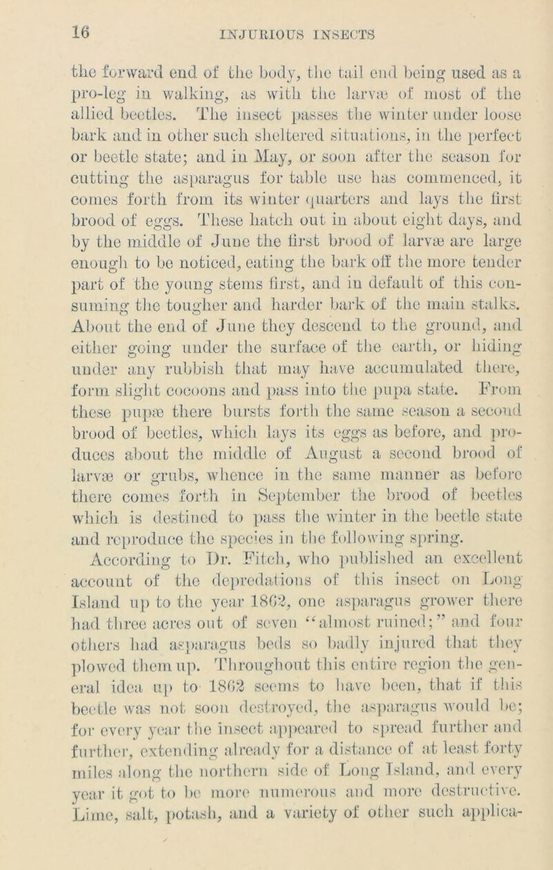 tlic forward end of the body, the tail end being used as a pro-leg in walking, as with the larvae of most of the allied beetles. The insect passes the winter under loose bark and in other such sheltered situations, in the perfect or beetle state; and in May, or soon after the season for cutting the asparagus for table use has commenced, it comes forth from its winter quarters and lays the first brood of eggs. These hatch out in about eight days, and by the middle of June the lirst brood of larvae are large enough to be noticed, eating the bark otf the more tender part of the young stems first, and in default of this con- suming’ the tougher and harder bark of the main stalks. About the end of June they descend to the ground, and either going under the surface of the earth, or hiding under any rubbish that may have accumulated there, form slight cocoons and pass into the pupa state. From these pupae there bursts forth the same season a second brood of beetles, which lays its eggs as before, and pro- duces about the middle of August a second brood of larvae or grubs, whence in the same manner as before there comes forth in September the brood of beetles which is destined to pass the winter in the beetle state and reproduce the species in the following spring. According to Dr. Fitch, who published an excellent account of the depredations of this insect on Long Island up to the year 1802, one asparagus grower there had three acres out of seven “almost ruined;” and four others had asparagus beds so badly injured that they plowed them up. Throughout this entire region the gen- eral idea up to 1802 seems to have been, that if this beetle was not soon destroyed, the asparagus would be; for every year the insect appeared to spread further and further, extending already for a distance of at least forty miles along the northern side of Long Island, and every year it got to be more numerous and more destructive. Lime, salt, potash, and a variety of other such applica-
