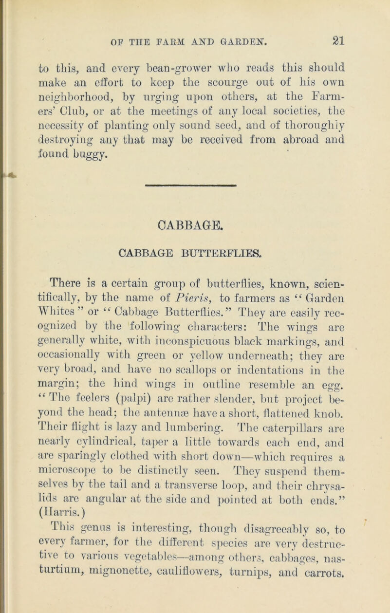 to this, and every bean-grower who reads this should make an effort to keep the scourge out of his own neighborhood, by urging upon others, at the Farm- ers’ Club, or at the meetings of any local societies, the necessity of planting only sound seed, and of thoroughly destroying any that may be received from abroad and found buggy. CABBAGE. CABBAGE BUTTERFLIES. There is a certain group of butterflies, known, scien- tifically, by the name of Pieris, to farmers as “ Garden Whites ” or “ Cabbage Butterflies.” They are easily rec- ognized by the following characters: The wings are generally white, with inconspicuous black markings, and occasionally with green or yellow underneath; they are very broad, and have no scallops or indentations in the margin; the hind wings in outline resemble an egg. “ The feelers (palpi) are rather slender, but project be- yond the head; the antennae have a short, flattened knob. Their flight is lazy and lumbering. The caterpillars are nearly cylindrical, taper a little towards each end, and are sparingly clothed with short down—which requires a microscope to be distinctly seen. They suspend them- selves by the tail and a transverse loop, and their chrysa- lids are angular at the side and pointed at both ends.” (Harris.) This genus is interesting, though disagreeably so, to every farmer, for the different species are very destruc- tive to various vegetables—among others, cabbages, nas- turtium, mignonette, cauliflowers, turnips, and carrots.
