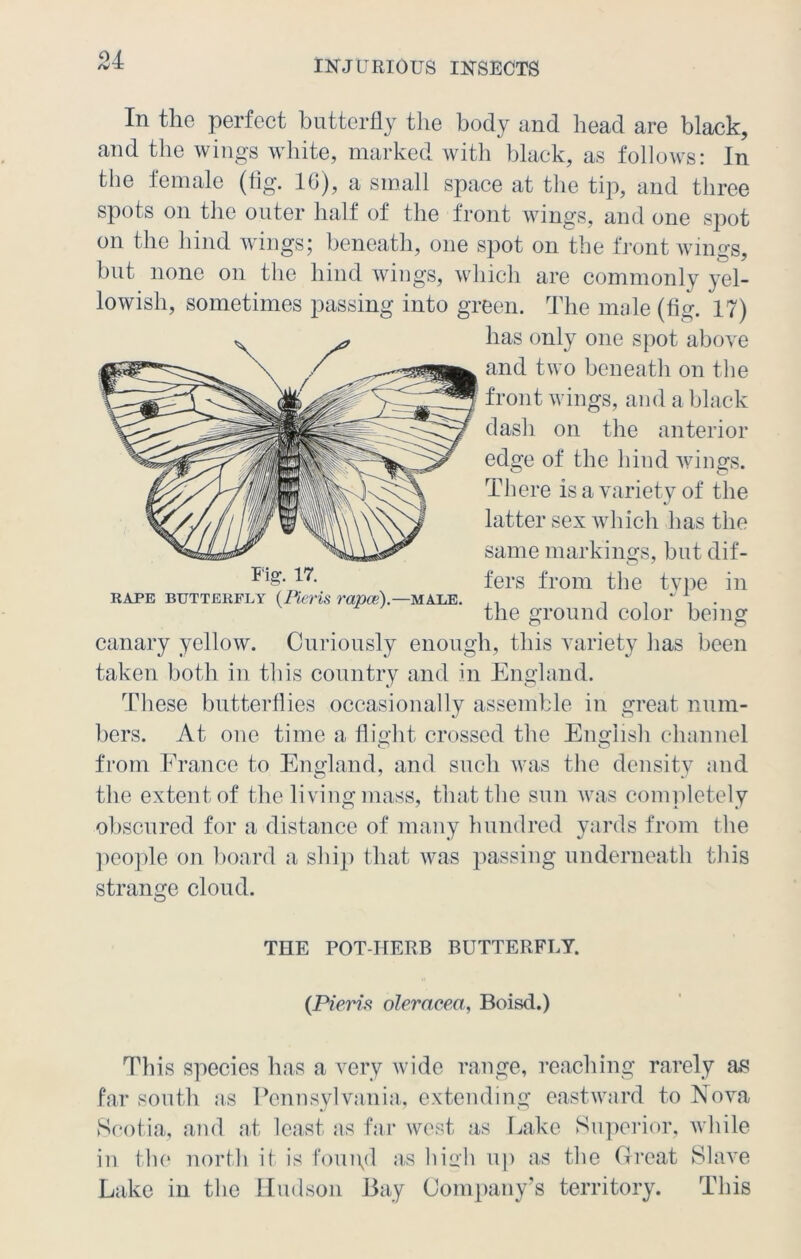 In the perfect butterfly the body and head are black, and the wings white, marked with black, as follows: In the female (fig. 10), a small space at the tip, and three spots on the outer half of the front wings, and one spot on the hind wings; beneath, one spot on the front wines i _ G * but none on the hind wings, which are commonly yel- lowish, sometimes passing into green. The male (fig. 17) has only one spot above and two beneath on the front wings, and a black dash on the anterior edge of the hind wings. There is a variety of the latter sex which has the same markings, but dif- fers from the type in RAPE BUTTERFLY (Pier'is rapce).—MALE. . , , . ' . the ground color being canary yellow. Curiously enough, this variety has been taken both in this country and in England. These butterflies occasionally assemble in great num- bers. At one time a flight crossed the English channel from France to England, and such was the density and the extent of the living mass, that the sun was completely obscured for a distance of many hundred yards from the people on board a ship that was passing underneath this strange cloud. THE POT-HERB BUTTERFLY. (Fieri s oleracea, Boisd.) This species has a very wide range, reaching rarely as far south as Pennsylvania, extending eastward to Nova Scotia, and at least as far west as Lake Superior, while in the north it is foui\d as high up as the Great Slave Lake in the Hudson Bay Company’s territory. This