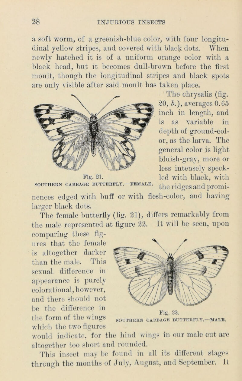 a soft worm, of a greenish-blue color, with four longitu- dinal yellow stripes, and covered with black dots. When newly hatched it is of a uniform orange color with a black head, but it becomes dull-brown before the first moult, though the longitudinal stripes and black spots are only visible after said moult has taken place. The chrysalis (fig. 20, l>.), averages 0.G5 inch in length, and is as variable in depth of ground-col- or, as the larva. The general color is light bluish-gray, more or less intensely speck- Fig. 21. led with black, with SOUTHERN CABBAGE BUTTERFLY. FEMALE. the I'idgCS and prOmi- nences edged with buff or with flesh-color, and having larger black dots. The female butterfly (fig. 21), differs remarkably from the male represented at figure 22. It will be seen, upon comparing these fig- ures that the female is altogether darker than the male. This sexual difference in appearance is purely colorational, however, and there should not be the difference in the form of the wings which the two figures would indicate, for the hind wings in our male cut are altogether too short and rounded. This insect may be found in all its different stages through the months of July, August, and September. It