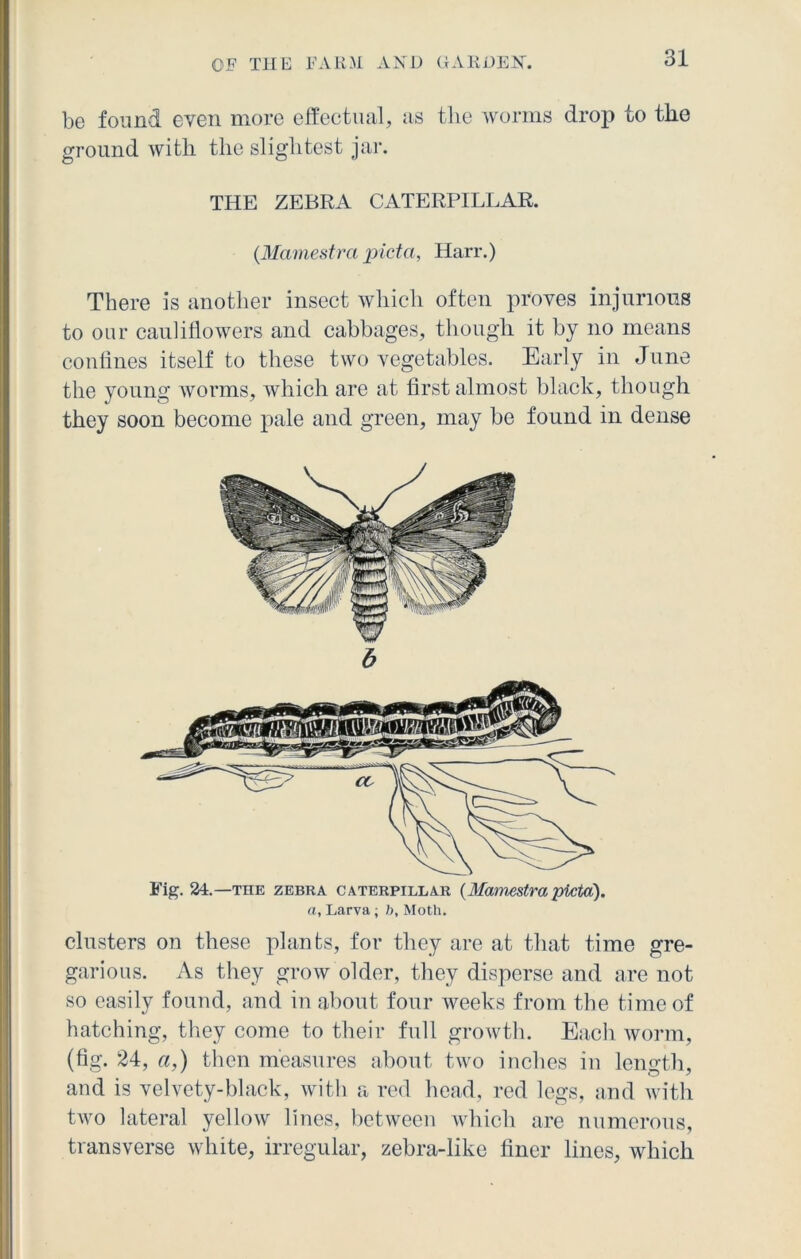 be found even more effectual, as the worms drop to the ground with the slightest jar. THE ZEBRA CATERPILLAR. (Mamestra pictci, Harr.) There is another insect which often proves injurious to our cauliflowers and cabbages, though it by no means confines itself to these two vegetables. Early in June the young worms, which are at first almost black, though they soon become pale and green, may be found in dense Fig. 24.—the zebra caterpillar (Mamestra picta). a, Larva; b. Moth. clusters on these plants, for they are at that time gre- garious. As they grow older, they disperse and are not so easily found, and in about four weeks from the time of hatching, they come to their full growth. Each worm, (fig. 24, a,) then measures about two inches in length, and is velvety-black, with a red head, red legs, and with two lateral yellow lines, between which are numerous, transverse white, irregular, zebra-like finer lines, which