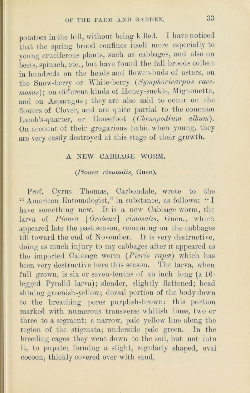 potatoes in the hill, without being killed. I have noticed that the spring brood confines itself more especially to young cruciferous plants, such as cabbages, and also on beets, spinach, etc., but have found the fall broods collect in hundreds on the heads and flower-buds of asters, on the Snow-berry or White-berry (Symphoricarpus race- mosus); on different kinds of Honey-suckle, Mignonette, and on Asparagus ; they are also said to occur on the flowers of Clover, and are quite partial to the common Lamb’s-quarter, or Goosefoot (Chenopodium album). On account of their gregarious habit when young, they are very easily destroyed at this stage of their growth. A NEW CABBAGE WORM. (Pionea rimosalis, Guen). Prof. Cyrus Thomas, Carbondale, wrote to the ee American Entomologist,” in substance, as follows: “ I have something new. It is a new Cabbage worm, the larva of Pionea \Orobena\ rimosalis, Guen., which appeared late the past season, remaining on the cabbages till toward the end of November. It is very destructive, doing as much injury to my cabbages after it appeared as - the imported Cabbage worm (Pieris rapes) which has been very destructive here this season. The larva, when full grown, is six or seven-tenths of an inch long (a 16- legged Pyralid larva); slender, slightly flattened; head shining greenish-yellow; dorsal portion of the body down to the breathing pores purplish-brown; this portion marked with numerous transverse whitish lines, two or three to a segment; a narrow, pale yellow line along the region of the stigmata; underside pale green. In the breeding cages they went down to the soil, but not into it, to pupate; forming a slight, regularly shaped, oval cocoon, thickly covered over with sand,
