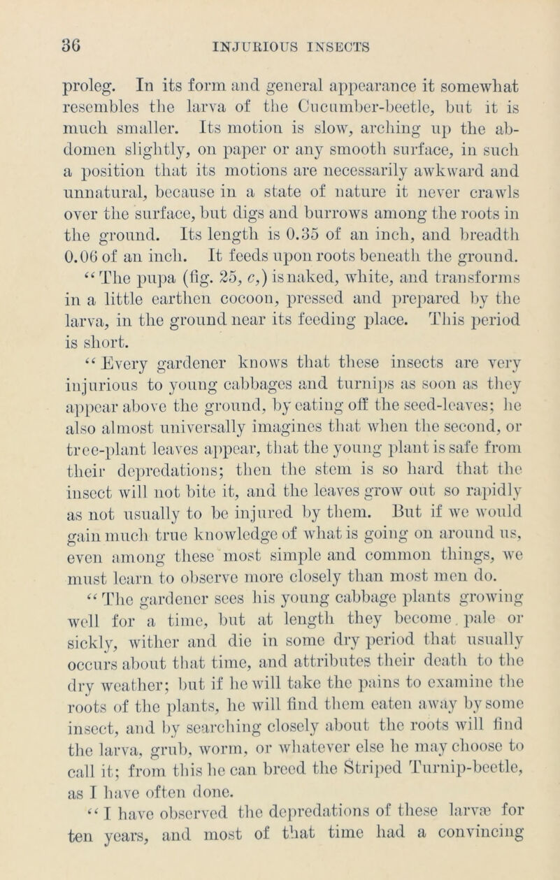proleg. In its form and general appearance it somewhat resembles the larva of the Cucumber-beetle, but it is much smaller. Its motion is slow, arching up the ab- domen slightly, on paper or any smooth surface, in such a position that its motions are necessarily awkward and unnatural, because in a state of nature it never crawls over the surface, but digs and burrows among the roots in the ground. Its length is 0.35 of an inch, and breadth 0.06 of an inch. It feeds upon roots beneath the ground. “ The pupa (fig. 25, c,) is naked, white, and transforms in a little earthen cocoon, pressed and prepared by the larva, in the ground near its feeding place. This period is short. “Every gardener knows that these insects are very injurious to young cabbages and turnips as soon as they appear above the ground, by eating off the seed-leaves; lie also almost universally imagines that when the second, or tree-plant leaves appear, that the young plant is safe from their depredations; then the stem is so hard that the insect will not bite it, and the leaves grow out so rapidly as not usually to be injured by them. But if we would gain much true knowledge of what is going on around us, even among these most simple and common things, we must learn to observe more closely than most men do. “ The gardener sees his young cabbage plants growing well for a time, but at length they become. pale or sickly, wither and die in some dry period that usually occurs about that time, and attributes their death to the dry weather; but if lie will take the pains to examine the roots of the plants, he will find them eaten away by some insect, and by searching closely about the roots will find the larva, grub, worm, or whatever else he may choose to call it; from this he can breed the Striped Turnip-beetle, as I have often done. “ I have observed the depredations of these larvoe for ten years, and most of that time had a convincing