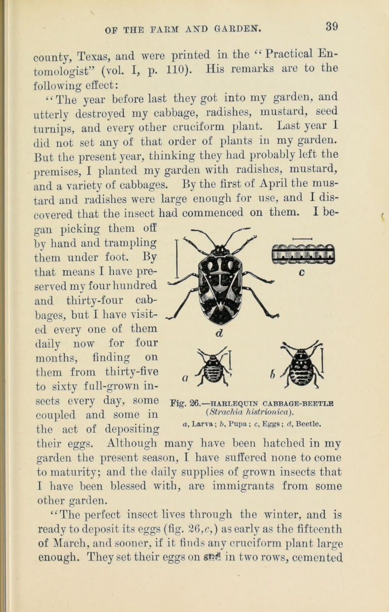 county, Texas, and were printed in the “ Practical En- tomologist” (vol. I, p. 110). His remarks are to the following effect: « The year before last they got into my garden, and utterly destroyed my cabbage, radishes, mustard, seed turnips, and every other cruciform plant. Last year I did not set any of that order of plants in my garden. But the present year, thinking they had probably left the premises, I planted my garden with radishes, mustard, and a variety of cabbages. By the first of April the mus- tard and radishes were large enough for use, and I dis- covered that the insect had commenced on them. I be- gan picking them off by hand and trampling them under foot. By that means I have pre- served my four hundred and thirty-four cab- bages, but I have visit- ed every one of them daily now for four months, finding on them from thirty-five /5 to sixty full-grown in- ^ sects every day, some 26.—harlequin cabbage-beetle Coupled and some in (Strachia histrionica). n , x* i *x* a, Larva; b, Pupa ; c, Eggs; d, Beetle. the act of depositing their eggs. Although many have been hatched in my garden the present season, I have suffered none to come to maturity; and the daily supplies of grown insects that I have been blessed with, are immigrants from some other garden. “ The perfect insect lives through the winter, and is ready to deposit its eggs (fig. 26,c,) as early as the fifteenth of March, and sooner, if it finds any cruciform plant large enough. They set their eggs on *!?£ in two rows, cemented